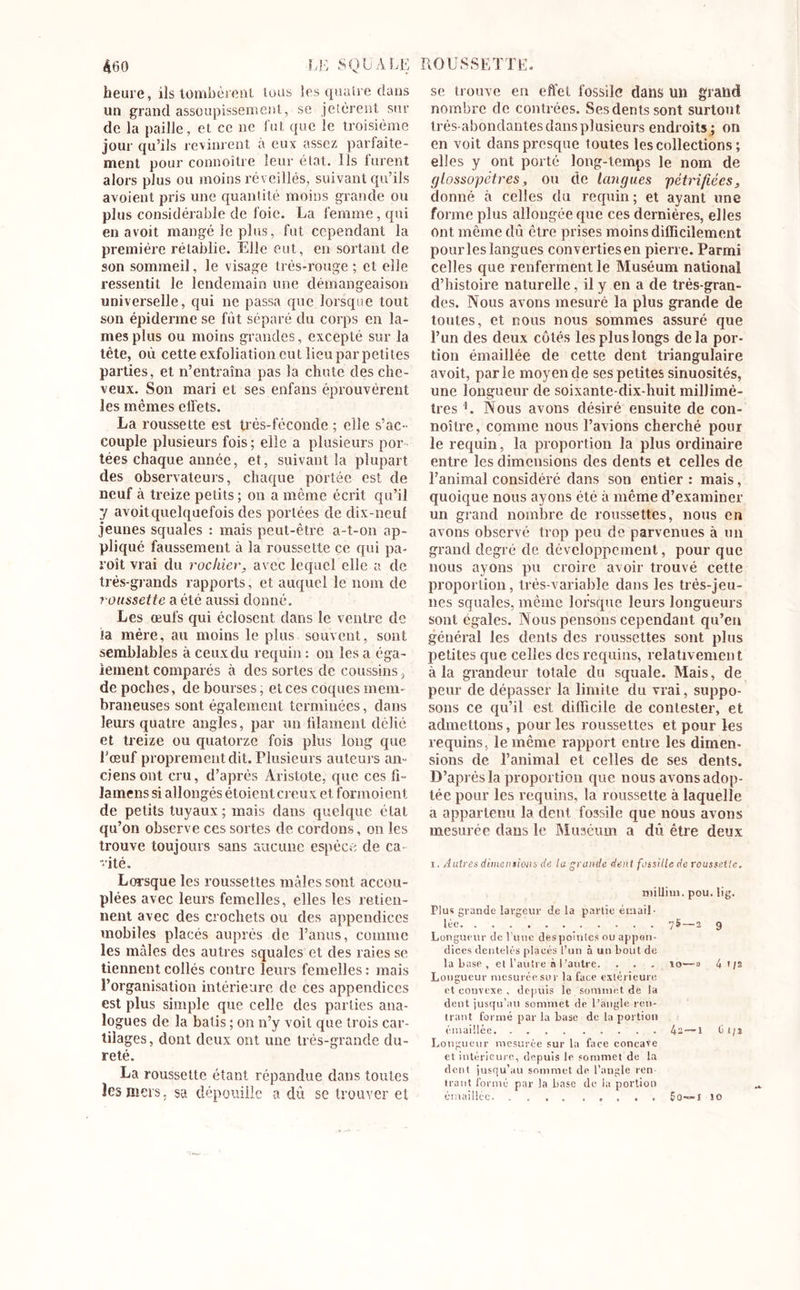 heure, ils tombèrent tous les quatre clans un grand assoupissement, se jetèrent sur de la paille, et ce ne fut que le troisième jour qu’ils revinrent a eux assez parfaite- ment pour connoître leur état. Ils furent alors plus ou moins réveillés, suivant qu’ils avoient pris une quantité moins grande ou plus considérable de foie. La femme, qui en avoit mangé le plus, fut cependant la première rétablie. Elle eut, en sortant de son sommeil, le visage très-rouge ; et elle ressentit le lendemain une démangeaison universelle, qui ne passa que lorsque tout son épiderme se fût séparé du corps en la- mes plus ou moins grandes, excepté sur la tète, où cette exfoliation eut lieu par petites parties, et n’entraîna pas la chute des che- veux. Son mari et ses enfans éprouvèrent les mêmes effets. La roussette est Lès-féconde ; elle s’ac- couple plusieurs fois; elle a plusieurs por tées chaque année, et, suivant la plupart des observateurs, chaque portée est de neuf à treize petits ; on a meme écrit qu’il y avoit quelquefois des portées de dix-neuf jeunes squales : mais peut-être a-t-on ap- pliqué faussement à la roussette ce qui pa- roît vrai du roc hier, avec lequel elle a de très-grands rapports, et auquel le nom de roussette a été aussi donné. Les œufs qui éclosent dans le ventre de ta mère, au moins le plus souvent, sont semblables à ceux du requin : on les a éga- lement comparés à des sortes de coussins, de poches, de bourses, et ces coques mem- braneuses sont également terminées, clans leurs quatre angles, par un filament délié et treize ou quatorze fois plus long que l’œuf proprement dit. Plusieurs auteurs an- ciens ont cru, d’après Aristote, que ces fi- Jamens si allongés étoient creux et formoient de petits tuyaux; mais dans quelque état qu’on observe ces sortes de cordons, on les trouve toujours sans aucune espèce de ca rite. Lorsque les roussettes mâles sont accou- plées avec leurs femelles, elles les retien- nent avec des crochets ou des appendices mobiles placés auprès de l’anus, comme les mâles des autres squales et des raies se tiennent collés contre leurs femelles : mais l’organisation intérieure de ces appendices est plus simple que celle des parties ana- logues de la bâtis ; on n’y voit que trois car- tilages, dont deux ont une très-grande du- reté. La roussette étant répandue dans toutes les mers, sa dépouille a dû se trouver et se trouve en effet fossile dans un grand nombre de contrées. Sesdentssont surtout très-abondantes dans plusieurs endroits; on en voit dans presque toutes les collections ; elles y ont porté long-temps le nom de glossopétres, ou de langues pétrifiées, donné à celles du requin ; et ayant une forme plus allongée que ces dernières, elles Ont même dû être prises moins difficilement pour les langues converties en pierre. Parmi celles que renferment le Muséum national d’histoire naturelle, il y en a de très-gran- des. Nous avons mesuré la plus grande de toutes, et nous nous sommes assuré que l’un des deux côtés les plus longs delà por- tion émaillée de cette dent triangulaire avoit, parle moyen de ses petites sinuosités, une longueur de soixante-dix-huit millimè- tres L Nous avons désiré ensuite de con- noîlre, comme nous l’avions cherché pour le requin, la proportion la plus ordinaire entre les dimensions des dents et celles de l’animal considéré dans son entier : mais, quoique nous ayons été à même d’examiner un grand nombre de roussettes, nous en avons observé trop peu de parvenues à un grand degré de développement, pour que nous ayons pu croire avoir trouvé cette proportion, très-variable dans les très-jeu- nes squales, même lorsque leurs longueurs sont égales. Nous pensons cependant qu’en général les dents des roussettes sont plus petites que celles des requins, relativement à la grandeur totale du squale. Mais, de peur de dépasser la limite du vrai, suppo- sons ce qu’il est difficile de contester, et admettons, pour les roussettes et pour les requins, le même rapport entre les dimen- sions de l’animal et celles de ses dents. D’après la proportion que nous avons adop- tée pour les requins, la roussette à laquelle a appartenu la dent fossile que nous avons mesurée dans le Muséum a dû être deux i. Autres dimensions de la grande dent fossitle de roussette. millim. pou. lig. Plus grande largeur de la partie émail- lée y S—2 9 Longueur de l'une despoinles ou appen- dices dentelés placés l’un à un bout de la base , et l’autre à l’autre. . . 10 0 4 1/2 Longueur mesurée sur la face extérieure et convexe , depuis le sommet de la dent jusqu’au sommet de l’angle ren- trant formé par la base de la portion émaillée 42 — 1 li 1)2 Longueur mesurée sur la face concave et intérieure, depuis le sommet de la dent jusqu’au sommet de l’angle ren trant formé par la base de la portion émaillée . . . 5o—i Jo