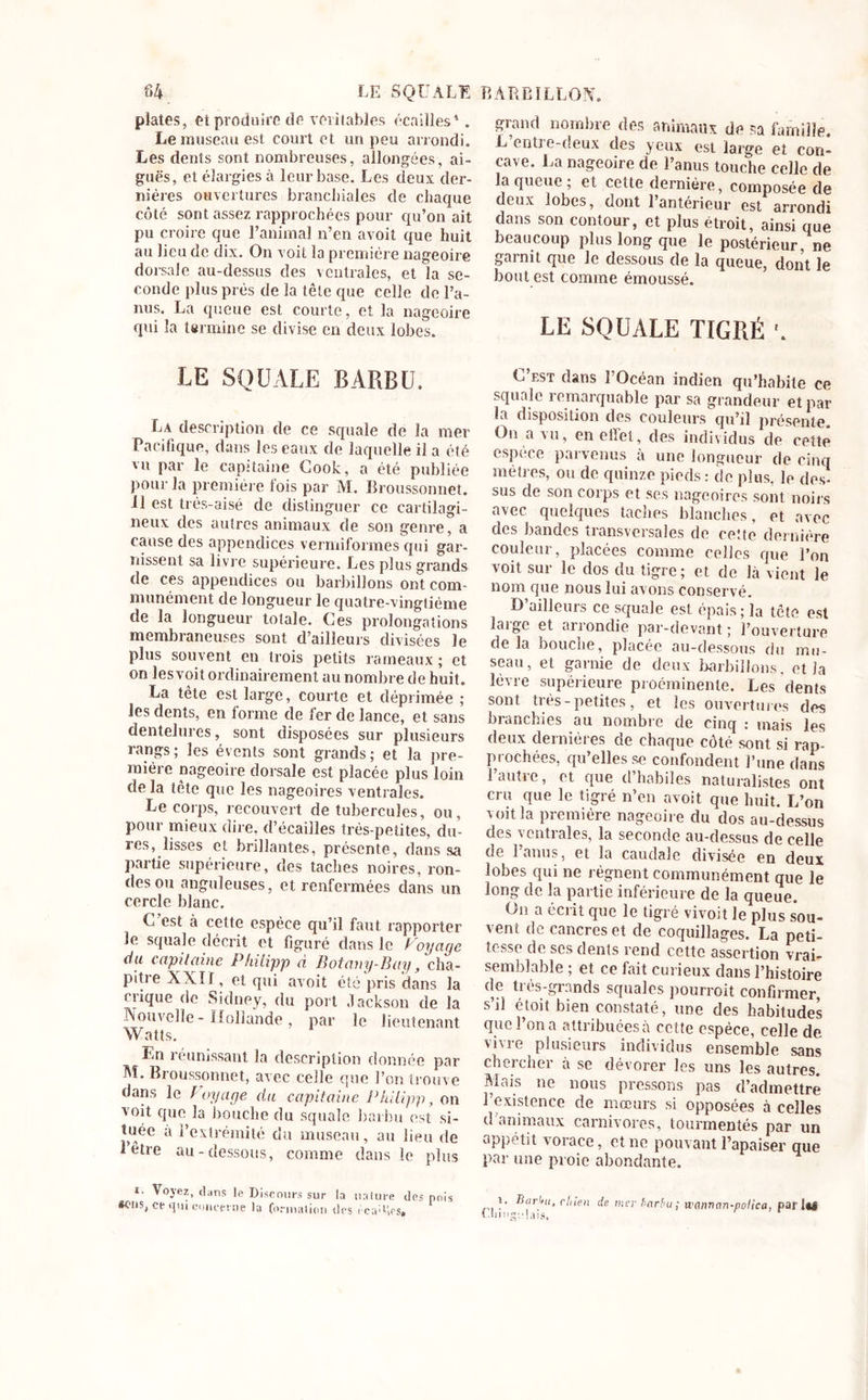 plates, et produire de rentables écailles4. Le museau est court et un peu arrondi. Les dents sont nombreuses, allongées, ai- guës, et élargies à leur base. Les deux der- nières ouvertures branchiales de chaque côté sont assez rapprochées pour qu’on ait pu croire que l’animal n’en avoit que huit au lieu de dix. On voit la première nageoire dorsale au-dessus des ventrales, et la se- conde plus près de la tête que celle de l’a- nus. La queue est courte, et la nageoire qui la termine se divise en deux lobes. LE SQUALE BARBU. La description de ce squale de la mer Pacifique, dans les eaux de laquelle il a été vu par le capitaine Cook, a été publiée pour la première lois par M. Broussonnet. U est très-aisé de distinguer ce cartilagi- neux des autres animaux de son genre, a cause des appendices vermiformes qui gar- nissent sa livre supérieure. Les plus grands de ces appendices ou barbillons ont com- munément de longueur le quatre-vingtième de la longueur totale. Ces prolongations membraneuses sont d’ailleurs divisées le plus souvent en trois petits rameaux ; et on les voit ordinairement au nombre de huit. La tête est large, courte et déprimée ; les dents, en forme de fer de lance, et sans dentelures, sont disposées sur plusieurs rangs; les évents sont grands; et la pre- mière nageoire dorsale est placée plus loin de la tête que les nageoires ventrales. Le corps, recouvert de tubercules, ou, pour mieux dire, d’écailles très-petites, du- res, lisses et brillantes, présente, dans sa partie supérieure, des taches noires, ron- des ou anguleuses, et renfermées dans un cercle blanc. C est à cette espèce qu’il faut rapporter le squale décrit et figuré dans le Voyage du capitaine Phiiipp à Botany-Buy, cha- pitre XXIf, et qui avoit été pris dans la crique de Sidney, du port Jackson de la Nouvelle - Hollande , par le lieutenant Watts. Ln réunissant la description donnée par M. Broussonnet, avec celle que l’on trouve dans le Voyage du capitaine Phiiipp, on voit que la bouche du squale barbu est si- tuée a l’extrémité du museau, au lieu de I etre au-dessous, comme dans le plus i. Voyez, dans le Discours sur la tialure des pois Wiis, ce qui concerne la formation des rcaU',ps, grand nombre des animaux de sa famille. L’entre-deux des yeux est large et con- cave. La nageoire de l’anus touche celle de laqueue; et celte dernière, composée de deux lobes, dont l’antérieur est arrondi dans son contour, et plus étroit, ainsi que beaucoup plus long que le postérieur, ne garnit que le dessous de la queue, dont le bout est comme émoussé. LE SQUALE TIGRÉ L’est dans l’Océan indien qu’habite ce squale remarquable par sa grandeur et par la disposition des couleurs qu’il présente. On a vu, en ollei, des individus de cette espèce parvenus à une longueur de cinq métrés, ou de quinze pieds : de plus, le des- sus de son corps et ses nageoires sont noirs avec quelques taches blanches, et avec des bandes transversales de ceîte dernière couleur, placées comme celles que l’on voit sur le dos du tigre ; et de là vient le nom que nous lui avons conservé. D’ailleurs ce squale est épais; la tête est laigc et ariondie par-devant; l’ouverture de la bouche, placée au-dessous du mu- seau, et garnie de deux barbillons, et Ja lèvre supérieure proéminente. Les dents sont très-petites, et les ouvertures des branchies au nombre de cinq : mais les deux dernières de chaque côté sont si rap- prochées, qu’elles se confondent l’une dans l’autre, et que d’habiles naturalistes ont cru que le tigré n’en avoit que huit. L’on voit la première nageoire du dos au-dessus des ventrales, la seconde au-dessus de celle de 1 anus, et la caudale divisée en deux lobes qui ne régnent communément que le long de la partie inférieure de la queue. On a écrit que le tigré vivoit le plus sou- vent de cancres et de coquillages. La peti- tesse de scs dents rend cette assertion vrai- semblable ; et ce fait curieux dans l’histoire de très-grands squales pourroit confirmer, s’il étoit bien constaté, une des habitudes que l’on a attribuées à cette espèce, celle de vivre plusieurs individus ensemble sans chercher à se dévorer les uns les autres. Mais ne nous pressons pas d’admettre l’existence de mœurs si opposées à celles d’animaux carnivores, tourmentés par un appétit vorace, et ne pouvant l’apaiser que par une proie abondante. i. Bar',it, chien de mer barbu; wannnn-polica, parti® i-IjiDgiîlaig,