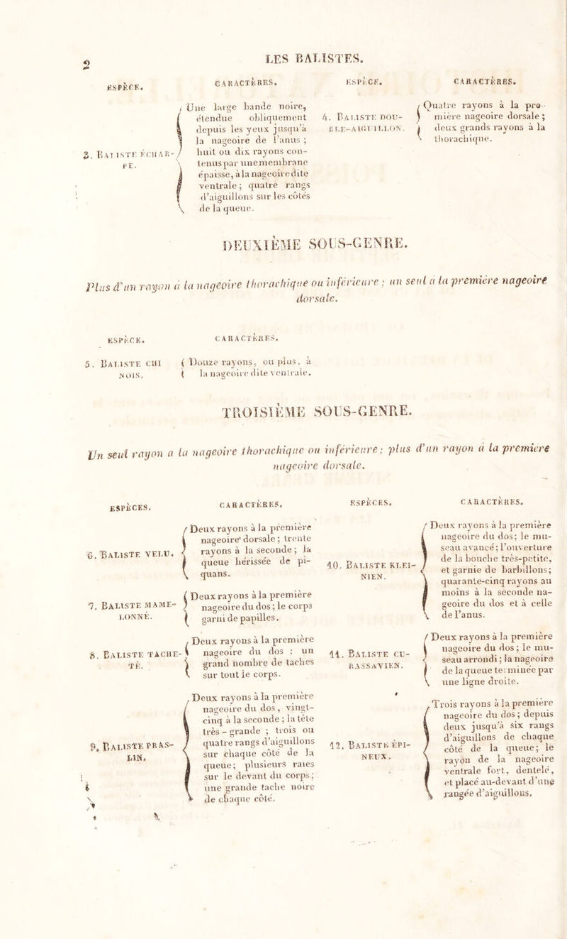 LES EAU ST ES. ESPECE. CARACTERES. ESPECE. CARACTERES. S. B ATT.STE ÉCHAR- PE. XJne large bande noire, étendue obliquement depuis les yeux, jusqu’à la nageoire de l’anus ; huit ou dix rayons con- tenus par unemembrane épaisse, à la nageoire dite ventrale; quatre rangs d’aiguillons sur les côtés de la queue. b. B A U.STE DOU- BLE-A IG VIT,TON. Quatre rayons à la pre i rnière nageoire dorsale ; i deux grands rayons à la ' thorachique. DEUX! ÈME SOUS-GENRE. Plus ffun rayon a la nageoire thorachique ou inferieure ; un seul à la première nageoire dorsale. ESPECE. CARACTERES. 5. Bat,este cm ( Douze rayons, ou plus, à y Ois, ( la nageoire dite ventrale. TROISIÈME SOI S-GENRE. Pu seul rayon a la nageoire thorachique ou inférieure; plus d’un rayon à la premiers nageoire dorsale. ESPECES. , Batiste vet.it. CARACTERES, ESPECES. / Deux rayons à la première ] nageoire dorsale ; trente / rayons à la seconde ; la | queue he'rissée de pi- quans. TONNE. Batiste tache. Té. {Deux rayons à la première nageoire du dos ; le corps garni de papilles. Deux rayons à la première nageoire du dos ; un grand nombre de taches O \ sur tout ie corps. S&gt;, Batiste te as- un. , Deux rayons à la première nageoire du dos , vingt- cinq à la seconde ; la tète très - grande ; trois ou quatre rangs d’aiguillons sur chaque côté de la queue ; plusieurs raies sur le devant du corps; une grande tache noire de chaque cote. 10. Batiste kt.ei- NIEN. 11. Batiste cu- rassavikn. 12. Batiste épi- neux. CARACTERES. Deux rayons à la première nageoire du dos; le mu- seau avancé ; l’ouverture de la Louche très-petite, et garnie de bariolions ; quarante-cinq rayons au moins à la seconde na- geoire du dos et à celle de l’anus. ' Deux rayons à la première nageoire du dos ; le mu- seau arrondi; la nageoire de la queue terminée par . une ligne droite. Trois rayons à la première nageoire du dos; depuis deux jusqu’à six rangs d’aiguillons de chaque côté de la queue; le rayon de la nageoire ventrale fort, dentelé, et placé au-devant d’uns rangée d’aiguillons. *