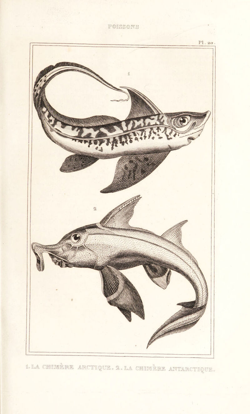 POISSONS loILA CIMMEME ARCTIQUE » 2 „ LA CM IM MME