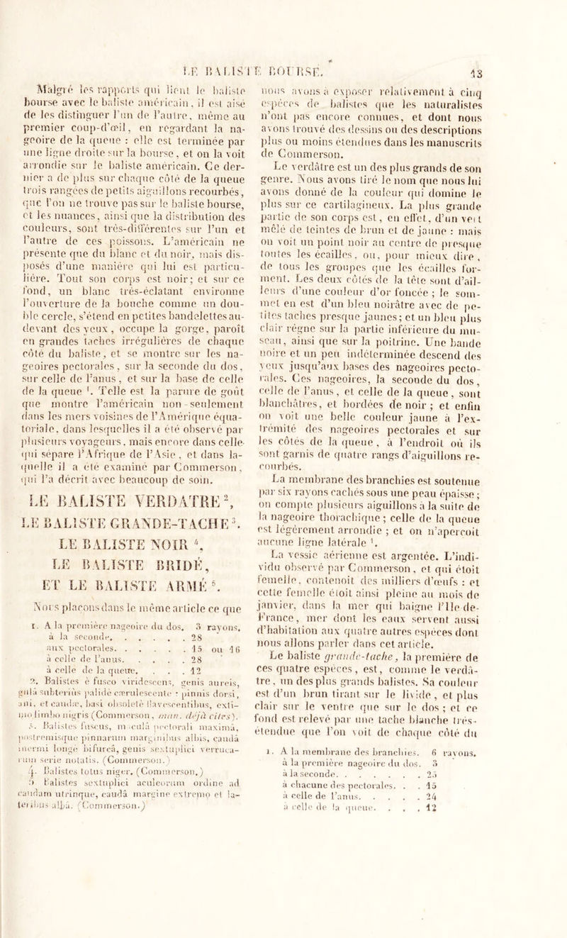 LE IU LISTE LOI R SE. Malgré le-s rapports qui lirait, le baliste bourse avec le baliste américain, il est aisé de les distinguer l’un de l’autre, même au premier coup-d’œil, en regardant la na- geoire de la queue : elle est terminée par une ligne droite sur la bourse , et on la voit arrondie sur Je baliste américain. Ce der- nier a de plus sur chaque côté de la queue trois rangées de petits aiguillons recourbés, que l’on ne trouve pas sur le baliste bourse, et les nuances, ainsi que la distribution des couleurs, sont très-différentes sur l’un et l’autre de ces poissons. L’américain ne présente que du blanc et du noir, mais dis- posés d’une manière qui lui est particu- lière. Tout son corps est noir; et sur ce tond, un blanc très-éclatant environne l’ouverture de la bouche comme un dou- ble cercle, s’étend en petites bandelettes au- devant des yeux, occupe la gorge, paroît en grandes taches irrégulières de chaque côté du baliste, et se montre sur les na- geoires pectorales, sur la seconde du dos, sur celle de l’anus, et sur la base de celle de la queue '. Telle est la parure de goût que montre l’américain non-seulement dans les mers voisines de l’Amérique équa- toriale. dans lesquelles il a été observé par plusieurs voyageurs. mais encore dans celle- qui sépare l’Afrique de l’Asie, et dans la- quelle il a été examiné par Commerson, qui l’a décrit avec beaucoup de soin. LE BALISTE VERDATRE LE BALISTE GRANDE-TACHE LE BALISTE NOIR % LE BALISTE BRIDÉ, ET LE BALISTE ARMÉ 5. Nous plaçons dans le même article ce que 1. A la première nageoire du dos. 3 rayons. à la seconde. . . . . .28 aux pectorales 15 ou 16 à celle de l’anus. .... 28 à celle de la queue. . . .12 2. Balisles è fusco virideseens, genis aureis, gulâ subteriits palidè cærulescenle r pinuis dorsi, uni, et caudæ, basi obsolète Üavcscentibus, exti- nioiimîxi aigris (Commerson, man. déjà cites). ë. Balisles fuse us, macula peclorali maximâ, postremisque pinnarum marginilms allais, caudâ menai longé bifureâ, genis sextuplici verruea- i son sérié nolatis. (Commerson.) 4- Balist.es lotus niger. (Commerson.) û Balistes sextuplici aculeorum ordine ad candam utrinque, caudâ margine extrenio et !a- nous avons à exposer relativement à cinq espèces de balistes que les naturalistes n’ont pas encore connues, et dont nous avons trouvé des dessins ou des descriptions plus ou moins étendues dans les manuscrits de Commerson. Le verdâtre est un des plus grands de son genre. Nous avons tiré le nom que nous lui avons donné de la couleur qui domine le plus sur ce cartilagineux. La plus grande partie de son corps est, en effet, d’un vest mêlé de teintes de brun et de jaune : mais on voit, un point noir au centre de presque toutes les écailles, ou, pour mieux dire, de tous les groupes que les écailles for- ment. Les deux côtés de la tète sont d’ail- leurs d’une couleur d’or foncée ; le som- met en est d’un bleu noirâtre avec de pe- tites taches presque jaunes; et un bleu plus clair régne sur la partie inférieure du mu- seau, ainsi que sur la poitrine. Une bande noire et un peu indéterminée descend des yeux jusqu’aux bases des nageoires pecto- rales. Ces nageoires, la seconde du dos, celle de l’anus, et celle de la queue , sont blanchâtres, et bordées de noir ; et enfin on voit une belle couleur jaune à l’ex- trémité des nageoires pectorales et sur les côtés de la queue, à l’endroit où ils sont garnis de quatre rangs d’aiguillons re- courbés. La membrane des branchies est soutenue par six rayons cachés sous une peau épaisse ; on compte plusieurs aiguillons â la suite de la nageoire thoracliique ; celle de la queue est légèrement arrondie ; et on n’aperçoit aucune ligne latérale '. La vessie aérienne est argentée. L’indi- vidu observé par Commerson, et qui étoit iemeiJp. contenoit des milliers d’œufs : et cette femelle étoit ainsi pleine au mois de janvier, dans la mer qui baigne ÎTIcde- Erance, mer dont les eaux servent aussi d’habitation aux quatre autres espèces dont nous allons parler dans cet article. Le baliste grande-tache, la première de ces quatre espèces, est, comme le verdâ- tre, un des plus grands balistes. Sa couleur est d’un brun tirant sur le livide, et plus clair sur le ventre que sur Je dos ; et ce fond est relevé par une tache blanche très- étendue que l’on voit de chaque coté du i. A la membrane des branchies. 6 ravons. à la première nageoire du dos. 3 à la seconde 2â à chacune des pectorales. . . la à celle de l’anus 24