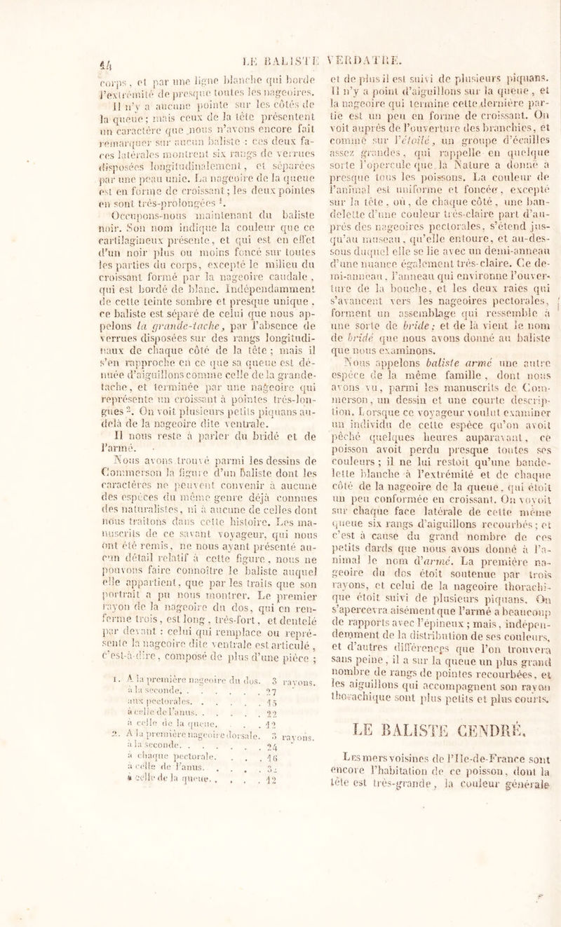 ih LE BAL 1 STE VERDATRE. corps, et par une ligne Manche qui borde l’extrémité de presque toutes les nageoires. il n’y a aucune pointe sur les côtés de la queue; mais ceux de la tête présentent un caractère que .nous n’avons encore fait remarquer sur aucun balistc : ces deux fa- ces latérales montrent six rangs de verrues disposées longitudinalement, et séparées par une peau unie. La nageoire de la queue est en forme de croissant; les deux pointes en sont très-prolongécs 1. Occupons-nous maintenant du balistc noir. Son nom indique la couleur que ce cartilagineux présente, et qui est en effet d’un noir plus ou moins foncé sur toutes les parties du corps, excepté le milieu du croissant formé par la nageoire caudale , qui est bordé de blanc. Indépendamment de celte teinte sombre et presque unique . ce baliste est séparé de celui que nous ap- pelons la grande-tache, par l’absence de verrues disposées sur des rangs longitudi- naux de chaque côté do la tête ; mais il s’en rapproche en ce que sa queue est dé- nuée d’aiguillons comme celle delà grande- tache, et terminée par une nageoire qui représente un croissant à pointes très-lon- gues 2. On voit plusieurs petits piquans au- delà de la nageoire dite ventrale. Il nous reste à parler du bridé et de l’armé. Nous avons trouvé parmi les dessins de Commerson la ligure d’un balistc dont les caractères no peuvent convenir à aucune des espèces du même genre déjà connues des naturalistes, ni à aucune de celles dont nous traitons dans cette histoire. Les ma- nuscrits de ce savant voyageur, qui nom ont été remis, ne nous ayant présenté au- cun détail relatif à cette figure , nous ne pouvons faire connaître le balistc auquel elle appartient, que parles traits que son portrait a pu nous montrer. Le premier rayon de. la nageoire du dos, qui en ren- ferme trois, est long , très-fort, et dentelé par devant : celui qui remplace ou repré- sente la nageoire dite ventrale est articulé , c’est-à-dire, composé de plus d’une pièce ; A la première nageoire du dos. à la seconde aux pectorales à celle de l’anus. . a celle &lt;ie la queue. A la première nageoire dorsale, àiaseconde. ..... à chaque pectorale, à celle de l’anus. . &amp; celle de la queue. » , o ravons 2.7 15 22 12 •&gt; ravons 24 ~ 16 3 L 12 et de plus il est suivi de plusieurs piquans. Tï n’y a point d’aiguillons sur la queue , et la nageoire qui termine cette dernière par- tie est un peu en forme de croissant. On voit auprès de l’ouverture des branchies, et comme sur Y étoilé, un groupe d’écailles assez grandes, qui rappelle en quelque sorte l’opercule que la Nature a donné a presque tous les poissons. La couleur de ranimai est uniforme et foncée, excepté sur la tète . où , de chaque côté , une ban- delette d’une couleur très-claire part d’au- près des nageoires pectorales, s’étend jus- qu’au museau, qu’elle entoure, et au-des- sous duquel elle se lie avec un demi-anneau d’une nuance également très-claire. Ce de- mi-anneau . l’anneau qui environne l’ouver- ture de la bouche, et les deux raies qui s’avancent vers les nageoires pectorales, forment un assemblage qui ressemble à une sorte de bride ; et de là vient le nom de bride que nous avons donné au baliste que nous examinons. Nous appelons baliste armé une autre espèce de la même famille , dont nous avons vu, parmi les manuscrits de Cmo- rne r son , un dessin et une courte descrip- tion. Lorsque ce voyageur voulut examiner un individu de cette espèce qu’on avoit pêché quelques heures auparavant, ce poisson avoit perdu presque toutes ses couleurs ; il ne lui restoit qu’une bande- lette Manche à l’extrémité et de chaque côté de la nageoire de la queue, qui étoit un peu comormee en croissant. Onvoyoit sur chaque face latérale de cette même queue six rangs d’aiguillons recourbés ; et c’est à cause du grand nombre de ces petits dards que nous avons donné à ra- nimai le nom (Vanné. La première na- geoire du dos étoit soutenue par trois rayons, et celui de la nageoire thorachi- que étoit suivi de plusieurs piquans. On s’apercevra aisément que l’armé a beaucoup de rapports avec l’épineux ; mais, indépen- damment de la distribution de ses couleurs, et d autres ddîércnegs que l’on trouvera sans peine, il a sur la queue un plus grand nombre de rangs de pointes recourbées, et les aiguillons qui accompagnent son rayon thocachique sont plus petits et plus courts. LE B CENDRE, Les mers voisines de l’Ile-de-France sont encore l’habitation de ce poisson, dont la tète est très-grande, la couleur générale