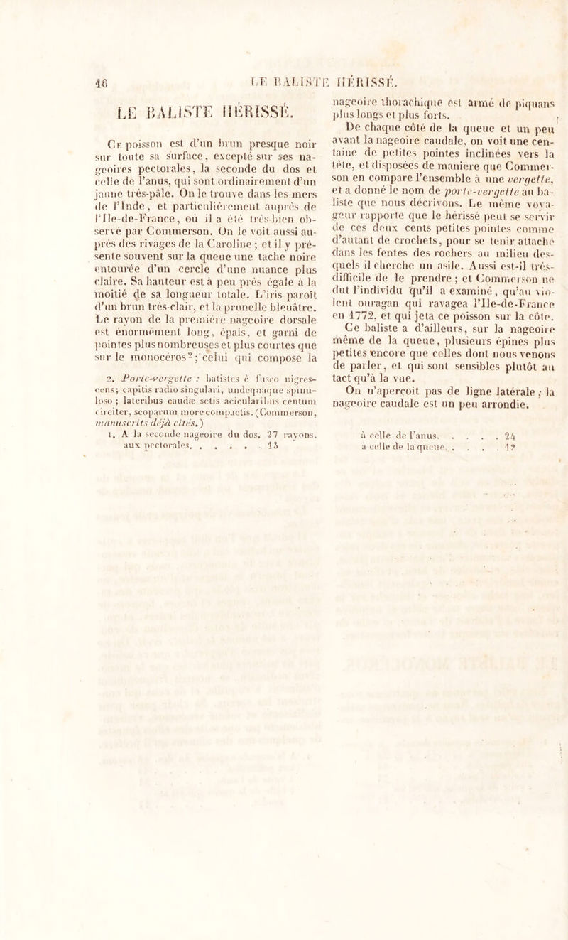 LF Tl AL i STE HÉRISSÉ. i fi LE B A LISTE HÉRISSÉ. Ce poisson est d’un brun presque noir sur toute sa surface, excepté sur ses na- geoires pectorales, la seconde du dos et celle de l’anus, qui sont ordinairement d’un jaune très-pâle. On le trouve dans les mers de lMnde, et particulièrement auprès de l’Ile-de-France, où il a été très-bien ob- servé par Commerson. On le voit aussi au- près des rivages de la Caroline ; et il y pré- sente souvent sur la queue une tache noire entourée d’un cercle d’une nuance plus claire. Sa hauteur est à peu prés égale à la moitié de sa longueur totale. L’iris paroît d’un brun très-clair, et la prunelle bleuâtre. Le rayon de la première nageoire dorsale est énormément long, épais, et garni de pointes plus nombreuses et plus courtes que sur le monocéros2 ;'celui qui compose la 2. Porte-vergette : batistes è fusço nigres- cens; capids radio singulari, undequaque spinu- loso ; lateribus caudæ setis acicularibus centuni circiter, scoparum more compaclis. (Commerson, manuscrits déjà cités.') i. A la seconde nageoire du dos. 27 rayons, nageoire thorachique est armé de piquans plus longs et plus forts. De chaque côté de la queue et un peu avant la nageoire caudale, on voit une cen- taine de petites pointes inclinées vers la tète, et disposées de manière que Commer- son en compare l’ensemble à une ver (jette, et a donné le nom de porte-ver jette au ba- lisle que nous décrivons. Le meme voya- geur rapporte que le hérissé peut se servir de ces deux cents petites pointes comme d’autant de crochets, pour se tenir attaché dans les fentes des rochers au milieu des- quels il cherche un asile. Aussi est-il trés- clifficile de le prendre ; et Commerson ne dut l’individu qu’il a examiné, qu’au vio- lent ouragan qui ravagea l’Ile-de-France en 1772, et qui jeta ce poisson sur la côte. Ce baliste a d’ailleurs, sur la nageoire même de la queue, plusieurs épines plus petites encore que celles dont nous venons de parler, et qui sont sensibles plutôt au tact qu’à la vue. On n’aperçoit pas de ligne latérale ; la nageoire caudale est un peu arrondie. à celle de l’anus 24