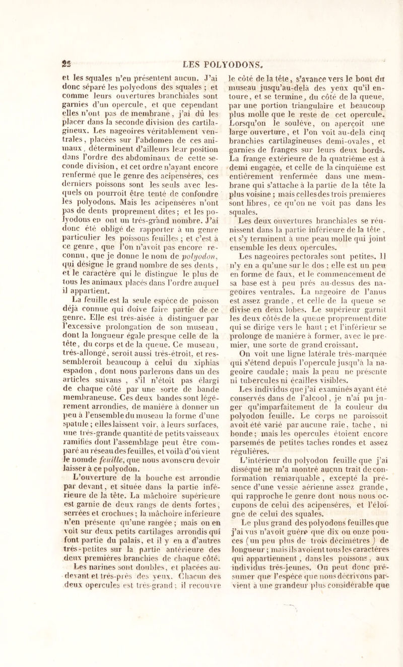 et les squales n’eu présentent aucun. J’ai donc séparé les polyodons des squales ; et comme leurs ouvertures branchiales sont garnies d’un opercule, et que cependant elles n’ont pas de membrane , j’ai dû les placer dans la seconde division des cartila- gineux. Les nageoires véritablement ven- trales , placées sur l’abdomen de ces ani- maux , déterminent d’ailleurs leur position dans l’ordre des abdominaux de cette se- conde division, et cet ordre n’ayant encore renfermé que le genre des acipensères, ces derniers poissons sont les seuls avec les- quels on pourroit ctre tenté de confondre les polyodons. Mais les acipensères n’ont pas de dents proprement dites ; et les po- lyodons en ont un très-grand nombre. J’ai donc été obligé de rapporter à un genre particulier les poissons feuilles ; et c’est à ce genre, que l’on n’avoit pas encore re- connu, que je donne le nom de polyodon, qui désigne le grand nombre de ses dents , et le caractère qui le distingue le plus de tous les animaux placés dans l’ordre auquel il appartient. La leuille est la seule espèce de poisson déjà connue qui doive faire partie de ce genre. Elle est très-aisée à distinguer par l’excessive prolongation de son museau, dont la longueur égale presque celle de la tête, du corps et de la queue. Ce museau, très-allongé, seroit aussi très-étroit, et res- sembleroit beaucoup à celui du xiphias espadon , dont nous parlerons dans un des articles suivans , s’il n’étoit pas élargi de chaque côté par une sorte de bande membraneuse. Ces deux bandes sont légè- rement arrondies, de manière à donner un peu à l’ensemble du museau la forme d’une spatule ; elles laissent voir, à leurs surfaces, une très-grande quantité de petits vaisseaux ramifiés dont l’assemblage peut être com- paré au réseau des feuilles, et voilà d’où vient le nomde feuille, que nous avonscru devoir laisser à ce polyodon. L’ouverture de la bouche est arrondie par devant, et située dans la partie infé- rieure de la tête. La mâchoire supérieure est garnie de deux rangs de dents fortes, serrées et crochues ; la mâchoire inférieure n’en présente qu’une rangée ; mais on en voit sur deux petits cartilages arrondis qui font partie du palais, et il y en a d’autres très-petites sur la partie antérieure des deux premières branchies de chaque côté. Les narines sont doubles, et placées au- devant et très-près des yeux. Chacun des deux opercules est très-grand ; il recouvré le côté de la tête, s’avance vers le bout dit museau jusqu’au-delà des yeux qu’il en- toure, et se termine, du côté de la queue, par une portion triangulaire et beaucoup plus molle que le reste de cet opercule. Lorsqu’on le soulève, on aperçoit une large ouverture, et l’on voit au-delà cinq branchies cartilagineuses demi-ovales, et garnies de franges sur leurs deux bords. La frange extérieure de la quatrième est à demi engagée, et celle de la cinquième est entièrement renfermée dans une mem- brane qui s’attache à la partie de la tête la plus voisine ; mais celles des trois premières sont libres, ce qu’on ne voit pas dans les squales. Les deux ouvertures branchiales se réu- nissent dans la partie inférieure de la tête , et s’y terminent à une peau molle qui joint ensemble les deux opercules. Les nageoires pectorales sont petites. 11 n’y en a qu’une sur le dos ; elle est un peu en forme de faux, et le commencement de sa base est à peu près au-dessus des na- geoires ventrales. La nageoire de l’anus est assez grande, et celle de la queue se divise en deux lobes. Le supérieur garnit les deux côtés de la queue proprement dite qui se dirige vers le haut ; et l’inférieur se prolonge de manière à former, avec le pre- mier, une sorte de grand croissant. On voit une ligne latérale très-marquée qui s’étend depuis l’opercule jusqu’à la na- geoire caudale; mais la peau ne présente ni tubercules ni écailles visibles. Les individus que j’ai examinés ayant été conservés dans de l’alcool, je n’ai pu ju- ger qu’imparfaitement de la couleur du polyodon feuille. Le corps ne paroissoit avoit été varié par aucune raie, tache, ni bonde; mais les opercules étoient encore parsemés de petites taches rondes et assez régulières. L’intérieur du polyodon feuille que j’ai disséqué ne m’a montré aucun trait de con- formation remarquable , excepté la pré- sence d’une vessie aérienne assez grande, qui rapproche le genre dont nous nous oc- cupons de celui des acipensères, et l’éloi- gne de celui des squales. Le plus grand des polyodons feuilles que j’ai vus n’avoit guère que dix ou onze pou- ces (un peu plus de trois décimètres ) de longueur ; maisilsavoienttouslcscaractères qui appartiennent, dans les poissons, aux individus très-jeunes. On peut donc pré- sumer que l’espèce que nous décrivons par- vient a une grandeur plus considérable que