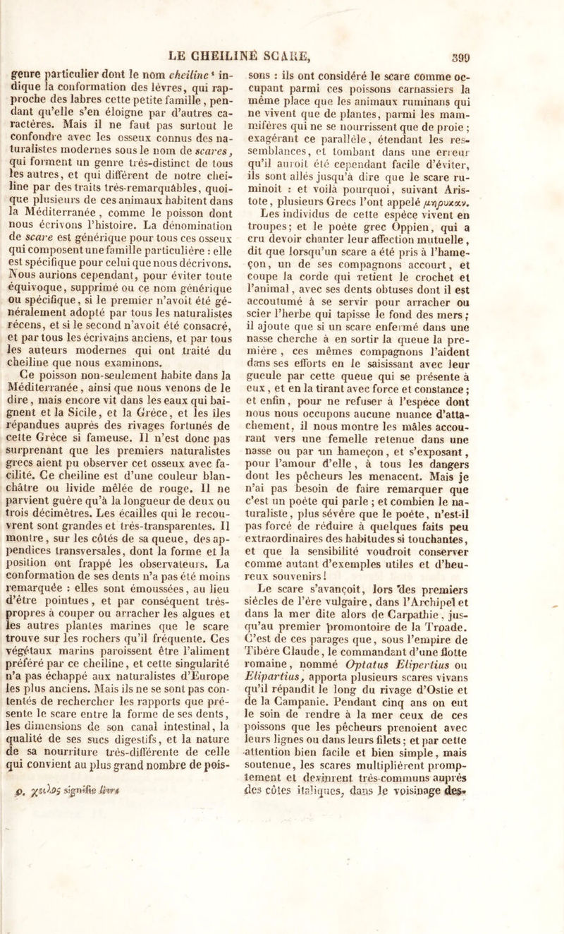 genre particulier dont le nom ckeiline1 in- dique la conformation des lèvres, qui rap- proche des labres cette petite famille , pen- dant qu’elle s’en éloigne par d’autres ca- ractères. Mais il ne faut pas surtout le confondre avec les osseux connus des na- turalistes modernes sous le nom de scares, qui lorment un genre très-distinct de tous les autres, et qui différent de notre chei- line par des traits très-remarquâbles, quoi- que plusieurs de ces animaux habitent dans la Méditerranée , comme le poisson dont nous écrivons l’histoire. La dénomination de scare est générique pour tous ces osseux qui composent une famille particulière : elle est spécifique pour celui que nous décrivons. Nous aurions cependant, pour éviter toute équivoque, supprimé ou ce nom générique ou spécifique, si le premier n’avoit été gé- néralement adopté par tous les naturalistes récens, et si le second n’avoit été consacré, et par tous les écrivains anciens, et par tous les auteurs modernes qui ont traité du cheiline que nous examinons. Ce poisson non-seulement habite dans la Méditerranée , ainsi que nous venons de le dire, mais encore vit dans les eaux qui bai- gnent et la Sicile, et la Grèce, et les îles répandues auprès des rivages fortunés de celte Grèce si fameuse. Il n’est donc pas surprenant que les premiers naturalistes grecs aient pu observer cet osseux avec fa- cilité. Ce cheiline est d’une couleur blan- châtre ou livide mêlée de rouge. Il ne parvient guère qu’à la longueur de deux ou trois décimètres. Les écailles qui le recou- vrent sont grandes et très-transparentes. Il montre, sur les côtés de sa queue, des ap- pendices transversales, dont la forme et la position ont frappé les observateurs. La conformation de ses dents n’a pas été moins remarquée : elles sont émoussées, au lieu d’être pointues, et par conséquent très- propres à couper ou arracher les algues et les autres plantes marines que le scare trouve sur les rochers qu’il fréquente. Ces végétaux marins paroissent être l’aliment préféré par ce cheiline, et cette singularité n’a pas échappé aux naturalistes d’Europe les plus anciens. Mais ils ne se sont pas con- tentés de rechercher les rapports que pré- sente le scare entre la forme de ses dents, les dimensions de son canal intestinal, la qualité de ses sucs digestifs, et la nature de sa nourriture très-différente de celle qui convient au plus grand nombre de pois- Ç. signifie Ihvi sons : ils ont considéré le scare comme oc- cupant parmi ces poissons carnassiers la même place que les animaux ruminans qui ne vivent que de plantes, parmi les mam- mifères qui ne se nourrissent que de proie ; exagérant ce parallèle, étendant les res- semblances, et tombant dans une erreur qu’il auroit été cependant facile d’éviter, ils sont allés jusqu’à dire que le scare ru- minoit : et voilà pourquoi, suivant Aris- tote, plusieurs Grecs l’ont appelé /zyjjouxav. Les individus de cette espèce vivent en troupes; et le poète grec Oppien, qui a cru devoir chanter leur affection mutuelle, dit que lorsqu’un scare a été pris à l’hame- çon, un de ses compagnons accourt, et coupe la corde qui retient le crochet et l’animal, avec ses dents obtuses dont il est accoutumé à se servir pour arracher ou scier l’herbe qui tapisse le fond des mers ; il ajoute que si un scare enfermé dans une nasse cherche à en sortir la queue la pre- mière , ces mêmes compagnons l’aident dans ses efforts en le saisissant avec leur gueule par cette queue qui se présente à eux, et en la tirant avec force et constance ; et enfin, pour ne refuser à l’espèce dont nous nous occupons aucune nuance d’atta- chement, il nous montre les mâles accou- rant vers une femelle retenue dans une nasse ou par -un hameçon, et s’exposant, pour l’amour d’elle , à tous les dangers dont les pêcheurs les menacent. Mais je n’ai pas besoin de faire remarquer que c’est un poète qui parle ; et combien le na- turaliste, plus sévère que le poète, n’est-il pas forcé de réduire à quelques faits peu extraordinaires des habitudes si touchantes, et que la sensibilité voudroit conserver comme autant d’exemples utiles et d’heu- reux souvenirs! Le scare s’avançoit, lors 'des premiers siècles de l’ère vulgaire, dans l’Archipel et dans la mer dite alors de Carpathie, jus- qu’au premier promontoire de la Troade. C’est de ces parages que, sous l’empire de Tibère Claude, le commandant d’une flotte romaine, nommé Optatus Elipertius ou Elipartius, apporta plusieurs scares vivans qu’il répandit le long du rivage d’Oslie et de la Campanie. Pendant cinq ans on eut le soin de rendre à la mer ceux de ces poissons que les pêcheurs prenoient avec leurs lignes ou dans leurs filets ; et par cette attention bien facile et bien simple, mais soutenue, les scares multiplièrent promp- tement et devinrent très-communs auprès des côtes italiques, dans Je voisinage des-