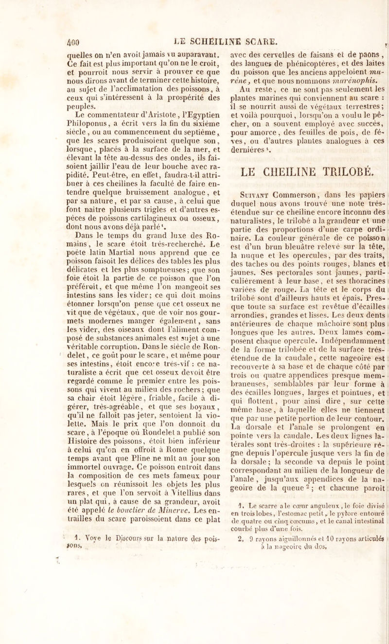 quelles on n’en avoit jamais vu auparavant. Ce fait est plus important qu’on ne le croit, et pourroit nous servir à prouver ce que nous dirons avant de terminer cette histoire, au sujet de l’acclimatation des poissons, à ceux qui s’intéressent à la prospérité des peuples. Le commentateur d’Aristote , l’Egyptien Philoponus, a écrit vers la fin du sixième siècle , ou au commencement du septième que les scares produisoient quelque son, lorsque, placés à la surface de la mer, et élevant la tête au-dessus des ondes, ils fai- soient jaillir l’eau de leur bouche avec ra- pidité. Peut-être*, en effet, faudra-t-il attri- buer à ces cheilines la faculté de faire en- tendre quelque bruissement analogue, et par sa nature, et par sa cause, à celui que font naître plusieurs trigles et d’autres es- pèces de poissons cartilagineux ou osseux, dont nous avons déjà parlé*. Dans le temps du grand luxe des Ro- mains , le scare étoit très-recherché. Le poète latin Martial nous apprend que ce poisson faisoit les délices des tables les plus délicates et les plus somptueuses; que son foie étoit la partie de ce poisson que l’on préféroit, et que même l’on mangeoit ses intestins sans les vider; ce qui doit moins étonner lorsqu’on pense que cet osseux ne vit que de végétaux, que de voir nos gour- mets modernes manger également, sans les vider, des oiseaux dont l’aliment com- posé de substances animales est sujet à une véritable corruption. Dans le siècle de Ron- delet , ce goût pour le scare, et même pour ses intestins, étoit encore très-vif : ce na- turaliste a écrit que cet osseux devoit être regardé comme le premier entre les pois- sons qui vivent au milieu des rochers ; que sa chair étoit légère, friable, facile à di- gérer, très-agréable, et que ses boyaux, qu’il ne falloit pas jeter, sentoient la vio- lette. Mais le prix que l’on donnoit du scare, à l’époque où Rondelet a publié son Histoire des poissons, étoit bien inférieur à celui qu’on en offroit à Rome quelque temps avant que Pline ne mît au jour son immortel ouvrage. Ce poisson entroit dans la composition de ces mets fameux pour lesquels on réunissoil les objets les plus rares, et que l’on servoit à Vilellius dans un plat qui, à cause de sa grandeur, avoit été appelé le bouclier de Minerve. Les en- trailles du scare paroissoient dans ce plat L Yoye le Discours sur la nature des pois- sons. avec des cervelles de faisans et de paons , des langues de phénicoptères, et des laites du poisson que les anciens appeloient mu- rène, et que nous nommons rnurénophis. Au reste , ce ne sont pas seulement les plantes marines qui conviennent au scare : il se nourrit aussi de végétaux terrestres ; et voilà pourquoi, lorsqu’on a voulu le pê- cher, on a souvent employé avec succès, pour amorce, des feuilles de pois, de fè- ves, ou d’autres plantes analogues à ces dernières *. LE CHEILINE TRILOBÉ. Suivant Commerson, dans les papiers duquel nous avons trouvé une note très- étendue sur ce cheiline encore inconnu des naturalistes, le trilobé a la grandeur et une partie des proportions d’une carpe ordi- naire. La couleur générale de ce poisson est d’un brun bleuâtre relevé sur la tête, la nuque et les opercules, par des traits, des taches ou des points rouges, blancs et jaunes. Ses pectorales sont jaunes, parti- culièrement à leur base, et ses thoracines variées de rouge. La tête et le corps du trilobé sont d’ailleurs hauts et épais. Pres- que toute sa surface est revêtue d’écailles arrondies, grandes et lisses. Les deux dents antérieures de chacpie mâchoire sont plus longues que les autres. Deux lames com- posent chaque opercule. Indépendamment de la forme trilobée et de la surface très- étendue de la caudale, cette nageoire est recouverte à sa base et de chaque côté par trois ou quatre appendices presque mem- braneuses, semblables par leur forme à des écailles longues, larges et pointues, et qui flottent, pour ainsi dire , sur cette même base, à laquelle elles ne tiennent que par une petite portion de leur contour. La dorsale et l’anale se prolongent en pointe vers la caudale. Les deux lignes la- térales sont très-droites : la supérieure ré- gne depuis l’opercule jusque vers la fin de la dorsale ; la seconde va depuis le point correspondant au milieu de la longueur de l’anale , jusqu’aux appendices de la na- geoire de la queue2 ; et chacune paroît 1. Le scarre ale cœur anguleux , le foie divisé en trois lobes, l’estomac petit, le pylore entouré de quatre ou cinq cæcums, et le canal intestinal courbé plus d’une fois. 2. 9 rayons aiguillonnés et 10 rayons articulés à la nageoire du dos,
