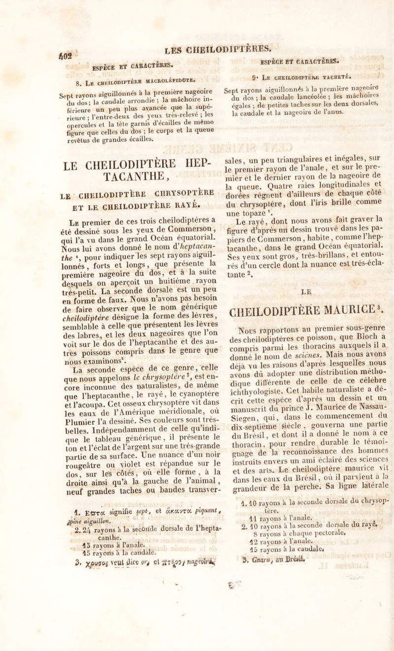 m LES CIÏE1L0DIPTÈRES. ESPÈCE ET CARACTERES. ESPÈCE ET CARACTÈRES* 8. Le cheilodiptère macrolépidote. Sept rayons aiguillonnés à la première nageoire du dos; la caudale arrondie ; la mâchoire in- férieure un peu plus avancée que la supé- rieure ; l’entre-deux des yeux très-relevé ; les opercules et la tête garnis d’écailles de même figure que celles du dos ; le corps et la queue revêtus de grandes écailles. 9* Le CHEIL0D1PTÈRÆ TACHETÉ. Sept rayons aiguillonnés à la première nageoire du dos ; la caudale lancéolée ; les mâchoires égales ; de petites taches sur les deux dorsales, la caudale et la nageoire de l’anus. LE CHEILODIPTÈRE HEP- TACANTHE, LE CHEILODIPTERE CHRYSOPTERE ET LE CHEILODIPTERE RAYE. Le premier de ces trois cheilodiptères a été dessiné sous les yeux de Commerson, qui l’a vu dans le grand Océan équatorial. Nous lui avons donné le nom à’heptacan- the S pour indiquer les sept rayons aiguil- lonnés , forts et longs, que présente la première nageoire du dos, et à la suite desquels on aperçoit un huitième rayon très-petit. La seconde dorsale est un peu en forme de faux. Nous n’avons pas besoin de faire observer que le nom générique cheilodiptère désigne la forme des lèvies, semblable à celle que présentent les lèvies des labres, et les deux nageoires que 1 on voit sur le dos de l’heptacanthe et des au- tres poissons compris dans le genre que nous examinons1 2 * * * *. La seconde espèce de ce genre, celle que nous appelons le chrysoptei e ®, est^en- core inconnue des natuialistes, de meme que l’heptacantlie, le rayé, le cyanoptère et l’acoupa. Cet osseux chrysoptère vit dans les eaux de l’Amérique méiidionale, où Plumier l’a dessiné. Ses couleurs sont très- belles. Indépendamment de celle qu’indi- que le tableau générique, il présente le ton et l’éclat de l’argent sur une très-grande partie de sa surface. Une nuance d’un noir rougeâtre ou violet est répandue sur le dos, sur les côtés, où elle forme, à la droite ainsi qu’à la gauche de l’animal, neuf grandes taches ou bandes transver- 1. E CTree signifie sept-, et ockgcvtoc piquant„ épine aiguillon. 2. 24 rayons h la seconde dorsale de l’hepta- canthe. 43 rayons à l’an aies 15 rayons à la caudale. 2. xjsyîûs dire &gt;nà§Mri^ sales, un peu triangulaires et inégales, sur le premier rayon de l’anale, et sur le pie- mier et le dernier rayon de la nageoire de la queue. Quatre raies longitudinales et dorées régnent d’ailleurs de chaque côté du chrysoptère, dont l’iris brille comme une topaze \ Le rayé, dont nous avons fait gravei la figure d’après un dessin trouvé dans les pa- piers de Commerson, habite, comme 1 hep- tacanthe, dans le grand Océan équatorial. Ses yeux sont gros, très-brillans, et entou- rés d’un cercle dont la nuance est très-écla- tante 2. LE CHEILODIPTÈRE MAURICE8. Nous rapportons au premier sous-genre des cheilodiptères ce poisson, que Bloch a compris parmi les thoracins auxquels il a donné le nom de scîênes. Mais nous avons déjà vu les raisons d’après lesquelles nous avons dû adopter une distribution métho- dique différente de celle de ce célèbre ichthyologisle. Cet habile naturaliste a dé- crit cette espèce d’après un dessin et un manuscrit du prince J. Maurice de Nassau- Siegen, qui, dans le commencement du dix°septième siècle , gouverna une partie du Brésil, et dont il a donné le nom a ce thoracin, pour rendre duiable le témoi- gnage de la reconnoissanee des hommes instruits envers un ami éclaiié des sciences et des arts. Le cheilodiptère maurice vit dans les eaux du Brésil, où il parvient a la grandeur de la perche. Sa ligne latérale 1.10 rayons a la seconde dorsale du chrysop- lère. 11 rayons à l’anale. 2. 10 rayons à la seconde dorsale du rayé. 8 rayons à chaque pectorale. 12 rayons à l’anale. 15 rayons à la caudale* 3, Gna.ru f au Brésil.