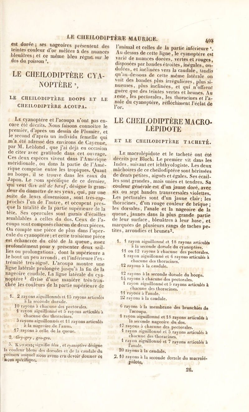 est doree ; ses nageoires présentent des teintes couleur d or nrelées à des nuances bleuâtres ; et ce meme bleu règne, sur le dos du poisson \ LE CHEILODIPTÈRE CYA- NOPTÈRE % iE CHEILOD1PTÈKE MAÜP.iCE. LE CHEILODIPTERE BOOPS ET cheilodiptEre ACOUPA. LE 40S t’animai et celles de la partie inferieure *. Au-clessus de cette ligne, le cyanoptère est varié de nuances dorées, vertes et rouges, disposées par bandes étroites, inégales, on- dulées, et inclinées vers la caudale, tandis qu’au-dessous de cette même latérale on voit des bandes plus irrégulières, plus si- nueuses, plus inclinées, et qui n’offrent guéie que des teintes vertes et brunes. Au reste, les pectorales, les thoracines et l’a- nale du cyanoptère, réfléchissent l’éclat de lor. Le cyanoptère et l’acoupa n’ont pas en- core été décrits. Nous faisons connoître le premier, d’après un dessin de Plumier, et le second d’après un individu femelle qui m’a été adressé des environs de Cayenne, par M. Leblond, que j’ai déjà eu occasion de citer avec gratitude dans cet ouvrage. Ces deux espèces vivent dans l’Amérique méridionale, ou dans la partie de l’Amé- rique comprise entre les tropiques. Quant au boops, il se trouve dans les eaux du Japon. Le nom spécifique de ce dernier, qui veut dire œil de bœuf, désigne la gran- deur du diamètre de ses yeux, qui, par une suite de leurs dimensions, sont trés-rap- prochés l’un de l’autre, et occupent pres- cpre la totalité de la partie supérieure de la tête. Ses opercules sont garnis d’écailles semblables à celles du dos. Ceux de l’a- coupa sont composés chacun de deux pièces. On compte une pièce de plus dans l’oper- cule du cyanoptère ; et cette troisième pièce est échancrée du côté de la queue, assez profondément pour y présenter deux sail- lies ou prolongations, dont la supérieure a le bout un peu arrondi, et l’inférieure l’ex- trémité très-aiguë. L’acoupa montre une ligne latérale prolongée jusqu’à la fin de la nageoire caudale. La ligne latérale du cya- noptère 1 2 divise d’une manière très-tran- chée les couleurs de la partie supérieure de 1, 2 rayons aiguillonnés et 15 rayons articulés à la seconde dorsale. 10 rayons à chacune des pectorales. 1 rayon aiguillonné et 5 rayons articulés à chacune des thoracines. 3 rayons aiguillonnés et 11 rayons articulés à la nageoire de l’anus. 17 rayons à celle de la queue, 2. Gry-gry, gro-gro. °* Kuccvstoç signifie bleu , et cyanoptère désigne la couleur bleue des dorsales et de la caudale du poisson auquel nous avons cru devoir donner ce nom spécifique» LE CHEILODIPTÈRE MACRO- LÉPIDOTE ET LE CHEILODIPTERE TACHETÉ. Le macro] épi do te et le tacheté ont été décrits par Bloch. Le premier vit dans les Indes, suivant cet ichthyologiste. Les deux mâchoires de ce cheilodiptére sont hérissées de dents petites, aiguës et égales. Ses écail- les sont grandes, mais unies et tendres. Sa couleur générale est d’un jaune doré, avec six ou sept bandes transversales violettes. Les pectorales sont d’un jaune clair; les thoracines, d’un rouge couleur de brique ; les dorsales, l’anale et la nageoire de la queue, jaunes dans la plus grande partie de leur surface, bleuâtres à leur base, et marquées de plusieurs rangs de taches pe- tites, arrondies et brunes2. 1. 1 rayon aiguillonné et 18 rayons articulés à la seconde dorsale du cyanoptère. 11 ou 12 rayons à chacune des pectorales. 1 rayon aiguillonné et 6 rayons articulés à chacune des thoracines. 12 rayons à la caudale. 12 rayons a la seconde dorsale du boops. 14 rayons à chacune des pectorales. 1 rayon aiguillonné et 5 rayons articulés à chacune des thoracines. 11 rayons à l’anale. 22 rayons à la caudale. 6 rayons à la membrane des branchies de l’acoupa. 1 rayon aiguillonné et 18 rayons articulés à la seconde nageoire du dos. 17 rayons à chacune des pectorales. 1 rayon aiguillonné et 5 rayons articulés à chacune des thoracines. 1 rayon aiguillonné et 7 rayons articulés à l’anale. 20 rayons à la caudale. 2. 10 rayons a la seconde dorsale du macroié- pidote, 20.