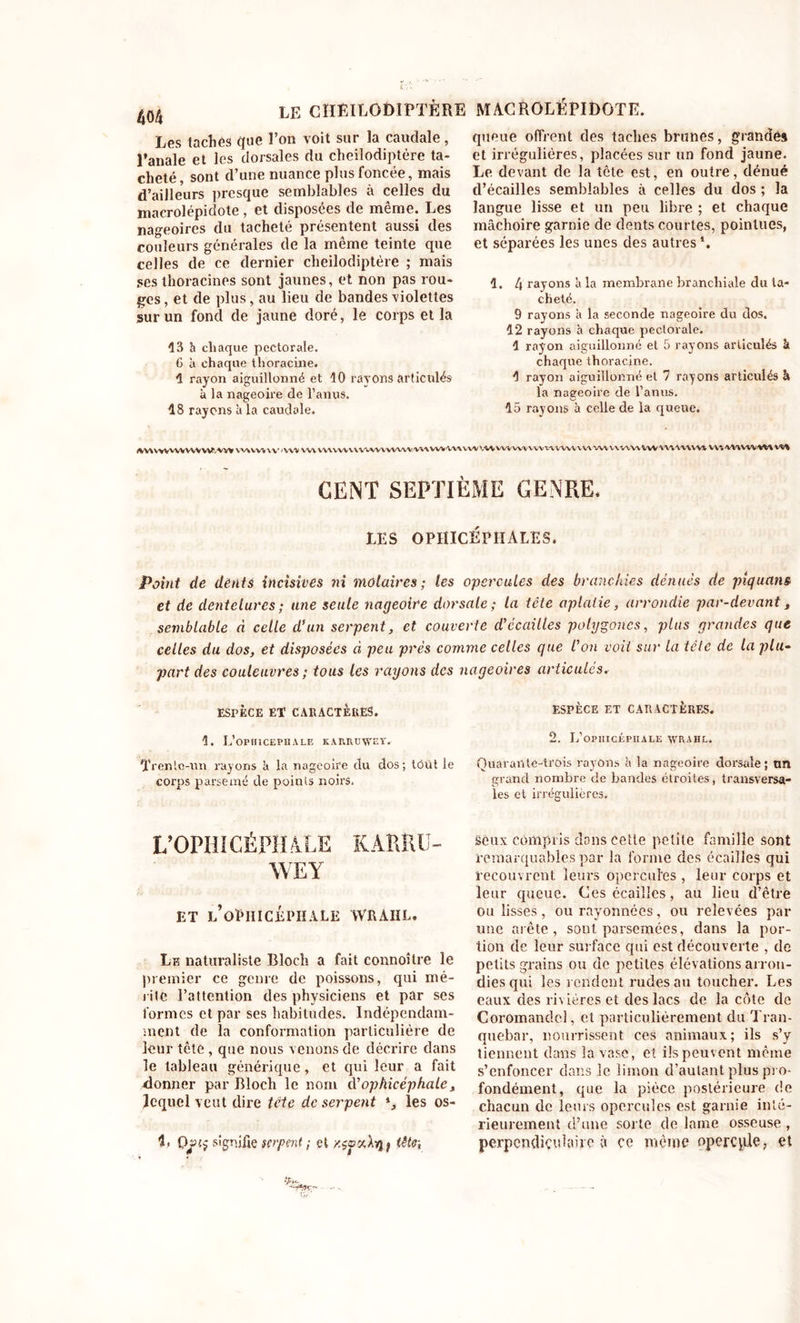 LE CHÈILODIFTÈRE MACROLÉPIDOTE. 40/i Les tachés que l’on voit sur la caudale, l’anale et les dorsales du cheilodiptère ta- cheté, sont d’une nuance plus foncée, mais d’ailleurs presque semblables à celles du macrolépidote , et disposées de même. Les nageoires du tacheté présentent aussi des couleurs générales de la même teinte que celles de ce dernier cheilodiptère ; mais ses thoracines sont jaunes, et non pas rou- ges , et de plus, au lieu de bandes violettes sur un fond de jaune doré, le corps et la 13 à chaque pectorale. G à chaque thoracine. 1 rayon aiguillonné et 10 rayons articulés à la nageoire de l’anus. 18 rayons à la caudale. queue offrent des taches brunes, grandes et irrégulières, placées sur un fond jaune. Le devant de la tête est, en outre, dénué d’écailles semblables à celles du dos ; la langue lisse et un peu libre ; et chaque mâchoire garnie de dents courtes, pointues, et séparées les unes des autres *. 1. 4 rayons h la membrane branchiale du ta- cheté. 9 rayons à la seconde nageoire du dos. 12 rayons à chaque pectorale. 1 rayon aiguillonné et 5 rayons articulés à chaque thoracine. 1 rayon aiguillonné et 7 rayons articulés à la nageoire de l’anus. 15 rayons h celle de la queue. «WWVVVWVWW'.A'YV VVWWVV ‘WV VW VWYWVVWW WWW WVW\&gt;WVWVW VW VWVW WVWVVW VW V\WW VWIWUWI VV4 CENT SEPTIÈME GENRE, LES OPHICÉPHALES. Point de délits incisives ni molaires; les opercules des branchies dénués de piquait» et de dentelures; une seule nageoire dorsale; la tête aplatie, arrondie par-devantt semblable à celle d’un serpent, et couverte d’écailles polygones, plus grandes que celles du dos, et disposées à peu prés comme celles que l’on voit sur la tête de la plu- part des couleuvres ; tous les rayons des nageoires articulés. ESPÈCE ET CARACTERES. ESPÈCE ET CARACTÈRES. 1. L’OP BICEPHALE KARRWEY. Trentc-un rayons it la nageoire du dos; tôüt le corps parsemé de points noh’S. 2. L’opiiicépiiale avrahl. Quarante-trois rayons à la nageoire dorsale; un grand nombre de bandes étroites, transversa- les et irrégulières. L’OPHICÉPHALE KARRU- WEY et l’opiiicépiiale wbahl. Le naturaliste Bloch a fait connoître le premier ce genre de poissons, qui mé- rite l’attention des physiciens et par ses formes et par ses habitudes. Indépendam- ment de la conformation particulière de leur tête, que nous venons de décrire dans le tableau générique, et qui leur a fait donner par Bloch le nom cl’ophicéphalet lequel veut dire tête de serpent les os- 1, 0/ q signifie serpent ; et y.çoxX-q j tête-, Setix compris dons celle petite famille sont remarquables par la forme des écailles qui recouvrent leurs opercules, leur corps et leur queue. Ces écailles, au lieu d’être ou lisses, ou rayonnées, ou relevées par une arête, sont parsemées, dans la por- tion de leur surface qui est découverte , de petits grains ou de petites élévations arron- dies qui les rendent rudes au toucher. Les eaux des rivières et des lacs de la côte de Coromandel, cl particulièrement du Tran- quebar, nourrissent ces animaux; ils s’y tiennent dans la vase, et ils peuvent même s’enfoncer dans le limon d’autant plus pro- fondément, que la pièce postérieure de chacun de leurs opercules est garnie inté- rieurement d’une sorte de lame osseuse , perpendiculaire à ce même opercule ? et