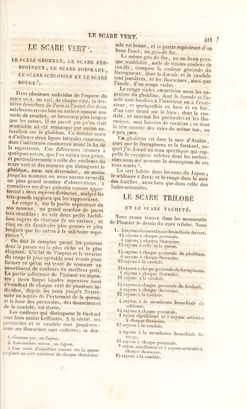 SCARE VERT 4M LE SCARE VERT' LE SCARE GHOBBAN, LE SCARE FER- RUGINEUX, LE SCARE FORSKAEL, LE SCARE SCIILGSSER ET LE SCARE rouge 2. o Dans plusieurs individus de l’espèce du stai e vert, on voit, de chaque côté, la der- niere dentelure de l’une et l’autre des deux mâchoires recourbée en arriére comme une sorte de crochet, et beaucoup plus longue que les autres. Il ne paroît pas qu’un trait semblable ait été remarqué par aucun na- turaliste sur le ghobban. Ce dernier scare a d ailleurs deux lignes latérales rameuses, dont 1 inferieure commence avant la lin de la supérieure. Ces différences réunies à quelques autres, que l’on saisira sans peine et particulièrement à celle des couleurs du scare vert et des nuances qui distinguent le ghobban , nous ont déterminé, au moins jusqu au moment où nous aurons recueilli un plus grand nombre d’observations à considérer ces deux poissons comme appar- tenant à deux espèces distinctes, malgré les ties-grands rapports qui les rapprochent. e muge a, sur la partie supérieure de son museau, un grand nombre de pores tres-sensibîes ; on voit deux petits barbil- lons auprès de chacune de ses narines , et cinq ou six denticules plus grosses et plus longues que les autres à la mâchoire supé- rieure 3. 1 On doit le compter parmi les poissons dont la parure est la plus riche et la plus dégante. L’éclat de l’argent et la vivacité du lougele puis agréable sont réunis pour former ce qu’on est tenté de nommer un assortiment de couleurs du meilleur goût. La partie inférieure de l’animal est argen- tée ; deux larges bandes argentées aussi s étendent de chaque côté de plusieurs in- dividus, depuis les yeux jusqu’à l’extré- mité ou auprès de l’extrémité de la queue; et la base des pectorales, des tlioracines et de la caudale, est dorée. Les couleurs qui distinguent le forskaei sont bien moins brillantes. A la vérité, ses pectorales et sa caudale sont jaunâtres; mais ses tlioracines sont violettes; sa dor- L Cacatoea yoe, au Japon. 2. Ican cacatoea merra , au Japon. o. Une sorte d aiguihon tourné ves la queue est placé au côté extérieur de chaque thoracine. peu lit ailJJtTX HJUi l «nui foncé, ou gris-de-fer. ou un bran pres- que semblable , mêle de teintes couleur de t ou,Ile, compose la couleur générale du feirugineux, dont la dorsale et la caudale SUnï'ds’etles thoracines, ainsi que 1 anale, d un rouge violet. 1 Le rouge violet caractérise aussi les na- geoires du ghobban, dont la dorsale et l’a- nale sont bordées à l’intérieur ou à l’eué- îicur, et quelquefois en haut et en bas d un vert tirant sur le bleu ; dont la cau- dale , et souvent les pectorales et les tlio- iacmés, sont hsérées de verdâtre ; et dont a tete montre des raies du même ton, ou a peq près. Le .ghobban vit dans la mer d’Arabie ainsi que le ferrugineux et le forskaei, aul quel j ai donné un nom spécifique qui rap- pelle le voyageur célébré dont les recher- ches nous ont procuré la description de ces trois scares L Le vert habite dans les eaux du Japon ; e scblosser à Java; et le rouge dans la mer des Antilles, aussi bien que dans celle des Indes orientales. LE SCARE TRILOBÉ ET LE SCARE TACHETÉ. Nous avons trouvé dans les manuscrits de Plumier le dessin du scare trilobé. Nous 1. 4rayons à la membrane branchiale du vert. 14 rayons à chaque pectorale. 6 rayons a chaque thoracine. 13 rayons à celle de la queue. 14 rayons à chaque pectorale du ghobban. b rayons à chaque thoracine. 12 rayons à la caudale. 13 rayons à chaque pectorale du ferrugineux. 0 rayons a chaque thoracine. 13 rayons à la caudale. 14 rayons à chaque pectorale du forskaei. G rayons à chaque thoracine. 12 rayons à la caudale. 4 rayons à la membrane branchiale du schlosser. 14 rayons à chaque pectorale. 1 rayon aiguillonné et 5 rayons articulés a chaque thoracine. 17 rayons à la caudale. 4 rayons à la membrane branchiale du roifge. 12 rayons à chaque pectorale. 1 rayon aiguillonné et 5 rayons articulés à chaque thoracine.