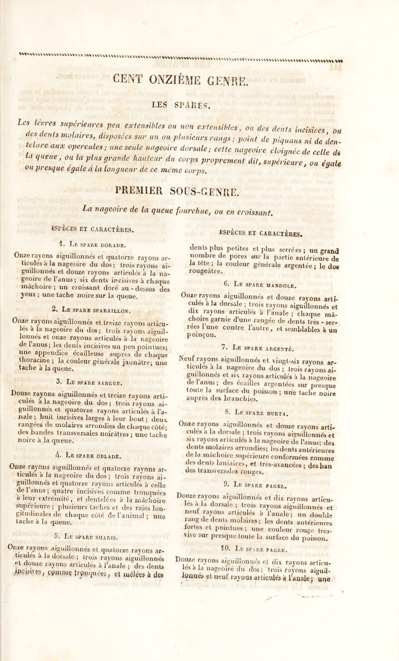 VVWVVWV VVVVVVVvVVVVV WVWVWUV VVWVVW* VVI CENT ONZIÈME p, ?.■ A 1 1 J &lt;* LES SPAKES. Les lèvres supérieures peu extensibles ou non extensibles, ou des dents incisives ou c es dents molaires, disposées sur un ou plusieurs rangs ; point de piquons ni de den- telure aux opercules; une seule nageoire dorsale; cette nageoire éloignée de celle dé queue, ou la plus grande hauteur du corps proprement dit, supérieure, ou égale ou presque égale d la longueur de ce même corps. PREMIER SOUS-GENRE. La nageoire de la queue fourchue, ou en croissant. ESPÈCES et caractères. 1. Le spare dorade. Onze rayons aiguillonnés el quatorze rayons ar- ticulés à la nageoire du dos ; trois rayons ai- guillonnés et douze rayons articulés à la na- geoire de l’anus; six dents incisives à chaque inactione ; un croissant dore au - dessus des yeux ; une tache noire sur la queue. 2. Le spare sparaillon. Onze rayons aiguillonnés et treize rayons articu- lés à la nageoire du dos ; trois rayons aiguil- lonnés et onze rayons articulés à la nageoire de lanus; les dents incisives un peu pointues; une appendice écailleuse auprès de chaque tlioracine ; la couleur générale jaunâtre; une tache à la queue. 3. Le spare sarccë. Douze rayons aiguillonnés et treize rayons arti- culés à la nageoire du dos; trois rayons ai- guillonnés et quatorze rayons articulés à l’a- nale ; huit incisives larges à leur bout ; deux rangées de molaires arrondies de chaque côté; des bandes transversales noirâtres; une tache noire à la queue. 4- Le spare obladëo Onze rayons aiguillonnés et quatorze rayons ar- ticules à la nageoire du dos ; trois rayons ai- guillonnés et quatorze rayons articulés à celle de 1 anus ; quatre incisives comme tronquées a leur extrémité, et dentelées à la mâchoire supérieure ; plusieurs taches et des raies lon- gitudinales de chaque côté de l’animal; une tache à la queue. 5. Le spare smaris. Onze rayons aiguillonnés et quatorze rayons ar- ticules a la dorsale ; trois rayons aiguillonnés çt douze rayons articulés à l’anale ; des dents /pçisivç?, ççmmç Jrpnquées, et mêlée? à des especes et caractères. dents plus petites et plus serrées; un grand nombre de pores sur la partie antérieure de la tête : la couleur générale argentée ; le dos rougeâtre. 6. Le spare mandole. Onze rayons aiguillonnés et douze rayons arti- culés à la dorsede ; trois rayons aiguillonnés et dix rayons articulés â l’anale; chaque mâ- choire garnie d’une rangée de dents très - ser- rées 1 une contre l’autre , et semblables h un poinçon. 7. Le spare arcenté. Neuf rayons aiguillonnés et vingt-six rayons ar- ticulés à la nageoire du dos ; trois rayons ai- guillonnés et six rayons articulés à la nageoire de 1 anus ; des écaiiles argentées sur presque toute la surface du poisson ; une tache noire auprès des branchies. 8. Le spare hurta. Onze rayons aiguillonnés et douze rayons arti- culés à la dorsale ; trois rayons aiguillonnés et six rayons articulés à la nageoire de l’anus; des dents molaires arrondies; les dents antérieures delà mâchoire supérieure conformées comme des dents laniaires, et très-avancées; des ban des transversales rouges, 9. Le spare pagel. Douze rayons aiguillonnés et dix rayons articu- les a la dorsale; trois rayons aiguillonnés et neut rayons articulés à l’anale; un double rang de dents molaires ; les dents antérieures xortes et pointues ; une couleur rouge tros- vive sur presque toute la surface du poisson. 10. Le spare pagre. Douze rayons aiguillonnés et dix rayons articu- les à la nageoire du dos; trois rayons aiguil- Icmnéü et neuf rayons articulés à l’anale; °uue
