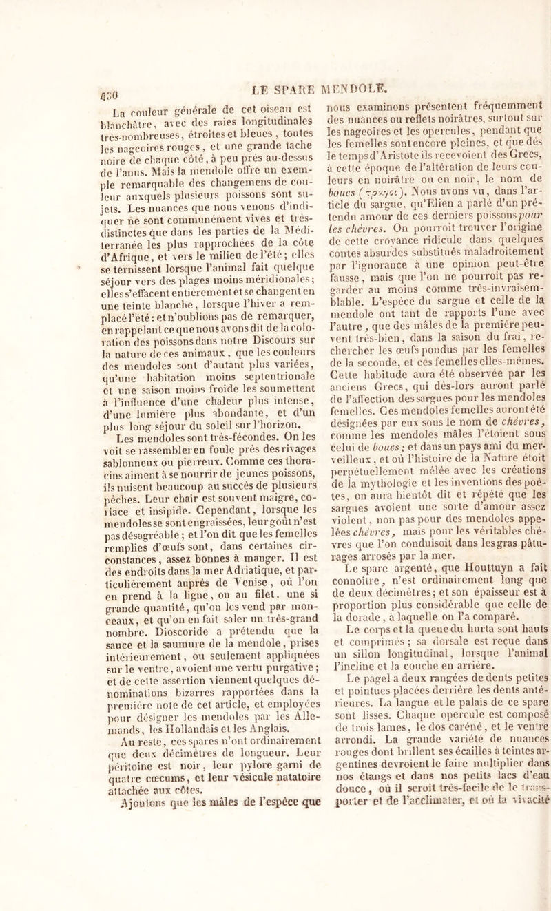 430 La couleur générale de cet oiseau est blanchâtre, avec des raies longitudinales très-nombreuses, étroites et bleues , toutes les nageoires rouges , et une grande tache noire de chaque côté, à peu prés au-dessus de l’anus. Mais la mendole otfre un exem- ple remarquable des changemens de cou- leur auxquels plusieurs poissons sont su- jets. Les nuances que nous venons d’indi- quer ne sont communément vives et trés- distinctes que dans les parties de la Médi- terranée les plus rapprochées de la côte d’Afrique, et vers le milieu de l’été; elles se ternissent lorsque l’animal fait quelque séjour vers des plages moins méridionales; elles s’effacent entièrement et se changent en une teinte blanche, lorsque l’hiver a rem- placé l’été : et n’oublions pas de remarquer, en rappelant ce que nous avons dit de la colo- ration des poissons dans notre Discours sur la nature de ces animaux. que les couleurs des m end oies sont d’autant plus variées, qu’une habitation moins septentrionale et une saison moins froide les soumettent à l’influence d’une chaleur plus intense, d’une lumière plus abondante, et d’un plus long séjour du soleil sur l’horizon. Les mendoles sont très-fécondes. On les voit se rassembler en foule près des rivages sablonneux ou pierreux. Comme ces thora- eins aiment à se nourrir de jeunes poissons, ils nuisent beaucoup au succès de plusieurs pêches. Leur chair est souvent maigre, co- ]iace et insipide- Cependant, lorsque les mendoles se sont engraissées, leur goût n’est pas désagréable ; et l’on dit que les femelles remplies d’œufs sont, dans certaines cir- constances , assez bonnes à manger. Il est des endroits dans la mer Adriatique, et par- ticulièrement auprès de Venise, où l’on en prend à la ligne, ou au filet, une si grande quantité, qu’on les vend par mon- ceaux, et qu’on en fait saler un très-grand nombre. Dioscoride a prétendu que la sauce et la saumure de la mendole, prises intérieurement, ou seulement appliquées sur le ventre, a voient une vertu purgative ; et de cette assertion viennent quelques dé- nominations bizarres rapportées dans la première note de cet article, et employées pour désigner les mendoles par les Alle- mands, les Hollandais et les Anglais. Au reste, ces spares n’ont ordinairement que deux décimètres de longueur. Leur péritoine est noir, leur pylore garni de quatre cæcums, et leur vésicule natatoire attachée aux côtes. Ajoutons que les mâles de l’espèce que nous examinons présentent fréquemment des nuances ou reflets noirâtres, surtout sur les nageoires et les opercules, pendant que les femelles sonlencore pleines, et que dès le temps d’Aristote ils recevoient des Crées, à cette époque de l’altération de leurs cou- leurs en noirâtre ou en noir, le nom de boucs ( rpxyot ). Nous avons vu, dans l’ar- ticle du sargue, qu’Eîien a parlé d’un pré- tendu amour de ces derniers poissons pour les chèvres. On pourroit trouver l’origine de cette croyance ridicule dans quelques contes absurdes substitués maladroitement par l’ignorance à une opinion peut-être fausse, mais que l’on ne pourroit pas re- garder au moins comme très-invraisem- blable. L’espèce du sargue et celle de la mendole ont tant de rapports l’une avec l’autre, que des mâles de la première peu- vent très-bien, dans la saison du frai, re- chercher les œufs pondus par les femelles de la seconde, et ces femelles elles-mêmes. Celte habitude aura été observée par les anciens Grecs, qui dés-lors auront parlé de l’affection dessargues pour les mendoles femelles. Ges mendoles femelles auront été désignées par eux sous le nom de chèvres, comme les mendoles mâles l’étoient sous celui de boucs ; et dans un pays ami du mer- veilleux , et où l’histoire de la Nature étoit perpétuellement mêlée avec les créations de îa mythologie et les inventions des poè- tes, on aura bientôt dit et répété que les sargues avoient une sorte d’amour assez violent, non pas pour des mendoles appe- lées chèvres, mais pour les véritables chè- vres que l’on conduisoit dans les gras pâtu- rages arrosés par la mer. Le spare argenté, que Houttuyn a fait connoîlre, n’est ordinairement long que de deux décimètres; et son épaisseur est à proportion plus considérable que celle de la dorade , à laquelle on l’a comparé. Le corps et la queue du hurta sont hauts et comprimés ; sa dorsale est reçue dans un sillon longitudinal, lorsque l’animal l’incline et la couche en arrière. Le pagel a deux rangées de dents petites et pointues placées derrière les dents anté- rieures. La langue elle palais de ce spare sont lisses. Chaque opercule est composé de trois lames, le dos caréné, et le ventre arrondi. La grande variété de nuances rouges dont brillent ses écailles à teintes ar- gentines devroientle faire multiplier dans nos étangs et dans nos petits lacs d’eau douce , où il scroit très-facile de le trans- porter et de l’acclimater, et où îa vivacité