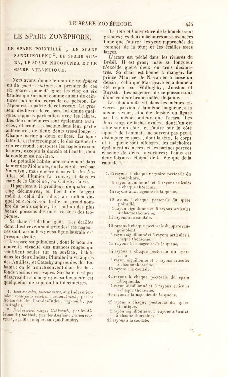 LE SPARE ZONÉPHORE, LE SPARE POINTILLÉ % LE SPARE SANGUINOLENT 2, LE SPARE ACA- RA, LE SPARE NIIOQUUNDA ET LE SPARE ATLANTIQUE. Nous avons donné le nom de zonéphore ou de porte-ceinture, au premier de ces sis spares, pour désigner les cinq ou six bandes qui forment comme autant de cein- tures autour du corps de ce poisson. Le Japon est la patrie de cet osseux. La gros- seur des lèvres de ce spai’e lui donne quel- ques rapports particuliers avec les labres. Les deux mâchoires sont également avan- cées , et armées, chacune dans leur partie antérieure , de deux dents trés-allongées. Chaque narine a deux orifices. La ligne latérale est interrompue ; le dos caréné; le ventre arrondi; et toutes les nageoires sont brunes, excepté la dorsale et l’anale, dont la couleur est noirâtre. Le pointillé habite non-seulement dans la mer des Moluques, où il a été observé par Valentyn , mais encore dans celle des An- tilles, où Plumier l’a trouvé, et dans les eaux de la Caroline , où Calesby l’a vu. 11 parvient à la grandeur de quatre ou cinq décimètres; et l’éclat de l’argent mêlé à celui du rubis, au milieu du- quel on croiroit voir briller un grand nom- bre de petits saphirs, le rend un des plus beaux poissons des mers voisines des tro- piques. Sa chair est de bon goût. Les écailles dont il est revêtu sont grandes; ses nageoi- res sont arrondies ; et sa ligne latérale est presque droite. Le spare sanguinolent, dont le nom an- nonce la vivacité des nuances rouges qui scintillent seules sur sa surface, habite dans les deux Indes; Plumier l’a vu auprès des Antilles, et Catesby auprès des îles 13a- bama : on le trouve souvent dans les bas- fonds voisins des rivages. Sa chair n’est pas désagréable à manger; et sa longueur est quelquefois de sept ou huit décimètres. !. Ikan soe salai, luccesie mera, aux Indes orien- tales ; roocle Jacob evertsen , sousalat visch, parles Hollandais des Grandes-Indes; negro-fish, par les Anglais. 2. Jacob evertsen rouge ; blutbarsch, par les Al- lemands; thehind, par les Anglais; poisson cou- La tête et l’ouverture de la bouche sont grandes ; les deux mâchoires aussi avancées l’une que l’autre ; les yeux rapprochés du sommet de la tête; et les écailles assez larges. L’acara est pêché dans les rivières du Brésil. 11 est gros; mais sa longueur n’excéde guère deux ou trois décimè- tres. Sa chair est bonne à manger. Le prince Maurice de Nassau en a laissé un dessin ; celui que Marcgrave en a donné a été copié par Willughby, Jonston et Buysch. Les nageoires de ce poisson sont d’une couleur brune mêlée de jaune. Le nhoquunda vit dans les mêmes ri- vières , paivient à la même longueur, a la même saveur, et a été dessiné ou figuré par les mêmes auteurs que l’acara. Les deux rangs de taches ovales, dont l’un est situé sur un côté, et l’autre sur le côté opposé de l’animal, ne servent pas peu à distinguer ce spare, dont la tête, le corps et la queue sont allongés, les mâchoires également avancées, et les narines percées chacune de deux ouvertures; l’anus est deux fois aussi éloigné de la tète que delà caudale *. 1.12 rayons à chaque nageoire pectorale du zonéphore. 1 rayon aiguillonné et 5 rayons articulés à chaque thoracine. 14 rayons à la nageoire de la queue» 10 rayons h. chaque pectorale du spare pointillé. 1 rayon aiguillonné et 5 rayons articulés à chaque thoracine. 1 î rayons à la caudale. 10 rayons à chaque pectorale du spare san- guinolent. 1 rayon aiguillonné et 5 rayons articulés h chaque thoracine. 15 rayons à la nageoire de la queue. 14 rayons à chaque pectorale du spare acara. 1 rayon aiguillonné et 5 rayons articulés à chaque thoracine. 15 rayons à la caudale. 12 rayons à chaque pectorale du spare nhoquunda. 1 rayon aiguillonné et 5 rayons articulés à chaque thoracine. IG rayons à la nageoire de la queue. 12 rayons à chaque pectorale du spare atlantique. 1 rayon aiguillonné et 5 rayons articulés à chaque thoracine.