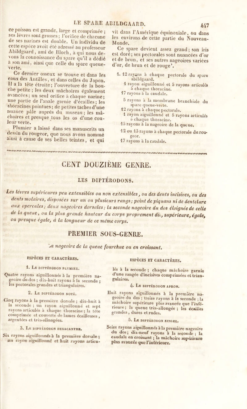 LE SP ALE ce poisson esi grande, large et comprimée ; ses lèvres sont grosses ; l’orifice de chacune de ses naiines est double. Un individu de cette espèce avoit été adressé au professeur Abildgaard, ami de Bloch, à qui nous de- vons la connoissance du spare qu’il a dédié a son ami, ainsi que celle du spare crueue- verte. Ce dernier osseux se trouve et dans les eaux des Antilles, et dans celles du Japon. 11 a la tête étroite ; l’ouverture de la bou- che petite ; les deux mâchoires également a\ancées ; un seul orifice à chaque narine; une partie de l’anale garnie d’écailles ; les thoracines pointues ; de petites taches d’une nuance pâle auprès du museau ; les mâ- choires et presque tous les os cl’une cou- leur verte. Plumier a laissé dans ses manuscrits un dessin du rougeor, que nous avons nommé ainsi à cause de ses belles teintes, et qui AB1LDGAÀLD, ^7 vit dans l’Amérique équinoxiale, ou dans les environs de cette partie du Nouveau- Monde. Ce spare devient assez grand; son iris est doré; ses pectorales sont nuancées d’or et de brun, et ses autres nageoires variées d’or, de brun et de rouge1. 1. 12 rayons a chaque pectorale du spare abildgaard. 1 rayon aiguillonné et 5 rayons articules à chaque thoracine. 17 rayons à la caudale. 5 rayons à la membrane branchiale du spare queue-verte. 12 rayons à chaque pectorale. 1 rayon aiguillonné et 5 rayons articulés 0 chaque thoracine. 15 rayons à la nageoire de la queue. 12 ou 13 rayons à chaque pectorale durou* geor. 17 rayons à la caudale. ,Wl'VV' tA'V'W,WV WWWWWWWVW WWWVWMUWVTOTO W«WMVWWWWWWMWW CENT DOUZIÈME GENRE. LES DIPTÉRODONS. Les lèvres supérieures peu extensibles ou non extensibles, ou des dents incisives, ou des dents molaires, disposées sur un ou plusieurs rangs ; point de piquans ni de dentelure aux opercules; deux nageoires dorsales; la seconde nageoire du dos éloignée de celle de la queue, ou la plus grande hauteur du corps proprement du, supérieure, égale, ou presque égale, à la longueur de ce même corps. PREMIER SOUS-GENRE. m nageoire de la queue fourchue ou en croissant. ESPÈCES ET CARACTÈRES. 1. Le diptérodon pltjmïer. Quatre rayons aiguillonnés à la première na- geoire du dos ; dix-huit rayons à la seconde ; les pectorales grandes et triangulaires. 2. Le diptérodon noté. Cinq rayons à la première dorsale ; dix-huit à la seconde ; un rayon aiguillonné et sept rayons articulés à chaque thoracine; la tête comprimée et couverte de lames écailleuses , argentées et très-allongées. 3. Le diptérodon hexacanthe. Six rayons aiguillonnés à la première dorsale ; nn rayon aiguillonné et huit rayons articu- ESPÈCES ET CARACTÈRES. lés à la seconde ; chaque mâchoire garnie d’une rangée d’incisives comprimées et trian- gulaires. 4* Le diptérodon apron. Huit rayons aiguillonnés à la première na- geoire du dos ; treize rayons à la seconde ; la mâchoire supérieure plus avancée que l’infé- rieure ; la queue très-allongée ; les écailles grandes, dures et rudes. 5. Le diptérodon zingel. Seize rayons aiguillonnés à la première nageoire du dos; dix-neuf rayons à la seconde; la caudale en croissant ; la mâchoire supérieure plus avancée que l’inférieure.