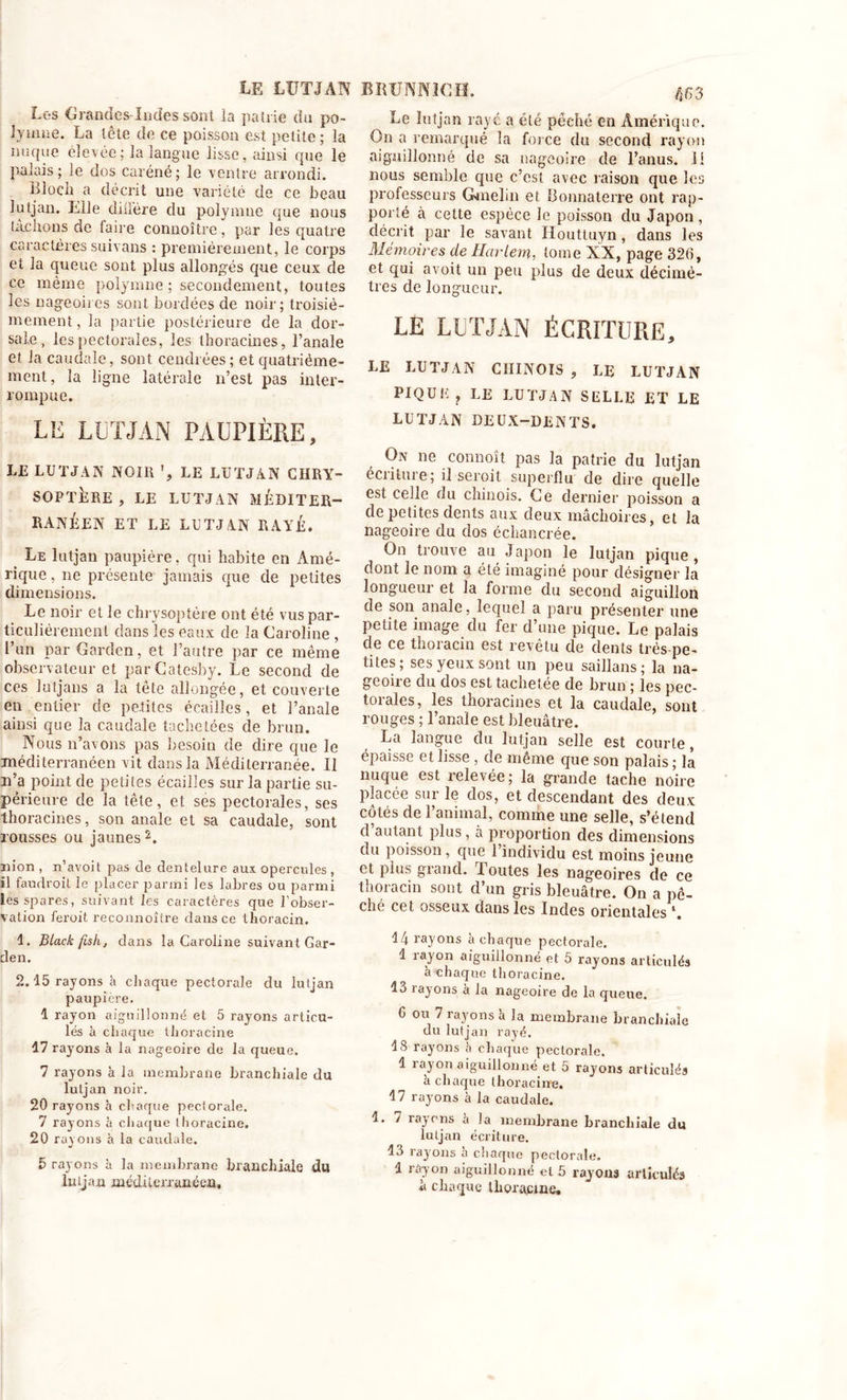 Les Grandes-Indes sont la patrie du po- lyniae. La tête de ce poisson est petite ; la nnque élevée ; la langue lisse, ainsi que le palais; le dos caréné; le ventre arrondi. Bloch a décrit une variété de ce beau lutjan. Elle dillère du polymne que nous bêchons de taire connoître, par les quatre caractères suivans : premièrement, le corps et la queue sont plus allongés que ceux de ce même polymne ; secondement, toutes les nageoires sont bordées de noir; troisiè- mement , la partie postérieure de la dor- sale, les pectorales, les thoracines, l’anale et la caudale, sont cendrées; et quatrième- ment, la ligne latérale n’est pas inter- rompue. LE LUTJAN PAUPIÈRE, LE LUTJAN NOIR % LE LUTJAN CHRY- SOPTÉRE , LE LUTJAN MÉDITER- RANÉEN ET LE LUTJAN RAYÉ. Le lutjan paupière. qui habite en Amé- rique , 11e présente jamais que de petites dimensions. Le noir et le chrysoptère ont été vus par- ticuliérement dans les eaux de la Caroline , l’un par Garden, et l’autre par ce même observateur et parCatesby. Le second de ces Jutjans a la tête allongée, et couverte en entier de petites écailles, et l’anale ainsi que la caudale tachetées de brun. Nous 11’avons pas besoin de dire que le méditerranéen vit dans la Méditerranée. Il n’a point de petites écailles sur la partie su- périeure de la tête, et ses pectorales, ses thoracines, son anale et sa caudale, sont rousses ou jaunes2. nion , n’avoit pas de dentelure aux opercules , il faudroit le placer parmi les labres ou parmi lesspares, suivant les caractères que l’obser- vation feroit reçonnoître dans ce thoracin. 1. Blackf.sk, dans la Caroline suivant Gar- den. 2.15 rayons à chaque pectorale du lutjan paupière. 1 rayon aiguillonné et 5 rayons articu- lés à chaque thoracine 17 rayons à la nageoire de la queue. 7 rayons à la membrane branchiale du lutjan noir. 20 rayons à chaque pectorale. 7 rayons à chaque thoracine. 20 rayons à la caudale. £&gt; rayons à la membrane branchiale du lutjan méditerranéen. BRUNNÎCH. 463 Le lutjan raye a été pêché en Amérique. On a remarqué la force du second rayon aiguillonné de sa nageoire de l’anus, ii nous semble que c’est avec raison que les professeurs Gmelin et Bonnaterre ont rap- porté à cette espèce le poisson du Japon, décrit par le savant Houttuyn, dans les Mémoires de Harlem, tome XX, page 326, et qui avoit un peu plus de deux décimè- tres de longueur. LE LUTJAN ÉCRITURE, LE LUTJAN CHINOIS , LE LUTJAN PIQUE, LE LUTJAN SELLE ET LE LUTJAN DEUX-DENTS. On ne commît pas la patrie du lutjan éciilme; il seroit superflu de dire quelle est celle du chinois. Ce dernier poisson a de petites dents aux deux mâchoires, et la nageoire du dos échancrée. On trouve au Japon le lutjan pique , dont le nom a été imaginé pour désigner la longueur et la forme du second aiguillon de son anale, lequel a paru présenter une petite image du fer d’une pique. Le palais de ce thoiacin est revetu de dents très-pe- tites; ses yeux sont un peu saillans; la na- geoire du dos est tachetée de brun ; les pec- torales, les thoracines et la caudale, sont rouges ; l’anale est bleuâtre. La langue du lutjan selle est courte, épaisse et lisse , de même que son palais ; là nuque est relevée; la grande tache noire placée sur le dos, et descendant des deux côtés de l’animal, comme une selle, s’étend d’autant plus, à proportion des dimensions du poisson, que 1 individu est moins jeune et plus grand. Toutes les nageoires de ce thoracin sont d’un gris bleuâtre. On a pê- che cet osseux clans les Indes orientales 14 rayons à chaque pectorale. 1 rayon aiguillonné et 5 rayons articulés à chaque thoracine. lu rayons à la nageoire de la queue. 6 ou 7 rayons à la membrane branchiale du lutjan rayé. 18 rayons à chaque pectorale. 1 rayon aiguillonné et 5 rayons articulés à chaque thoracine. 17 rayons à la caudale. I. 7 rayons h Ja membrane branchiale du lutjan écriture. 13 rayons à chaque pectorale. i rayon aiguillonné et 5 rayons articulés à chaque thoracine.