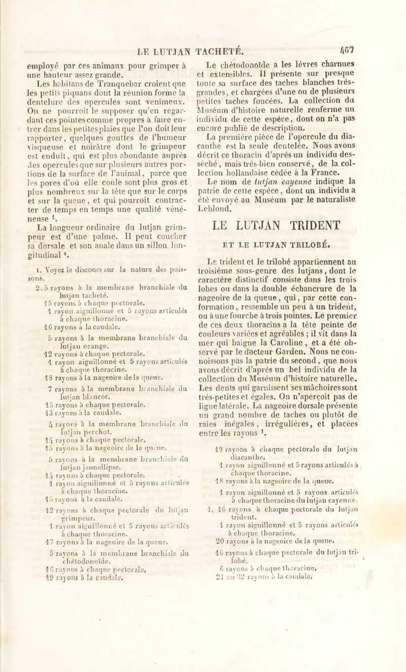 employé par ces animaux pour grimper à une hauteur assez grande. Les habitons de Tranquebar croient que les petits piquans dont la réunion forme la dentelure des opercules sont venimeux. On ne pourroit le supposer qu’en regar- dant ces pointes comme propres à faire en- trer dans les petitesplaies que l’on doit leur rapporter, quelques gouttes de l’humeur visqueuse et noirâtre dont le grimpeur est enduit, qui est plus abondante auprès des opercules que sur plusieurs autres por- tions de la surface de l’animal, parce que les pores d’où elle coule sont plus gros et plus nombreux sur la tête que sur le corps et sur la queue, et qui pourroit contrac- ter de temps en temps une qualité véné- neuse i. La longueur ordinaire du lutjan grim- peur est d’une palme. Il peut coucher sa dorsale et son anale dans un sillon lon- gitudinal a. 1. Voyez le discours sur la nature des pois- sons. 2. 5 rayons h la membrane branchiale du luljan tacheté. 15 rayons, à chaque pectorale. 1 rayon aiguillonné et 5 rayons articulés à chaque thoracine. 1G rayons à la caudale. 5 rayons à la membrane branchiale du lutjan orange. 12 rayons à chaque pectorale. 1 rayon aiguillonné et 5 rayons articulés h chaque thoracine. 13 rayons à la nageoire delà queue. 7 rayons à la membrane branchiale du lutjan blancor. 15 rayons à chaque pectorale. 13 rayons à la caudale. 4 rayons à la membrane branchiale du lutjan perchot. 14 rayons k chaque pectorale. 15 rayons à la nageoire de la queue. 5 rayons à la membrane branchiale du lutjan jaunellipse. 14 rayons à chaque pectorale. 1 rayon aiguillonné et 5 rayons articulés à chaque thoracine. 15 rayons à la caudale. 12 rayons a chaque pectorale du lutjan grimpeur. 1 rayon aiguillonné et 5 rayons articulés à chaque thoracine. 17 rayons à la nageoire de la queue. 5 rayons à la membrane branchiale du chétodonoïde. JG rayons à chaque pectorale, 12 rayons à la caudale. Le chétodonoïde a les lèvres charnues et extensibles. Il présente sur presque loule sa surface des taches blanches très- grandes, et chargées d’une ou de plusieurs petites taches foncées. La collection du Muséum d’histoire naturelle renferme un individu de celte espèce, dont on n’a pas encore publié de description. La première pièce de l’opercule du dia- canthe est la seule dentelée. Nous avons décrit ce thoracin d’après un individu des- séché , mais très-bien conservé, de la col- lection hollandaise cédée à la France. Le nom de lutjan cayenne indique la patrie de celte espèce, dont un individu a été envoyé au Muséum par le naturaliste Leblond. LE LUTJAN TRIDENT ET LE LUTJAN TRILOBÉ. Le trident et le trilobé appartiennent au troisième sous-genre des lutjans, dont le caractère distinctif consiste dans les trois lobes ou dans la double échancrure de la nageoire de la queue, qui, par cette con- formation, ressemble un peu à un trident, ou aune fourche à trois pointes. Le premier de ces deux thoracins a la tête peinte de couleurs variées et agréables ; il vit dans la mer qui baigne la Caroline , et a été ob- servé par le docteur Garden. Nous ne con- noissons pas la patrie du second, que nous avons décrit d’après un bel individu de la collection du Muséum d’histoire naturelle. Les dents qui garnissent ses mâchoires sont très-petites et égales. On n’aperçoit pas de ligne latérale. La nageoire dorsale présente un grand nombre de taches ou plutôt de raies inégales, irrégulières, et placées entre les rayons L 19 rayons à chaque pectorale du lutjan diacanthe. 1 rayon aiguillonné et 5 rayons articulés à chaque thoracine. 18 rayons kla nageoire de la queue. 1 rayon aiguillonné et 5 rayons articulés k chaque thoracine du lutjan cayenne. 1, 16 rayons k chaque pectorale du lutjan trident. 1 rayon aiguillonné et 5 rayons articulés k chaque thoracine. 20 rayons à la nageoire de la queue. IG rayons à chaque pectorale du lutjan tri- lobé. G rayons k chaque thoracine. 21 ou 22 rayons à la caudale.