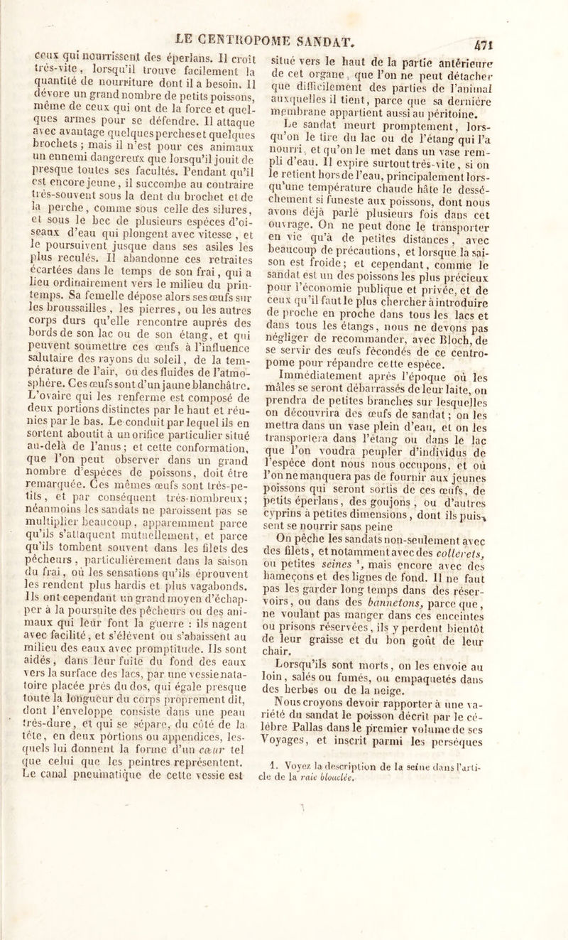 ceux qui nourrissent des éperlans. Il croît très-vite, lorsqu’il trouve facilement la quantité de nourriture dont il a besoin. 11 dévore un grand nombre de petits poissons, même de ceux qui ont de la force et quel- ques armes pour se défendre. Il attaque avec avantage quelques perches et quelques biocliets ; mais il n’est pour ces animaux un ennemi dangereux que lorsqu’il jouit de presque toutes ses facultés. Pendant qu’il est encore jeune, il succombe au contraire très-souvent sous la dent du brochet et de la perche, comme sous celle des silures, et sous le bec de plusieurs espèces d’oi- seaux d’eau qui plongent avec vitesse , et le poursuivent jusque dans ses asiles les plus reculés. Il abandonne ces retraites écartées dans le temps de son frai, qui a lieu ordinairement vers le milieu du prin- temps. Sa femelle dépose alors ses œufs sur les broussailles , les pierres, ou les autres corps durs qu’elle rencontre auprès des bords de son lac ou de son étang, et qui peuvent soumettre ces œufs à l’influence salutaire des rayons du soleil, de la tem- pérature de l’air, ou des fluides de l’atmo- sphère. Ces œufs sont d’un jaune blanchâtre. L’ovaire qui les renferme est composé de deux portions distinctes par le haut et réu- nies par le bas. Le conduit par lequel ils en sortent aboutit à un orifice particulier situé au-delà de l’anus ; et cette conformation, que l’on peut observer dans un grand nombre d'espèces de poissons, doit être remarquée. Ces mêmes œufs sont très-pe- tits , et par conséquent très nombreux; néanmoins les sandals ne paroissent pas se multiplier beaucoup , apparemment parce qu’ils s’atlaqucnt mutuellement, et parce qu’ils tombent souvent dans les filets des pêcheurs , particulièrement dans la saison du frai, où les sensations qu’ils éprouvent les rendent plus hardis et plus vagabonds. Ils ont cependant un grand moyen d’échap- per à la poursuite des pêcheurs ou des ani- maux qui leur font la guerre : ils nagent avec facilité, et s’élèvent ou s’abaissent au milieu des eaux avec promptitude. Us sont aidés, dans leur fuite du fond des eaux vers la surface des lacs, par une vessie nata- toire placée prés du dos, qui égale presque toute la longueur du corps proprement dit, dont l’enveloppe consiste dans une peau très-dure, et qui se sépare, du côté de la tète, en deux portions ou appendices, les- quels lui donnent la forme d’un cœur tel que celui que les peintres représentent. Le canal pneumatique de celte vessie est 471 situé vers le haut de la partie antérieure de cet organe, que l’on ne peut détacher que difficilement des parties de l’animal auxquelles il tient, parce que sa dernière membrane appartient aussi au péritoine. Le sandat meurt promptement, lors- qu’on le tire du lac ou de l’étang qui l’a nourri, et qu’on le met dans un vase rem- pli d’eau. 11 expire surtout très-vite, si on le retient hors de l’eau, principalement lors- qu’une température chaude iiâte le dessè- chement si funeste aux poissons, dont nous avons déjà parlé plusieurs fois dans cet ouvrage. On ne peut donc le transporter en vie qu’à de petites distances, avec beaucoup de précautions, et lorsque la sai- son est froide; et cependant, comme le sandat est un des poissons les plus précieux pour l’économie publique et privée, et de ceux qu’il faut le plus chercher à introduire de proche en proche dans tous les lacs et dans tous les étangs, nous ne devons pas négliger de recommander, avec Bloch, de se servir des œufs fécondés de ce ccntro- pome pour répandre cette espèce. Immédiatement après l’époque où les mâles se seront débarrassés de leur laite, on prendra de petites branches sur lesquelles on découvrira des œufs de sandat ; on les mettra dans un vase plein d’eau, et on les transportera dans l’étang ou dans le lac que l’on voudra peupler d’individus de l’espèce dont nous nous occupons, et où 1 on ne manquera pas de fournir aux jeunes poissons qui seront sortis de ces œufs, de petits éperlans, des goujons , ou d’autres cyprins à petites dimensions, dont ils puis-* sent se nourrir sans peine On pêche les sandats non-seulement avec des filets, et notamment avec des coUérets, ou petites sèmes l, mais encore avec des hameçons et des lignes de fond. Il ne faut pas les garder long temps dans des réser- voirs, ou. dans des hannetons, parce que, ne voulant pas manger dans ces enceintes ou prisons réservées, ils y perdent bientôt de leur graisse et du bon goût de leur chair. Lorsqu’ils sont morts, on les envoie au loin, salés ou fumés, ou empaquetés dans des herbes ou de la neige. Nous croyons devoir rapportera une va- riété du sandat le pcisson décrit par le cé- lébré Pallas dans le premier volume de scs Voyages’, et inscrit parmi les persèques 1. Voyez la description de la seine dans l’arti- cle (le la raie blouclée.