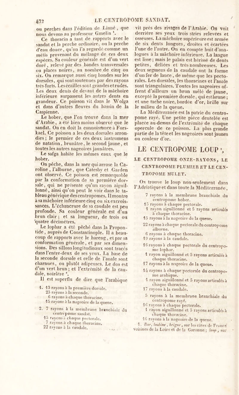 ou perches dans l’édition de Linné , que nous devons au professeur Gmelin \ Ce tboracin a tant de rapports avec le sandat et la perche ordinaire, ou la perche d’eau douce, qu’on l’a regardé comme un métis provenant du mélange de ces deux espèces. Sa couleur générale est d’un vert doré, relevé par des bandes transversales ou places noires, au nombre de cinq ou six. On remarque aussi cinq bandes sur les dorsales, qui sont soutenues par des rayons très-forts. Lesécailles sont grandesetrudes. Les deux dents de devant de la mâchoire inférieure surpassent les autres dents en grandeur. Ce poisson vit dans le Wolga et dans d’autres fleuves du bassin de la Caspienne. Le hober, que l’on trouve dans la mer d’Arabie, a été bien moins observé que le sandat. On en doit la connoisSance à Fors- kacl. Ce poisson a les deux dorsales arron- dies ; le premier de ces deux instrumens de natation, brunâtre, le second jaune, et toutes les autres nageoires jaunâtres. Le safga habite les mêmes eaux que le hober. On pêche, dans la mer qui arrose la Ca- roline , l’alburne, que Catesby et Garden ont observé. Ce poisson est remarquable par la conformation de sa première dor- sale, qui ne présente qu’un rayon aiguil- lonné , ainsi qu’on peut le voir dans le ta- bleau générique des centropomes. Il montre à sa mâchoire inférieure cinq ou six excrois- sances. L’échancrure de sa caudale est peu profonde. Sa couleur générale est d’un brun clair ; et sa longueur, de trois ou quatre décimètres. Le lophar a été pêché dans la Propon- tide, auprès de Constantinople. Il a beau- coup de rapports avec le hareng, et par sa conformation générale, et par ses dimen- sions. Des sillons longitudinaux sont tracés dans l’entre-deux de ses yeux. La base de la seconde dorsale et celle de l’anale sont charnues, ou plutôt adipeuses. Le dos est d’un vert brun ; et l’extrémité de la cau- dale, noirâtre 2 * * 5. Il est superflu de dire que l’arabique 1. 13 rayons h la première dorsale. 23 rayons à la seconde. G rayons à chaque tlioracine. 15 rayons a la nageoire de la queue. 2. 7 rayons à la membrane branchiale du centropome sandat. 15 rayons à chaque pectorale. 7 rayons à chaque tlioracine. 22 rayons à la caudale. vit prés des rivages de l’Arabie. On voit derrière ses yeux trois stries relevées et osseuses. La mâchoire supérieure est armée de six dents longues, droites et écartées l’une de l’autre. On en compte huit d’ana- logues à la mâchoire inférieure. La langue est lisse ; mais le palais est hérissé de dents petites, déliées et très nombreuses. Les deux segmens de la caudale ont la forme d’un fer de lance, de même que les pecto- rales. Les dorsales, les thoracines et l’anale sont triangulaires. Toutes les nageoires of- frent d’ailleurs un brun mêlé de jaune, excepté la première dorsale, qui estbrune ; et une tache noire, bordée d’or, brille sur le milieu de la queue. La Méditerranée est la patrie du centro- pome rayé. Une petite pièce dentelée est placée au-dessus de l’extrémité de chaque opercule de ce poisson. La plus grande partie de la tête et les nageoires sont jaunes ou couleur d’or. LE CENTROPOME LOUP *, LE CENTROPOME ONZE-RAYONS, LE CENTROPOME PLUMIER ET LE CEN- TROPOME MULET. On trouve le loup non-seulement dans l’Adriatique et dans toute la Méditerranée, 7 rayons à la membrane branchiale du centropome hober. 15 rayons à chaque pectorale. 1 rayon aiguillonné et 5 rayons articulés à chaque tlioracine. 15 rayons à la nageoire de la queue. 22 rayons k chaque pectorale clu centropome alburne. 6 rayons à chaque tlioracine. 19 rayons à la caudale. 16 rayons h chaque pectorale du centropo- me lophar. 1 rayon aiguillonné et 5 rayons articulés à chaque tlioracine. 17 rayons à la nageoire de la queue. 14 rayons h chaquepcctorale du centropo- me arabique. 1 rayon aiguillonné et 5 rayons articulés à chaque tlioracine. 17 rayons à la caudale. 5 rayons à la membrane branchiale du centropome rayé. 16 rayons h chaque pectorale. 1 rayon aiguillonné et 5 rayons articulés à chaque thoracine. 16 rayons à la nageoire de la queue. 1. Bar, loubine , brigne, sur les côtes de France' voisines de la Loire et de ja Garonne ; loup , sur