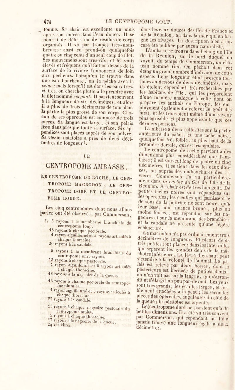 tomne. Sa chair est excellente un mois après son entrée clans l’eau douce. 11 se nourrit de débris ou de résidus de corps organisés. 11 va par troupes très-nom- breuses : aussi en prend-on quelquefois quatre ou cinq cents d’un seul coup de filet. Ses mouvemens sont très-vifs; et les sauts élevés et fréquens qu’il fait au-dessus de la surface de la rivière l’annoncent de loin aux pêcheurs. Lorsqu’on le trouve dans une eau bourbeuse, on le pêche avec la seine ; mais lorsqu’il est dans les eaux très- claires, on cherche plutôt à le prendre avec le blet nommé vergaut. Il parvient souvent à la longueur de six décimètres ; et alors il a plus de trois décimètres de tour dans la partie la plus grosse de son corps. Cha- cun de ses opercules est composé de trois pièces. Sa langue est large, et son palais lisse dans presque toute sa surface. Six ap- pendices sont placés auprès de son polyre. Sa vessie natatoire a prés de deux déci- mètres de longueur1. LE CENTROPOME AMBASSE, LE CENTROPOME DE ROCHE, LE CEN- TROPOME MACRODON , LE CEN- TROPOME DORÉ ET LE CENTRO- POME ROUGE. Les cinq centropomcs dont nous allons parler ont été observés, par Commcrson, 1. 5 rayons h la membrane branchiale du centropome loup. 18 rayons à chaque pectorale. 1 rayon aiguillonné et 5 rayons articulés h chaque thoracine. 20 rayons à la caudale. 5 rayons à la membrane branchiale du centropome onze-rayons. 13 rayons à chaque pectorale. 1 rayon aiguillonné et 5 rayons articulés a chaque thoracine. 18 rajons à la nageoire de la queue. 13 rayons à chaque pectorale du ccntropo- me plumier. * rayon aiguillonné et 5 rayons articulés à chaque thoracine. 22 rayons h la caudale. 15 rayons à chaque nageoire pectorale du centropome mulet. 5 rayons à chaque thoracine. 17 rayons.à la nageoire de la queue. 24 vertèbres. dans les eaux douces des îles de France et de la Réunion, ou dans la mer qui en bai- gne les rivages. La description n’en a en- core^ été publiée par aucun naturaliste. L’ambasse se trouve dans l’étang de l’île de la Réunion, sur le bord duquel on voyoït, du temps de Commerson, un châ- teau nommé Gol. On pêchoit dans cet étang un grand nombre d’individus de cette espèce. Leur longueur étoit presque tou- jours au-dessous de deux décimètres; mais ils étoient cependant très-recherchés par les hahitans de l’île, qui les préparaient d une manière analogue à celle dont on prépare les anchois en Europe, les em- ployoient également à relever le goût des mets, et les trouvoient meme d’une saveur plus agréable et plus appétissante que ces derniers poissons. L’ambasse a deux callosités sur la partie antéiieure du palais, et une tache noire, quelquefois très-foiblc, au plus haut de la première dorsale, qui est triangulaire. Le centropome de roche parvient à des dimensions plus considérables que l’am- basse ; il est souvent long de quatre ou cinq décimètres. Il se tient dans les eaux dou- ces, ou auprès des embouchures des ri- vières. Commerson l’a vu particuliére- ment dans la ravine du Gol de l’île de la Réunion. Sa chair est de très-bon goût. De petites taches noires sont répandues sur les opercules ; les écailles qui garnissent le dessous de la poitrine ne sont noires qu’à leur base; une nuance brune, plus ou moins foncée, est répandue sur les na- geoiies et sur la membrane des branchies; et la caudale ne présente qu’une légère échancrure. Le macrodon n’a pas ordinairement trois décimètres de longueur. Plusieurs dents très-petites sont placées dans les intervalles qui séparent les grandes dents de la mâ- choire inférieure. La lèvre d’en-haut peut s étendre à la volonté de l’animal. Le pa- lais est relevé par deux bosses, dont la postérieure est hérissée de petites dents : on n en voit pas sur la langue, qui s’arron- dit et s’élargit un peu par-devant. Les yeux sont très-grands; les écailles larges, et foi- blcment attachées à la peau ; les secondes pièces des opercules, anguleuses du côté de la queue ; le péritoine est argenté. . Le'centropome doré ne parvient qu’à de petites dimensions. Il a été vu très-souvent par Commerson , qui cependant ne lui a jamais trouvé une longueur égale à deux décimètres.