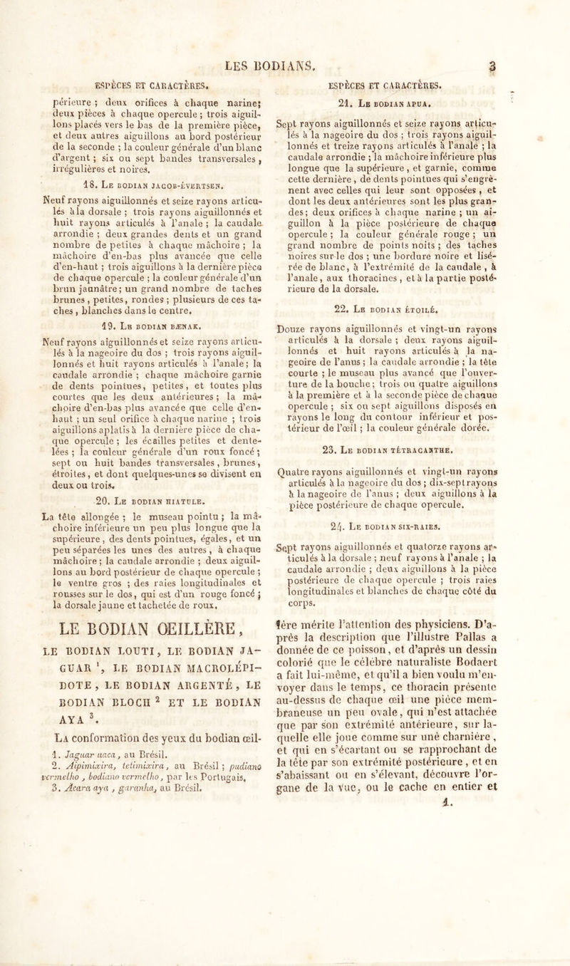 ESPÈCES ET CAEÀCTÈRES* périeure ; deux orifices à chaque narine; deux pièces k chaque opercule; trois aiguil- lons placés vers le bas de la première pièce, et deux autres aiguillons au bord postérieur de la seconde ; la couleur générale d’un blanc d’argent ; six ou sept bandes transversales , irrégulières et noires, 18. Le bodian jacob-éverîsen. Neuf rayons aiguillonnés et seize rayons articu- lés kla dorsale ; trois rayons aiguillonnés et huit rayons articulés à l’anale ; la caudale. arrondie ; deux grandes dents et un grand nombre de petites k chaque mâchoire ; la mâchoire d’en-bas plus avancée que celle d’en-haut ; trois aiguillons k la dernière pièce de chaque opercule ; la couleur générale d’un brun jaunâtre ; un grand nombre de taches brunes , petites, rondes ; plusieurs de ces ta- ches , blanches dans le centre. 19. Lb bodian bænak. Neuf rayons aiguillonnés et seize rayons articu- lés k la nageoire du dos ; trois rayons aiguil- lonnés et huit rayons articulés k l’anale; la caudale arrondie ; chaque mâchoire garnie de dents pointues, petites, et toutes plus courtes que les deux antérieures ; la mâ- choire d’en-bas plus avancée que celle d’en- haut ; un seul orifice k chaque narine ; trois aiguillons aplatis k la dernière pièce de cha- que opercule ; les écailles petites et dente- lées ; la couleur générale d’un roux foncé ; sept ou huit bandes transversales , brunes, étroites, et dont quelques-unes se divisent en deux ou trois. 20. Le bodian hiattjle. La tête allongée ; le museau pointu ; la mâ- choire inférieure un peu plus longue que la supérieure , des dents pointues, égales, et un peu séparées les unes des autres , à chaque mâchoire ; la caudale arrondie ; deux aiguil- lons au bord postérieur de chaque opercule ; le ventre gros ; des raies longitudinales et rousses sur le dos, qui est cl’un rouge foncé j la dorsale jaune et tachetée de roux, LE BODIAN OEILLÈRE, LE BODIAN LOU TI, LE BODIAN JA- GUAR LE BODIAN MACROLÉPI- DOTE , LE BODIAN ARGENTÉ, LE BODIAN BLOCH 2 ET LE BODIAN AYA 3. La conformation des yeux du bodian œil- 1. Jaguar uaca, au Brésil. 2. Aipivùxira, tetimixira, au Brésil; pudiano vennelho , bodiano vermelho, par les Portugais, 3. Âcaro, aya , garanhaj au Brésil, ESPÈCES ET CARACTÈRES. 21. Le bodian apua. Sept rayons aiguillonnés et seize rayons articu- lés k la nageoire du dos ; trois rayons aiguil- lonnés et treize rayons articulés k l’anale ; la caudale arrondie ; la mâchoire inférieure plus longue que la supérieure , et garnie, comme cette dernière , de dents pointues qui s’engrè- nent avec celles qui leur sont opposées , et dont les deux antérieures sont les plus gran- des; deux orifices k chaque narine ; un ai- guillon à la pièce postérieure de chaque opercule ; la couleur générale rouge ; un grand nombre de points noits ; des taches noires sur le dos ; une bordure noire et lisé- rée de blanc, k l’extrémité de la caudale , à l’anale, aux thoracines , etk la partie posté- rieure do la dorsale. 22. Le bodian étoilé. Douze rayons aiguillonnés et vingt-un rayons articulés à la dorsale ; deux rayons aiguil- lonnés et huit rayons articulés k la na- geoire de l’anus ; la caudale arrondie ; la tête courte ; le museau plus avancé que l’ouver- ture de la bouche; trois ou quatre aiguillons à la première et k la seconde pièce dechaaue opercule ; six ou sept aiguillons disposés en rayons le long du contour inférieur et pos- térieur de l’œil ; la couleur générale dorée. 23. Le bodian tétracanthe. Quatre rayons aiguillonnés et vingt-un rayons articulés kla nageoire du dos ; dix-septrayons k la nageoire de l’anus ; deux aiguillons à la pièce postérieure de chaque opercule. 2/j. Le bodian six-raies. Sept rayons aiguillonnés et quatorze rayons aï» ticulés k la dorsale ; neuf rayons à l’anale ; la caudale arrondie ; deux aiguillons k la pièce postérieure de chaque opercule ; trois raies longitudinales et blanches de chaque côté du corps. fère mérite l’attention des physiciens. D’a- près la description que l’illustre Pallas a donnée de ce poisson, et d’après un dessin colorié que le célèbre naturaliste Bodaert a fait lui-même, et qu’il a bien voulu m’en- voyer dans le temps, cé thoracin présente au-dessus de chaque œil une pièce mem- braneuse un peu ovale, qui n’est attachée que par son extrémité antérieure, sur la- quelle elle joue comme sur une charnière , et qui en s’écartant ou se rapprochant de la tête par son extrémité postérieure , et en s’abaissant ou en s’élevant, découvre l’or- gane de la vue, ou le cache en entier et 4.