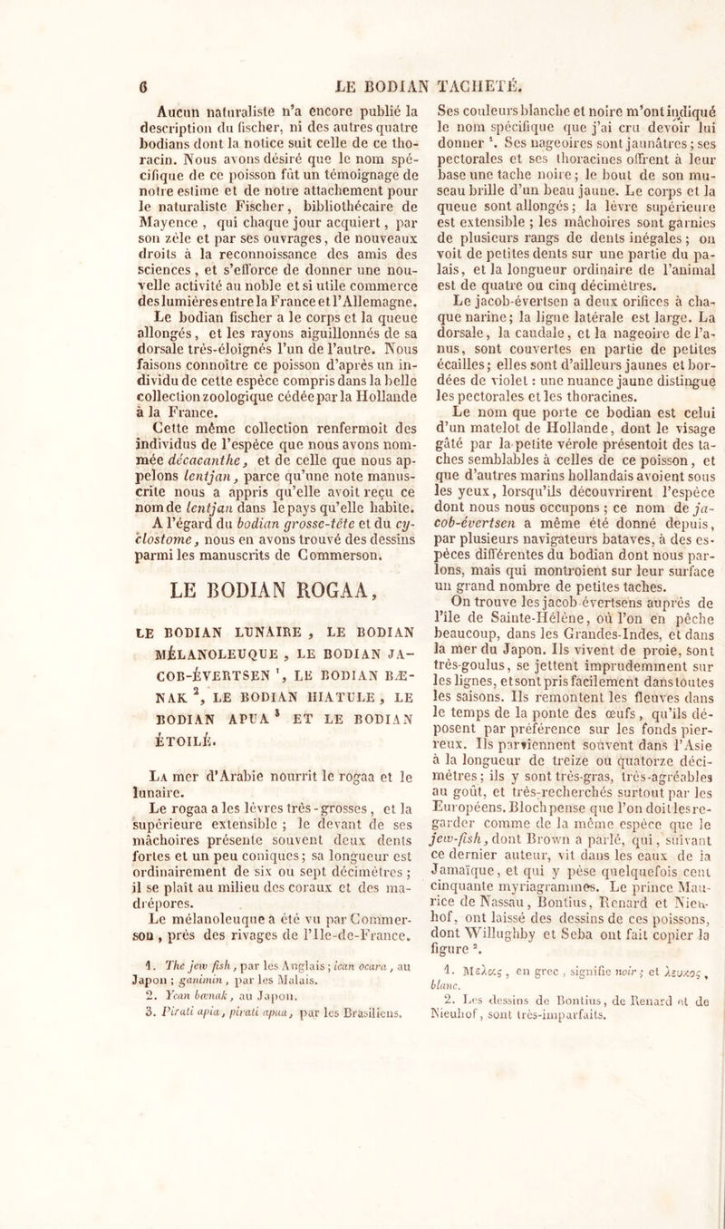 G LE BODIAN TACHETÉ. Aucun naturaliste n’a encore publié la description du fischer, ni des autres quatre bodians dont la notice suit celle de ce tho- racin. Nous avons désiré que le nom spé- cifique de ce poisson fût un témoignage de noire estime et de notre attachement pour le naturaliste Fischer, bibliothécaire de Mayence , qui chaque jour acquiert, par son zélé et par ses ouvrages, de nouveaux droits à la reconnoissance des amis des sciences, et s’efforce de donner une nou- velle activité au noble et si utile commerce des lumières entre la F rance et l’Allemagne. Le bodian fischer a le corps et la queue allongés, et les rayons aiguillonnés de sa dorsale très-éloignés l’un de l’autre. Nous faisons connoître ce poisson d’après un in- dividu de cette espèce compris dans la belle collection zoologique cédée parla Hollande à la France. Cette même collection renfermoit des individus de l’espèce que nous avons nom- mée décacanthe, et de celle que nous ap- pelons lentjan, parce qu’une note manus- crite nous a appris qu’elle avoit reçu ce nom de lentjan dans le pays qu’elle habite. A l’égarcl du bodian grosse-tête et du cy- clostome, nous en avons trouvé des dessins parmi les manuscrits de Commerson. LE BODIAN ROGAA, LE BODIAN LUNAIRE , LE BODIAN MÉLANOLEUQUE , LE BODIAN JA- COB-ÉVERTSEN LE BODIAN BÆ- NAK1 2 3, LE BODIAN 1IIATULE , LE BODIAN APUAS ET LE BODIAN ÉTOILÉ. La mer cTArabie nourrit le rogaa et le lunaire. Le rogaa a les lèvres très - grosses , et la supérieure extensible ; le devant de ses mâchoires présente souvent deux dents fortes et un peu coniques; sa longueur est ordinairement de six ou sept décimètres ; il se plaît au milieu des coraux et des ma- drépores. Le mélanoleuque a été vu parCommer- sou , près des rivages de l’Ile-de-France. 1. The jew fish, par les Anglais ; ican ocara, au Japon ; ganimin , par les Malais. 2. Ycan bœnak, au Japon. 3. Pirati apia, pirati apm, par les Brasiliens» Ses couleurs blanche et noire m’ont indiqué le nom spécifique que j’ai cru devoir lui donner \ Scs nageoires sont jaunâtres ; ses pectorales et ses thoracines offrent à leur base une tache noire; le bout de son mu- seau brille d’un beau jaune. Le corps et la queue sont allongés ; la lèvre supérieure est extensible ; les mâchoires sont garnies de plusieurs rangs de dents inégales ; on voit de petites dents sur une partie du pa- lais, et la longueur ordinaire de l’animal est de quatre ou cinq décimètres. Le jacob-évertsen a deux orifices à cha- que narine; la ligne latérale est large. La dorsale, la caudale, et la nageoire de l’a- nus, sont couvertes en partie de petites écailles; elles sont d’ailleurs jaunes et bor- dées de violet : une nuance jaune distingue les pectorales et les thoracines. Le nom que porte ce bodian est celui d’un matelot de Hollande, dont le visage gâté par la petite vérole présentoit des ta- ches semblables à celles de ce poisson, et que d’autres marins hollandais avoient sous les yeux, lorsqu’ils découvrirent l’espèce dont nous nous occupons ; ce nom de ja- cob-évertsen a même été donné depuis, par plusieurs navigateurs bataves, à des es- pèces différentes du bodian dont nous par- lons, mais qui montroient sur leur surface un grand nombre de petites taches. On trouve les jacob évertsens auprès de l’île de Sainte-Hélène, où l’on en pêche beaucoup, dans les Grandes-Indes, et dans la mer du Japon. Ils vivent de proie, sont très-goulus, se jettent imprudemment sur les lignes, etsont pris facilement danstoutes les saisons. Ils remontent les fleuves dans le temps de la ponte des œufs, qu’ils dé- posent par préférence sur les fonds pier- reux. Ils parviennent souvent dans l’Asie à la longueur de treize ou quatorze déci- mètres; ils y sont très-gras, très-agréables au goût, et très-recherchés surtout par les Européens. Blochpense que l’on doitlesre- garder comme de la même espèce que le jew-fish, dont Brown a parlé, qui, suivant ce dernier auteur, vit dans les eaux de la Jamaïque, et qui y pèse quelquefois cent cinquante inyriagrammes. Le prince Mau- rice de Nassau, Bontius, Renard et Nien- hof, ont laissé des dessins de ces poissons, dont Willughby et Seba ont fait copier la figure 2. 1. Msâag , en grec , signifie noir : et Asvxos , blanc. 2. Les dessins de Bontius, de Renard et de Nieuhof, sont très-imparfaits.