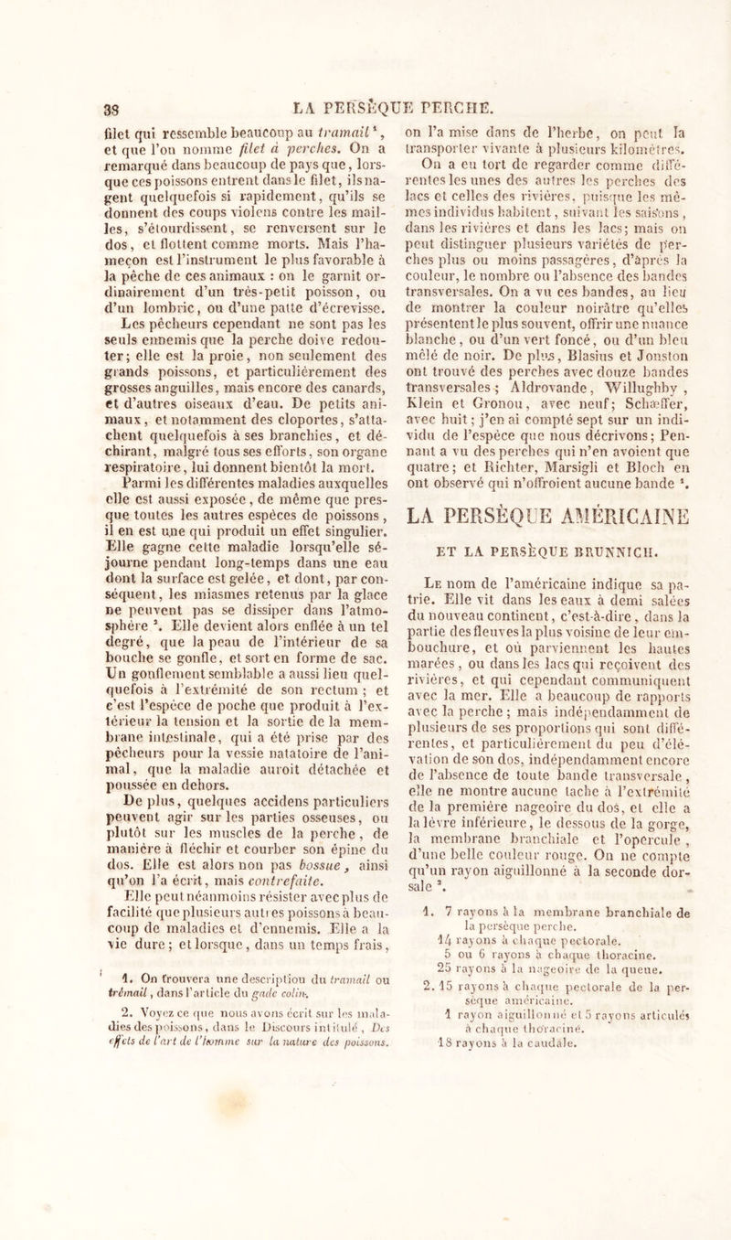 filet qui ressemble beaucoup au tramait1, et que l’on nomme filet à ■perches. On a remarqué dans beaucoup de pays que, lors- que ces poissons entrent dans le filet, ils na- gent quelquefois si rapidement, qu’ils se donnent des coups violons contre les mail- les, s’étourdissent, se renversent sur le dos, et flottent comme morts. Mais l’ha- meçon est l’instrument le plus favorable à la pêche de ces animaux : on le garnit or- dinairement d’un très-petit poisson, ou d’un lombric, ou d’une patte d’écrevisse. Les pêcheurs cependant ne sont pas les seuls ennemis que la perche doive redou- ter; elle est la proie, non seulement des grands poissons, et particulièrement des grosses anguilles, mais encore des canards, et d’autres oiseaux d’eau. De petits ani- maux, et notamment des cloportes, s’atta- chent quelquefois à ses branchies, et dé- chirant, malgré tous ses efforts, son organe respiratoire, lui donnent bientôt la mort. Parmi les différentes maladies auxquelles elle est aussi exposée, de même que pres- que toutes les autres espèces de poissons , il en est u.ne qui produit un effet singulier. Elle gagne cette maladie lorsqu’elle sé- journe pendant long-temps dans une eau dont la surface est gelée, et dont, par con- séquent , les miasmes retenus par la glace ne peuvent pas se dissiper dans l’atmo- sphère \ Elle devient alors enflée à un tel degré, que la peau de l’intérieur de sa bouche se gonfle, et sort en forme de sac. Un gonflement semblable a aussi lieu quel- quefois à l’extrémité de son rectum ; et c’est l’espèce de poche que produit à l’ex- térieur la tension et la sortie delà mem- brane intestinale, qui a été prise par des pêcheurs pour la vessie natatoire de l’ani- mal, que la maladie auroit détachée et poussée en dehors. Déplus, quelques accidens particuliers peuvent agir sur les parties osseuses, ou plutôt sur les muscles de la perche, de manière à fléchir et courber son épine du dos. Elle est alors non pas bossue ainsi qu’on l’a écrit, mais contrefaite. Elle peut néanmoins résister avec plus de facilité que plusieurs autres poissons à beau- coup de maladies et d’ennemis. Elle a la vie dure; et lorsque, dans un temps frais, 4. On trouvera une description du tramait ou trêmail, dans l’article du gade colin-. 2. Voyez ce que nous avons écrit sur les mala- dies des poissons , dans le Discours intitulé , Des effets de l’art de l’tmnme sur la nature des poissons. on l’a mise dans de l’herbe, on peut la transporter vivante à plusieurs kilomètres. On a eu tort de regarder comme diffé- rentes les unes des autres les perches des lacs et celles des rivières, puisque les mô- mes individus habitent, suivant les sais'ons , dans les rivières et dans les lacs; mais on peut distinguer plusieurs variétés de per- ches plus ou moins passagères, d’après la couleur, le nombre ou l’absence des bandes transversales. On a vu ces bandes, au lieu de montrer la couleur noirâtre qu’elles présentent le plus souvent, offrir une nuance blanche, ou d’un vert foncé, on d’un bleu mêlé de noir. De pli».s, Blasius et Jonston ont trouvé des perches avec douze bandes transversales ; Aldrovande, Willughby , Klein et Gronou, avec neuf; Schaeffer, avec huit ; j’en ai compté sept sur un indi- vidu de l’espèce que nous décrivons; Pen- nant a vu des perches qui n’en avoient que quatre ; et Kichter, Marsigli et Bloch en ont observé qui n’offroient aucune bande *. LA PERSÈQUE AMÉRICAINE ET LA PERSÎ2QUE BRUJîNICH. Le nom de l’américaine indique sa pa- trie. Elle vit dans les eaux à demi salées du nouveau continent, c’est-à-dire, dans la partie des fleuves la plus voisine de leur em- bouchure, et où parviennent les hautes marées, ou dans les lacs qui reçoivent des rivières, et qui cependant communiquent avec la mer. Elle a beaucoup de rapports avec la perche ; mais indépendamment de plusieurs de ses proportions qui sont diffé- rentes, et particuliérement du peu d’élé- vation de son dos, indépendamment encore de l’absence de toute bande transversale, elle ne montre aucune tache à l’extrémité de la première nageoire du dos, et elle a la lèvre inférieure, le dessous de la gorge, la membrane branchiale et l’opercule , d’une belle couleur rouge. On ne compte qu’un rayon aiguillonné à la seconde dor- sale 2. 1. 7 rayons à la membrane branchiale de la persèque perche. 14 rayons à chaque pectorale. 5 ou 6 rayons à chaque ihoracine. 25 rayons à la nageoire de la queue. 2.15 rayons h chaque pectorale de la per- sèque américaine. 1 rayon aiguillonné et 5 rayons articulés à chaque thoraciné. 18 rayons à la caudale.