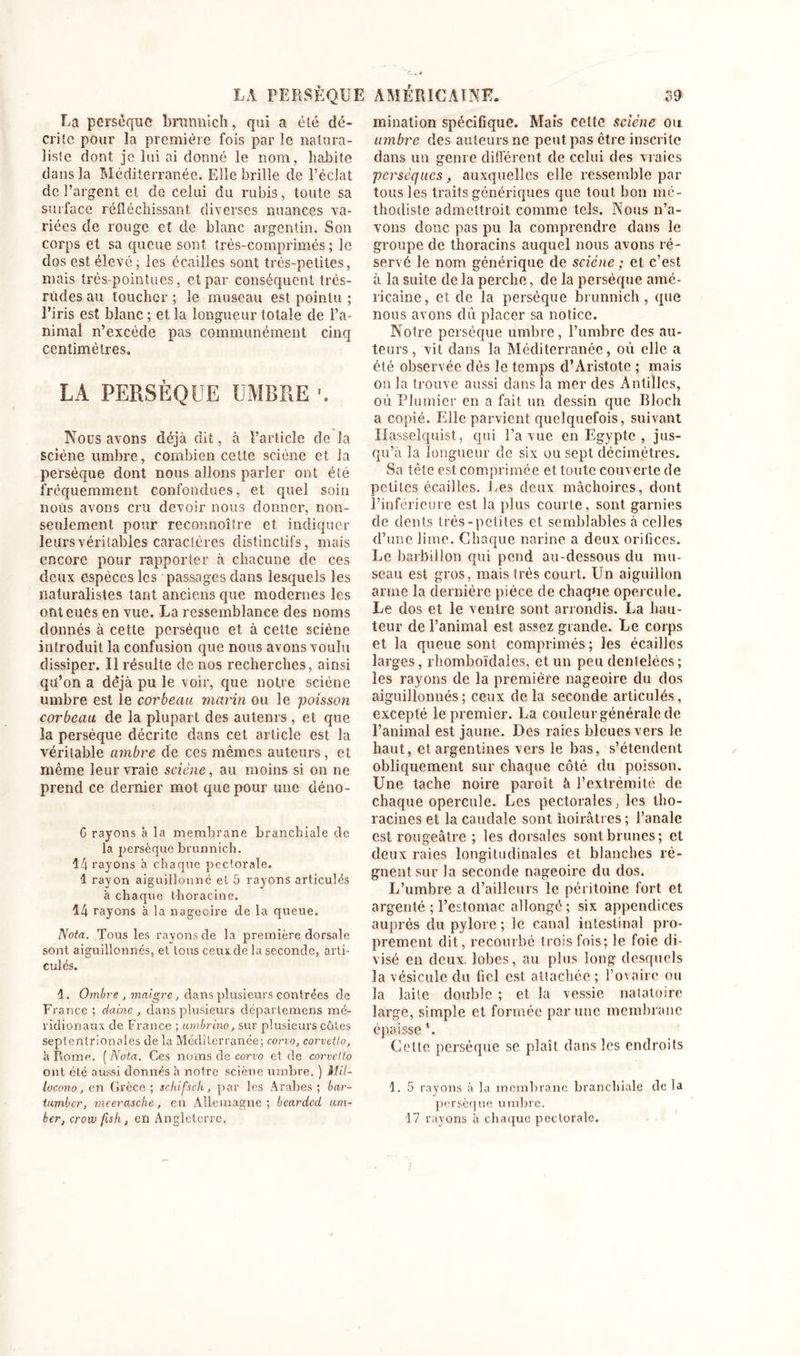 La persèque brannich, qui a été dé- crite pour la première fois par le natura- liste dont je lui ai donné le nom, habite dans la Méditerranée. Elle brille de l’éclat de l’argent et de celui du rubis, toute sa surface réfléchissant, diverses nuances va- riées de rouge et de blanc argentin. Son corps et sa queue sont très-comprimés ; le dos est élevé ; les écailles sont très-petites, mais très-pointues, et par conséquent très- rùdes au toucher ; le museau est pointu ; l’iris est blanc ; et la longueur totale de l’a- nimal n’excède pas communément cinq centimètres. LA PERSÈQUE ÜMBRE \ Nous avons déjà dit, à l’article de la sciéne timbre, combien celte seiène et la persèque dont nous allons parler ont été fréquemment confondues, et quel soin nous avons cru devoir nous donner, non- seulement pour reconnoître et indiquer leurs véritables caractères distinctifs, mais encore pour rapporter à chacune de ces deux espèces les passages dans lesquels les naturalistes tant anciens que modernes les ont eues en vue. La ressemblance des noms donnés à cette persèque et à cette seiène introduit la confusion que nous avons voulu dissiper. Il résulte de nos recherches, ainsi qu’on a déjà pu le voir, que notre sciéne umbre est le corbeau marin ou le poisson corbeau de la plupart des autenrs , et que la persèque décrite dans cet article est la véritable ambre de ces mêmes auteurs, et même leur vraie seiène, au moins si on ne prend ce dernier mot que pour une déno- 6 rayons à la membrane branchiale de la persèque brunnich. 14 rayons à chaque pectorale. 1 rayon aiguillonne et 5 rayons articulés à chaque t-horacine. 14 rayons à la nageoire de la queue. Nota. Tous les rayons de la première dorsale sont aiguillonnés, et tous ceux de la seconde, arti- culés. 1. Ombre , maigre, dans plusieurs contrées de France ; daine , dans plusieurs départemens mé- ridionaux de France ; umbrino, sur plusieurs côtes septentrionales de la Méditerranée; corvo, corvetlo, à Rome. [Nota. Ces noms de corvo et de corvcüo ont été aussi donnés à notre seiène umbre. ) Mil- locono, en Grèce; schifsch, par les Arabes; bar- tumber, vieerasche, en Allemagne; beardcd um- her, crovu fisht eû Angleterre. mination spécifique. Mais celte seiène ou ambre des auteurs ne peut pas être inscrite dans un genre différent de celui des vraies persèques, auxquelles elle ressemble par tous les traits génériques que tout bon mé- thodiste admettroit comme tels. Nous 11’a- vons donc pas pu la comprendre dans le groupe de thoracins auquel nous avons ré- servé le nom générique de sciéne ; et c’est à la suite de la perche, de la persèque amé- ricaine, et de la persèque brunnich, que nous avons dû placer sa notice. Notre persèque umbre, l’umbrc des au- teurs, vit dans la Méditerranée, où elle a été observée dès le temps d’Aristote ; mais on la trouve aussi dans la mer des Antilles, où Plumier en a fait, un dessin que Bloch a copié. Elle parvient quelquefois, suivant Hasselquist, qui l’a vue en Egypte , jus- qu’à la longueur de six ou sept décimètres. Sa tète est comprimée et toute couverte de pctilcs écailles. Les deux mâchoires, dont l’inférieure est la plus courte, sont garnies de dents très-petites et semblables à celles d’une lime. Chaque narine a deux orifices. Le barbillon qui pend au-dessous du mu- seau est gros, mais très court. Un aiguillon arme la dernière pièce de chaque opercule. Le dos et le ventre sont arrondis. La hau- teur de l’animal est assez grande. Le corps et la queue sont comprimés ; les écailles larges, rhomboïdalcs, et un peu dentelées ; les rayons de la première nageoire du dos aiguillonnés; ceux delà seconde articulés, excepté le premier. La couleur générale de l’animal est jaune. Des raies bleues vers le haut, et argentines vers le bas, s’étendent obliquement sur chaque côté du poisson. Une tache noire paroît à l’extrémité de chaque opercule. Les pectorales, les tho- racines et la caudale sont noirâtres ; l’anale est rougeâtre ; les dorsales sont brunes; et deux raies longitudinales et blanches ré- gnent sur la seconde nageoire du dos. L’umbre a d’ailleurs le péritoine fort et argenté ; l’estomac allongé; six appendices auprès du pylore ; le canal intestinal pro- prement dit, recourbé trois fois; le foie di- visé en deux, lobes, au plus long desquels la vésicule du fiel est attachée ; l’ovaire ou la laite double ; et la vessie natatoire large, simple et formée par une membrane épaisse ‘. Cette persèque se plaît dans les endroits 1. 5 rayons à la membrane branchiale de la persèque umbre. 17 rayons à chaque pectorale.