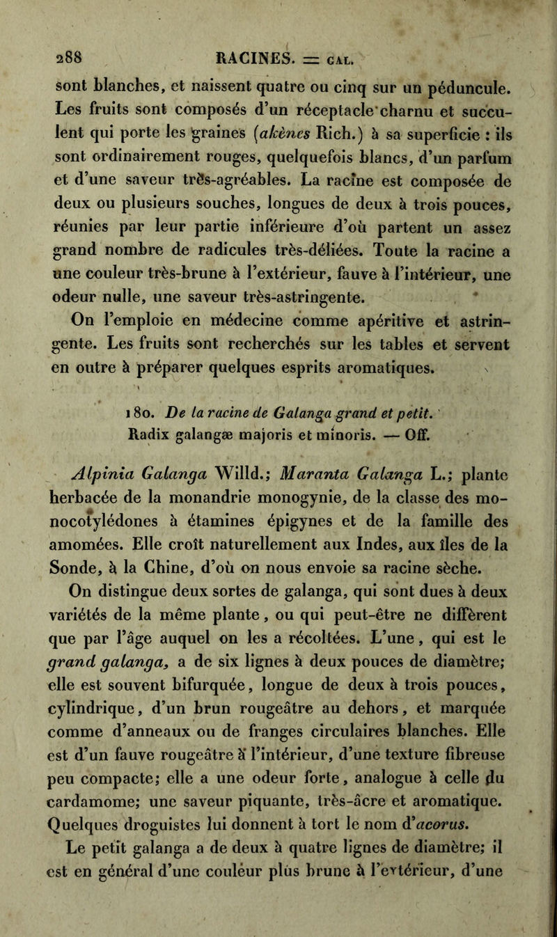 sont blanches, et naissent quatre ou cinq sur un péduncule. Les fruits sont composés d’un réceptacle*charnu et succu- lent qui porte les graines (akènes Rich.) à sa superficie : ils sont ordinairement rouges, quelquefois blancs, d’un parfum et d’une saveur très-agréables. La racine est composée de deux ou plusieurs souches, longues de deux à trois pouces, réunies par leur partie inférieure d’où partent un assez grand nombre de radicules très-déliées. Toute la racine a une couleur très-brune à l’extérieur, fauve à l’intérieur, une odeur nulle, une saveur très-astringente. On l’emploie en médecine comme apéritive et astrin- gente. Les fruits sont recherchés sur les tables et servent en outre à préparer quelques esprits aromatiques. 180. De la racine de Gaianga grand et petit. Radix galangæ majoris et minoris. — Off. Alpinia Gaianga Willd.; Maranta Gaianga L.; plante herbacée de la monandrie monogynie, de la classe des mo- nocotylédones à étamines épigynes et de la famille des amomées. Elle croît naturellement aux Indes, aux îles de la Sonde, à la Chine, d’où on nous envoie sa racine sèche. On distingue deux sortes de gaianga, qui sont dues à deux variétés de la même plante, ou qui peut-être ne diffèrent que par l’âge auquel on les a récoltées. L’une, qui est le grand gaianga, a de six lignes à deux pouces de diamètre; elle est souvent bifurquée, longue de deux à trois pouces, cylindrique, d’un brun rougeâtre au dehors, et marquée comme d’anneaux ou de franges circulaires blanches. Elle est d’un fauve rougeâtre à' l’intérieur, d’une texture fibreuse peu compacte; elle a une odeur forte, analogue à celle du cardamome; une saveur piquante, très-âcre et aromatique. Quelques droguistes lui donnent à tort le nom d'acorus. Le petit gaianga a de deux à quatre lignes de diamètre; il est en général d’une couleur plus brune à l’èvtérieur, d’une