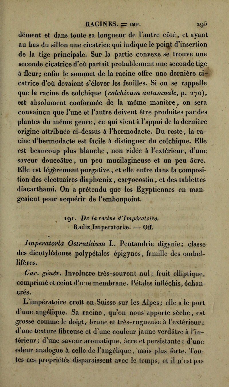 RACINES, nz imp. 2q5 dément et dans toute sa longueur de l’autre côté., et ayant au bas du sillon une cicatrice qui indique le point d’insertion de la tige principale. Sur la partie convexe se trouve une seconde cicatrice d’où partait probablement une seconde tige h fleur; enfin le sommet de la racine offre une dernière ci- catrice d’où devaient s’élever les feuilles. Si on se rappelle que la racine de colchique (colchicum autumnale, p. 270), est absolument conformée de la meme manière, on sera convaincu que l’une et l’autre doivent être produites par des plantes du même genre, ce qui vient à l’appui de la dernière origine attribuée ci-dessus à l’hermodacte. Du reste, la ra- cine d’hermodacte est facile à distinguer du colchique. Elle est beaucoup plus blanche, non ridée à l’extérieur, d’une saveur douceâtre, un peu mucilagineuse et un peu âcre. Elle est légèrement purgative, et elle entre dans la composi- tion des électuaires diaphœnix, caryocostin, et des tablettes diacarthami. On a prétendu que les Égyptiennes en man- geaient pour acquérir de l’embonpoint. 191. De la racine d'Impératoire. Radix Imperatoriæ. —1 Off. Imperatoria Ostrulhium L. Pentandrie digynie; classe des dicotylédones polypétales épigynes, famille des ombel- lifères. Car. génér. Involucre très-souvent nul; fruit elliptique, comprimé et ceint d’une membrane. Pétales infléchis, échan- crés. L’impératoire croît en Suisse sur les Alpes; elle a le port d’une angélique. Sa racine, qu’on nous apporte sèche, est grosse comme le doigt,- brune et très-rugueuse à l’extérieur; d’une texture fibreuse et d’une couleur jaune verdâtre à l’in- térieur; d’une saveur aromatique, âcre et persistante ; d’une odeur analogue à celle de l’angélique, mais plus forte. Tou- tes ces propriétés disparaissent avec le temps, et il n’est pas