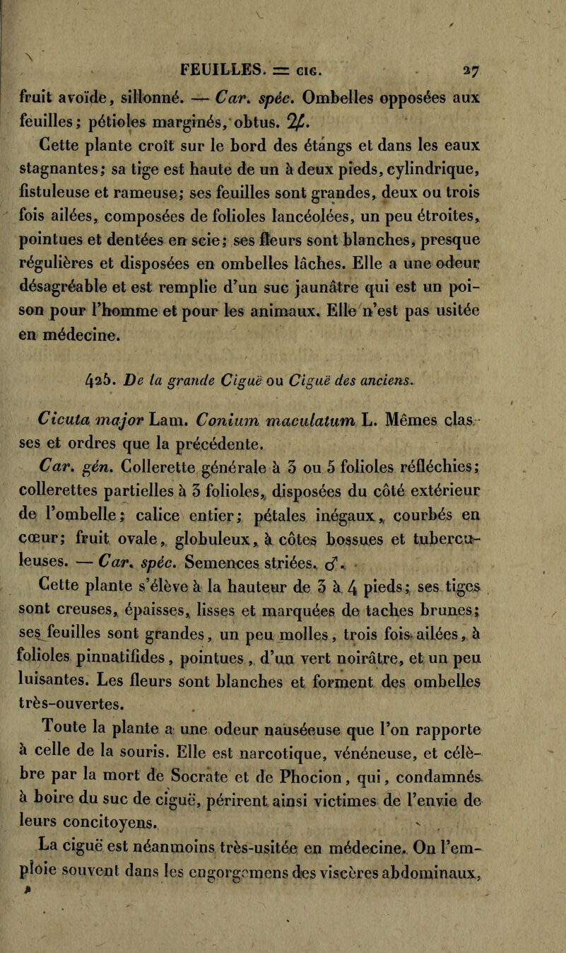 fruit avoïde, sillonné. — Car. spéc. Ombelles opposées aux feuilles; pétioles marginés, obtus. 2£. Cette plante croît sur le bord des étangs et dans les eaux stagnantes; sa tige est haute de un à deux pieds, cylindrique, fistuleuse et rameuse; ses feuilles sont grandes, deux ou trois fois ailées, composées de folioles lancéolées, un peu étroites, pointues et dentées en scie; ses fleurs sont blanches, presque régulières et disposées en ombelles lâches. Elle a une odeur désagréable et est remplie d’un suc jaunâtre qui est un poi- son pour l’homme et pour les animaux. Elle n’est pas usitée en médecine. 426. De ta grande Ciguë ou Ciguë des anciens. Cicuta major Lam. Coniiun maculatum L. Mêmes clas ses et ordres que la précédente. Car. géra. Collerette générale à 3 ou 5 folioles réfléchies; collerettes partielles à 3 folioles, disposées du côté extérieur de l’ombelle ; calice entier ; pétales inégaux * courbés en cœur; fruit ovale, globuleux, à côtes bossues et tubercu- leuses. — Car. spéc. Semences striées, c? • Cette plante s’élève à la hauteur de 3 à 4 pieds; ses tiges sont creuses, épaisses, lisses et marquées de taches brunes; ses^ feuilles sont grandes, un peu molles, trois foi& ailées, à folioles pinnatifides, pointues , d’un vert noirâtre, et un peu luisantes. Les fleurs sont blanches et forment des ombelles très-ouvertes. Toute la plante a une odeur nauséeuse que l’on rapporte à celle de la souris. Elle est narcotique, vénéneuse, et célè- bre par la mort de Socrate et de Phocion, qui, condamnés à boire du suc de ciguë, périrent ainsi victimes de l’envie de leurs concitoyens. La ciguë est néanmoins très-usitée en médecine. On l’em- ploie souvent dans les engorgemens des viscères abdominaux,