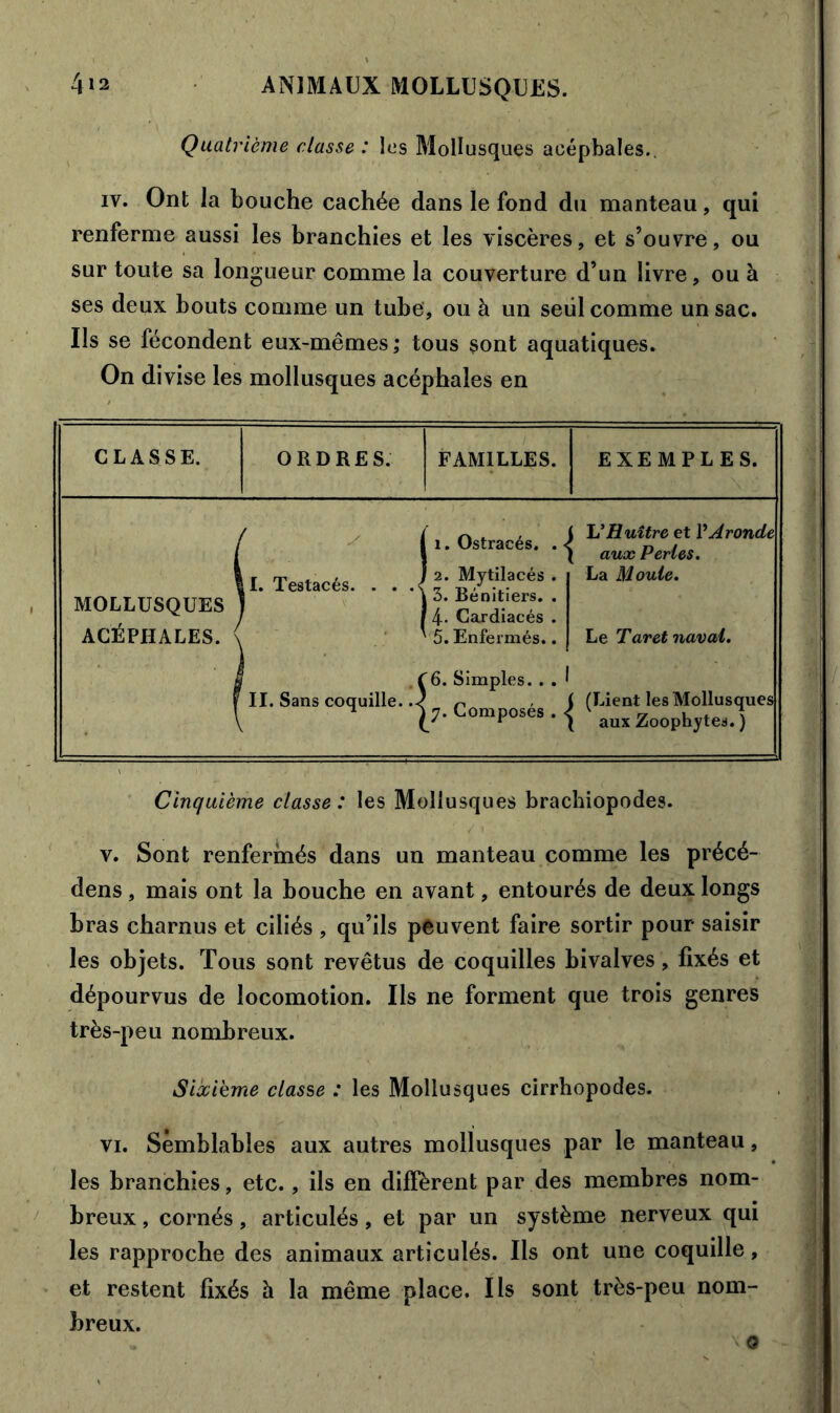 Quatrième classe : les Mollusques acéphales.. iv. Ont la bouche cachée dans le fond du manteau, qui renferme aussi les branchies et les viscères, et s’ouvre, ou sur toute sa longueur comme la couverture d’un livre, ou à ses deux bouts comme un tube, ou à un seul comme un sac. Us se fécondent eux-mêmes; tous sont aquatiques. On divise les mollusques acéphales en CLASSE. ORDRES. FAMILLES. EXEMPLES. MOLLUSQUES J ACÉPHALES. ( 1 1. Ostracés. . < 1 2. Mytilacés . | 3. Rénitiers. . 4- Caxdiacés . ' 5. Enfermés.. 1 L'Huître et VAroncLe { aux Perles. La Moule. Le Taret naval. II. Sans coquille, .-j '6. Simples. . . 1 I 7. Composés . < f (Lient les Mollusques [ aux Zoophytes. ) Cinquième classe : les Mollusques brachiopodes. v. Sont renfermés dans un manteau comme les précé- dens, mais ont la bouche en avant, entourés de deux longs bras charnus et ciliés , qu’ils peuvent faire sortir pour saisir les objets. Tous sont revêtus de coquilles bivalves, fixés et dépourvus de locomotion. Ils ne forment que trois genres très-peu nombreux. Sixième classe : les Mollusques cirrhopodes. vi. Semblables aux autres mollusques par le manteau, les branchies, etc., ils en diffèrent par des membres nom- breux , cornés, articulés, et par un système nerveux qui les rapproche des animaux articulés. Us ont une coquille, et restent fixés à la même place. Ils sont très-peu nom- breux. o