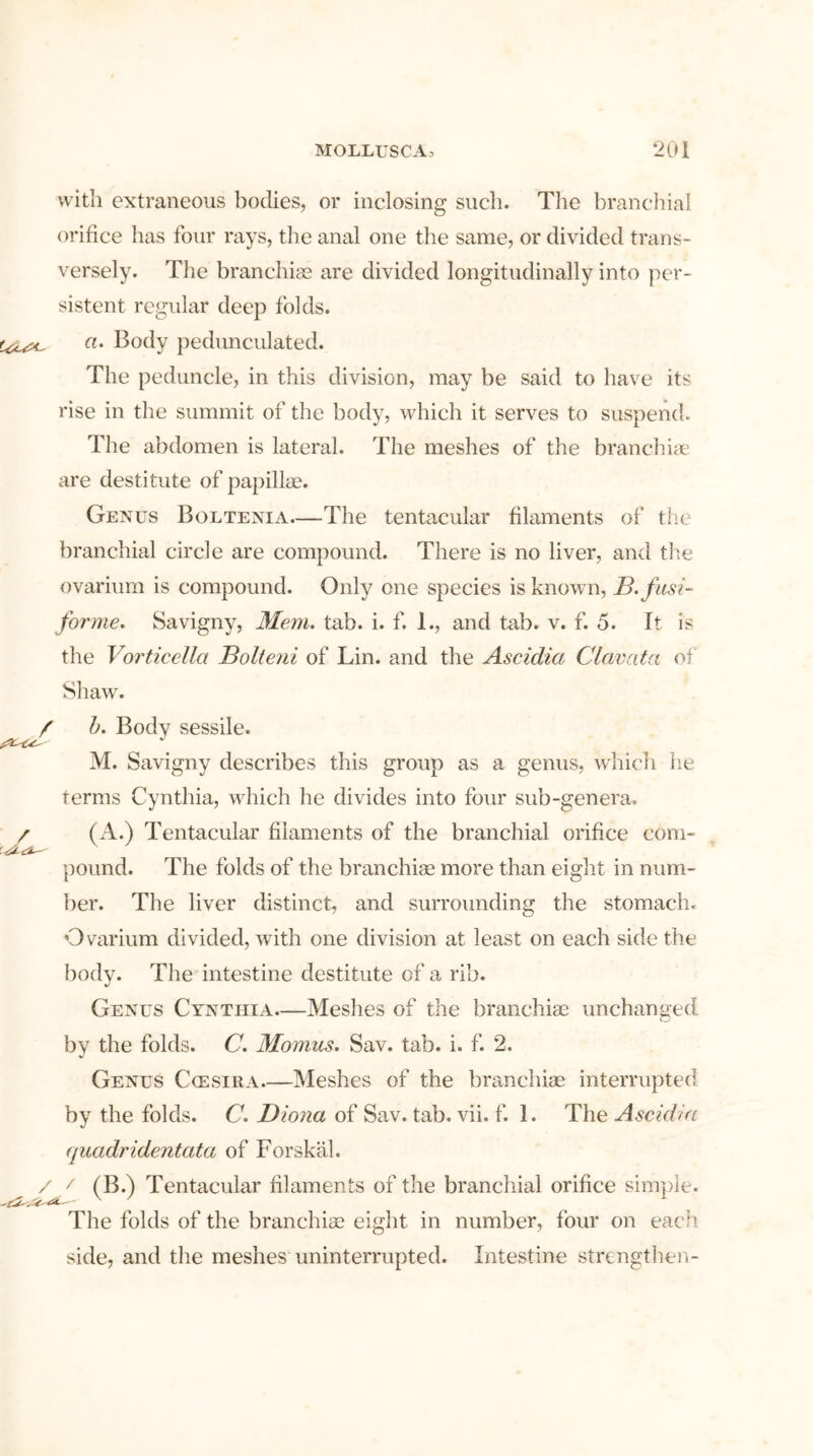 with extraneous bodies, or inclosing such. The branchial orifice has four rays, the anal one the same, or divided trans- versely. The branchiae are divided longitudinally into per- sistent regular deep folds. a. Body pedunculated. The peduncle, in this division, may be said to have its rise in the summit of the body, which it serves to suspend. The abdomen is lateral. The meshes of the branchiae are destitute of papillae. Genus Boltenia—The tentacular filaments of the branchial circle are compound. There is no liver, and the ovarium is compound. Only one species is known, B.fusi- forme. Savigny, Mem. tab. i. f. 1., and tab. v. f. 5. It is the Vorticella Bolteni of Lin. and the Ascidia Clavata of Shaw. / b. Body sessile. M. Savigny describes this group as a genus, which he terms Cynthia, which he divides into four sub-genera. / (A.) Tentacular filaments of the branchial orifice com* pound. The folds of the branchiae more than eight in num- ber. The liver distinct, and surrounding the stomach. Ovarium divided, with one division at least on each side the body. The intestine destitute of a rib. Genus Cynthia—Meshes of the branchiae unchanged by the folds. C. Momus. Sav. tab. i. f. 2, Genus Ccesira Meshes of the branchiae interrupted by the folds. C. Diona of Sav. tab. vii. f. 1. The Ascidia quadridentcita of Forskiil. / / (B.) Tentacular filaments of the branchial orifice simple. v 7 The folds of the branchiae eight in number, four on each side, and the meshes uninterrupted. Intestine strengthen-