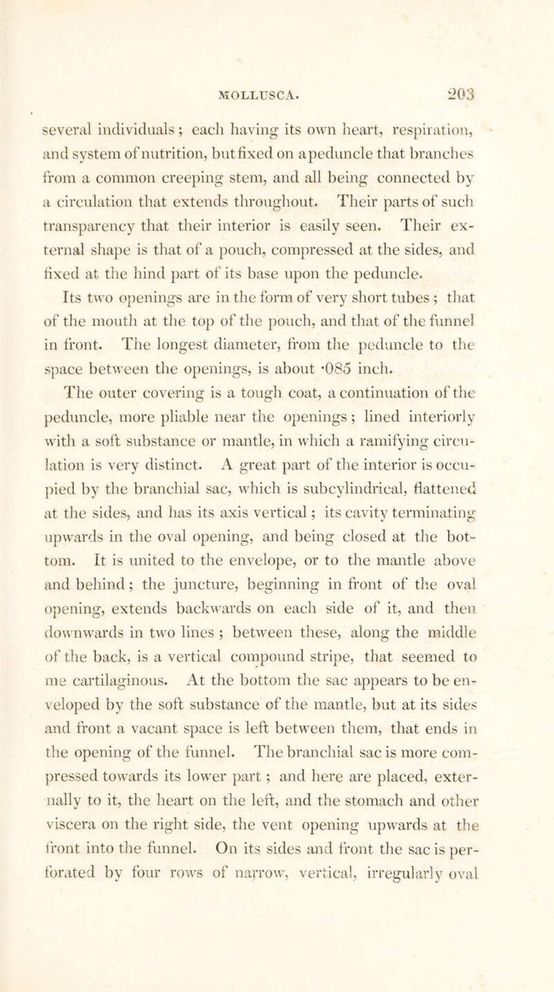 several individuals; each having its own heart, respiration, and system of nutrition, but fixed on apeduncle that branches from a common creeping stem, and all being connected by a circulation that extends throughout. Their parts of such transparency that their interior is easily seen. Their ex- ternal shape is that of a pouch, compressed at the sides, and fixed at the hind part of its base upon the peduncle. Its two openings are in the form of very short tubes ; that of the mouth at the top of the pouch, and that of the funnel in front. The longest diameter, from the peduncle to the space between the openings, is about -085 inch. The outer covering is a tough coat, a continuation of the peduncle, more pliable near the openings; lined interiorly with a soft substance or mantle, in which a ramifying circu- lation is very distinct. A great part of the interior is occu- pied by the branchial sac, which is sub cylindrical, flat tened at the sides, and has its axis vertical; its cavity terminating upwards in the oval opening, and being closed at the bot- tom. It is united to the envelope, or to the mantle above and behind; the juncture, beginning in front of the oval opening, extends backwards on each side of it, and then downwards in two lines ; between these, along the middle of the back, is a vertical compound stripe, that seemed to me cartilaginous. At the bottom the sac appears to be en- veloped by the soft substance of the mantle, but at its sides and front a vacant space is left between them, that ends in the opening of the funnel. The branchial sac is more com- pressed towards its lower part ; and here are placed, exter- nally to it, the heart on the left, and the stomach and other viscera on the right side, the vent opening upwards at the front into the funnel. On its sides and front the sac is per- forated by four rows of narrow, vertical, irregularly oval