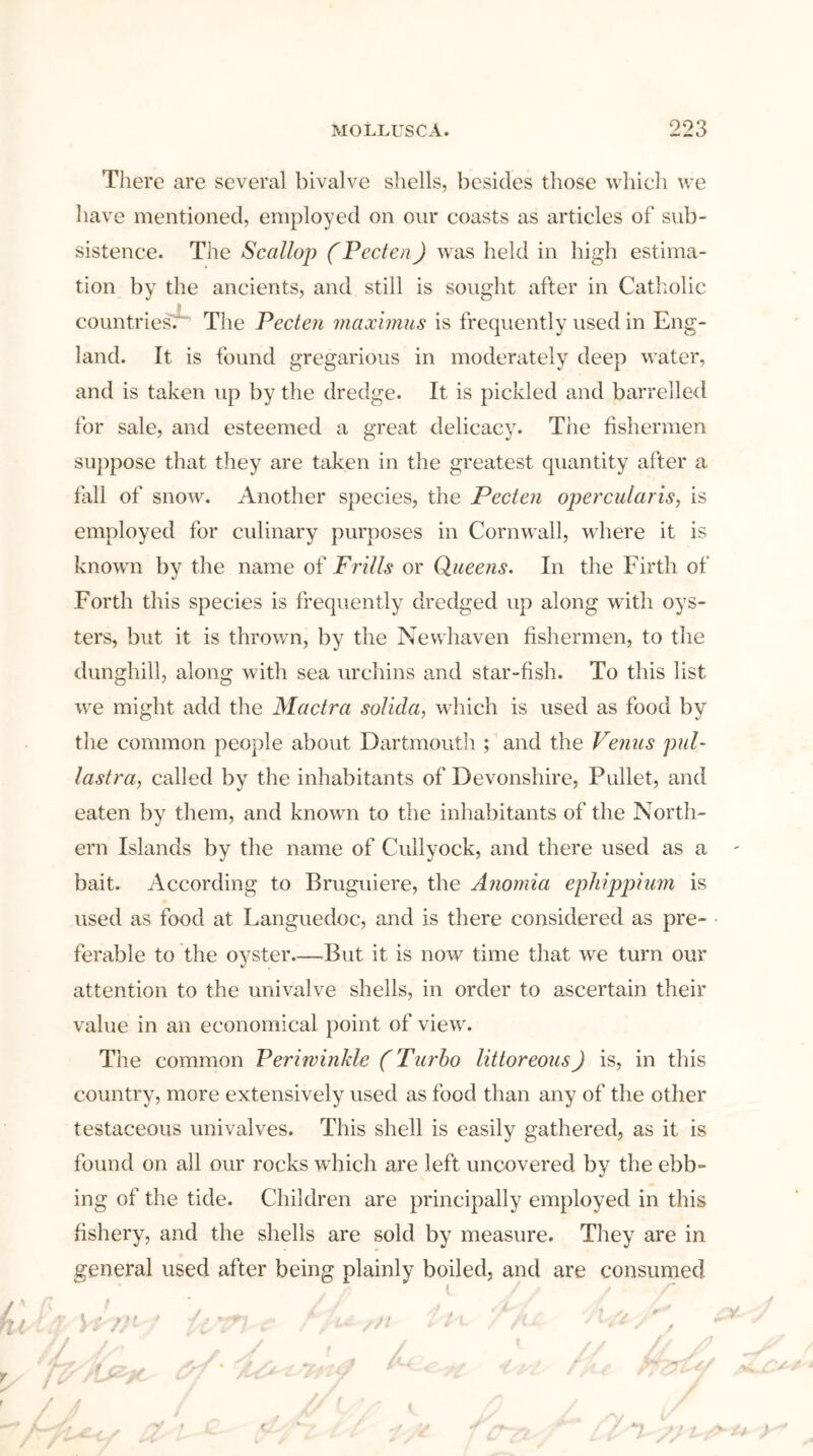 There are several bivalve shells, besides those which we have mentioned, employed on our coasts as articles of sub- sistence. The Scallop (Fecten) was held in high estima- tion by the ancients, and still is sought after in Catholic countries^ The Pecten maximus is frequently used in Eng- land. It is found gregarious in moderately deep M ater, and is taken up by the dredge. It is pickled and barrelled for sale, and esteemed a great delicacy. The fishermen suppose that they are taken in the greatest quantity after a fall of snow. Another species, the Pecten opercularis, is employed for culinary purposes in Cornwall, wdiere it is known by the name of Frills or Queens. In the Firth of Forth this species is frequently dredged up along with oys- ters, but it is thrown, by the Newhaven fishermen, to the dunghill, along with sea urchins and star-fish. To this list we might add the Mactra solida, which is used as food by the common people about Dartmouth ; and the Venus pul- last ra, called by the inhabitants of Devonshire, Pullet, and eaten by them, and known to the inhabitants of the North- ern Islands by the name of Cullyock, and there used as a bait. According to Bruguiere, the Anomia epliippium is used as food at Languedoc, and is there considered as pre- ferable to the oyster—.But it is now time that we turn our attention to the univalve shells, in order to ascertain their value in an economical point of view. The common Periwinkle (Turbo littoreous) is, in this country, more extensively used as food than any of the other testaceous univalves. This shell is easily gathered, as it is found on all our rocks which are left uncovered by the ebb- ing of the tide. Children are principally employed in this fishery, and the shells are sold by measure. They are in general used after being plainly boiled, and are consumed