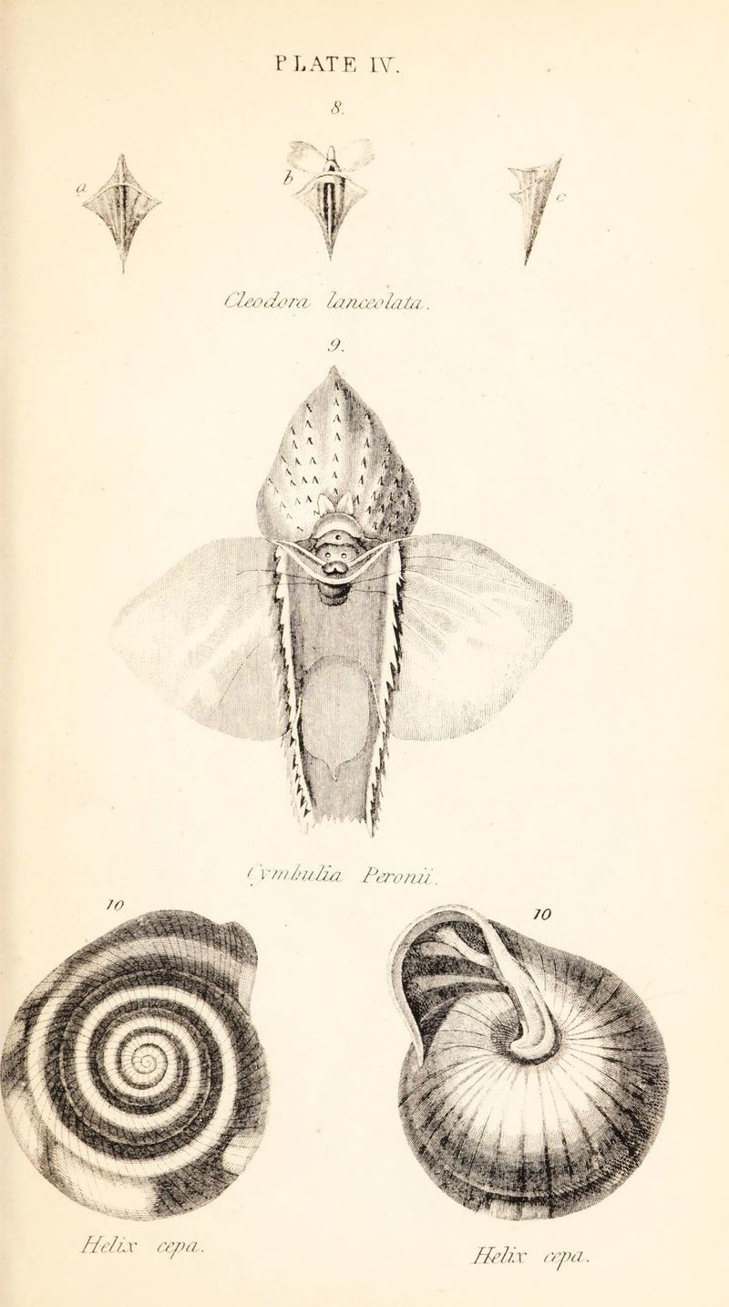 8. { vm India. Peronii.