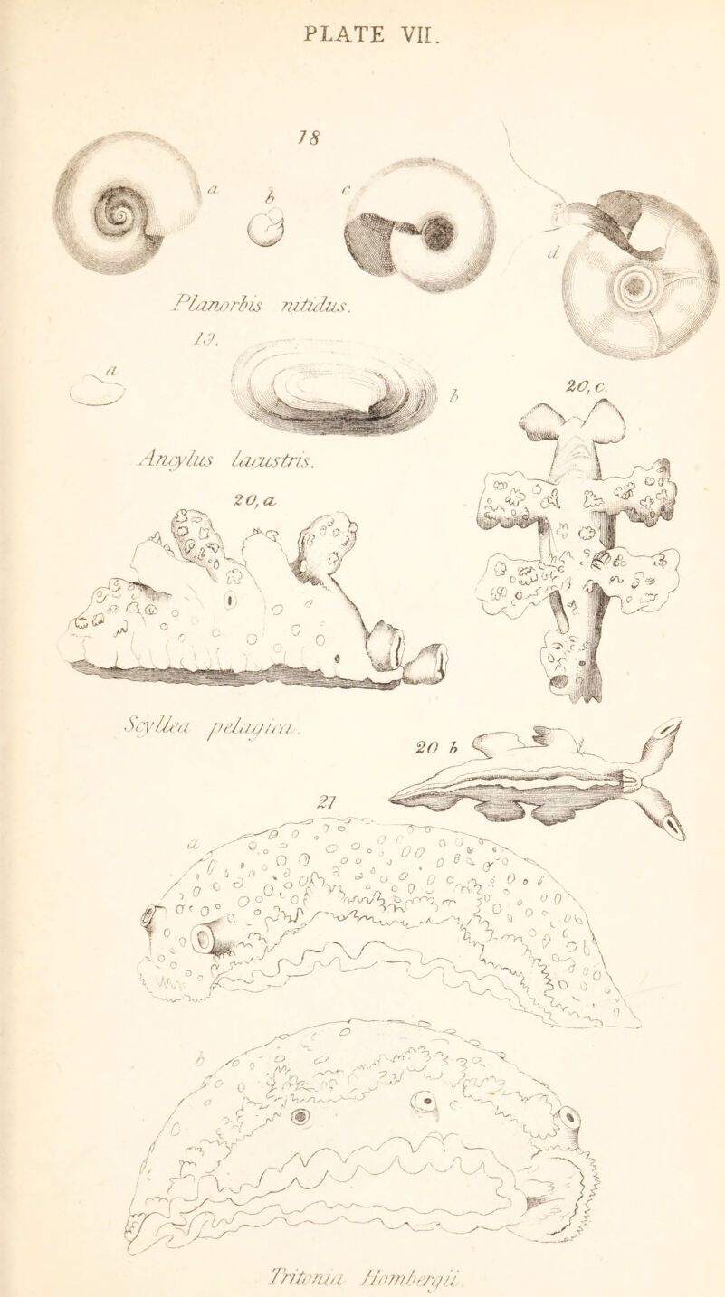 Planorbis mti/lus. yj. Amylus lacustris. 20, c. Trltorwi Ilomberqil.