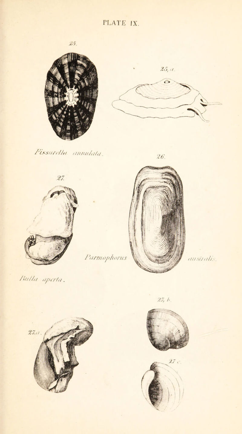 PI.ATE IX. SL5. />////// Up.