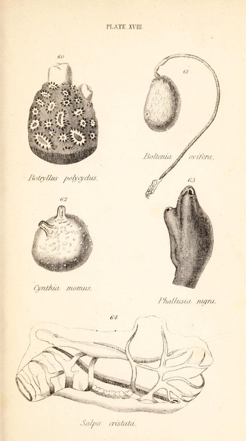 jBotjyUus polyydm. Cynthia, morruis. PhaUus'icb /uprcb. 64 SoJpa (TLslata..