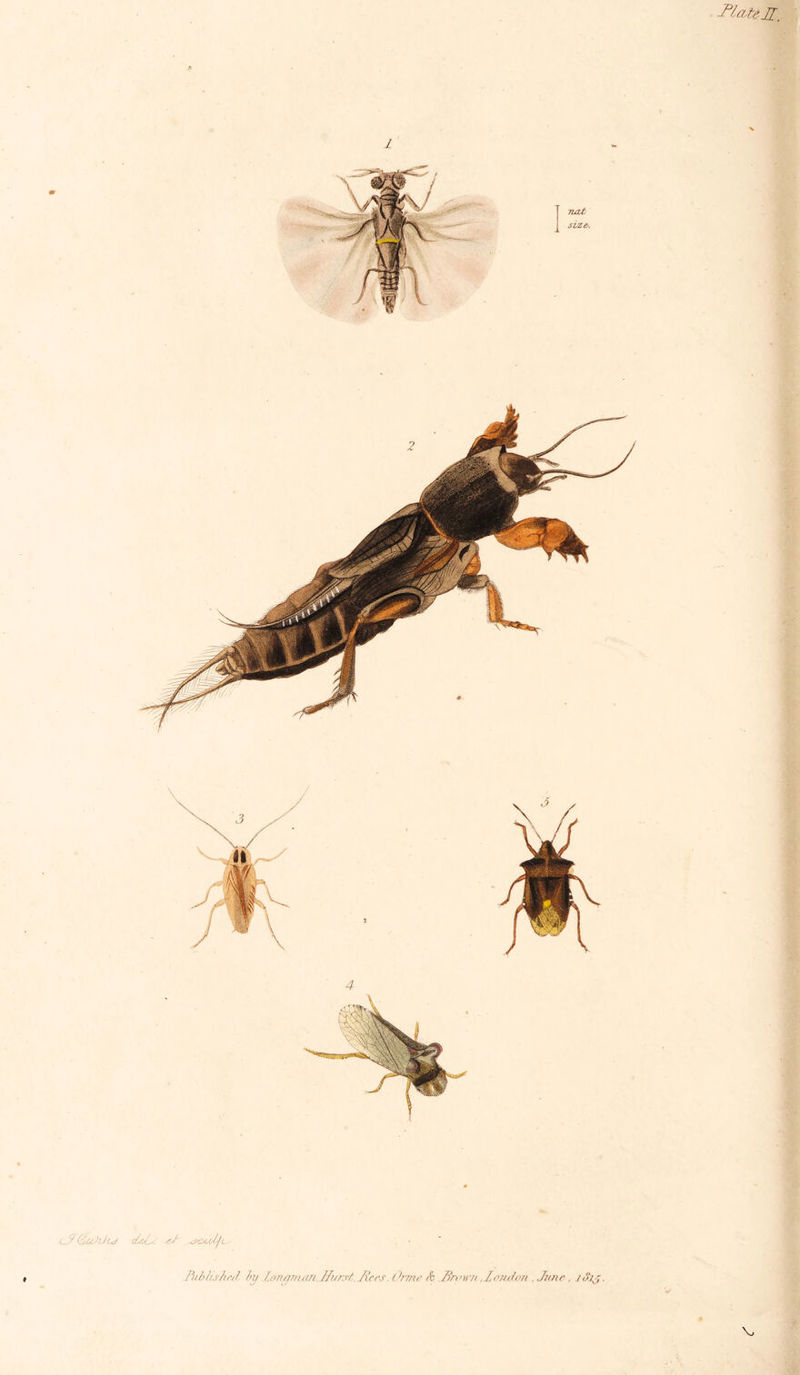 -Plate 4 &lt;J? GfCthJt-J fd &lt;Jjx. Published by l.onynuw Hiirst.Jtees. Orme &amp; Brawn ,£ondbtm .June. iJjj.