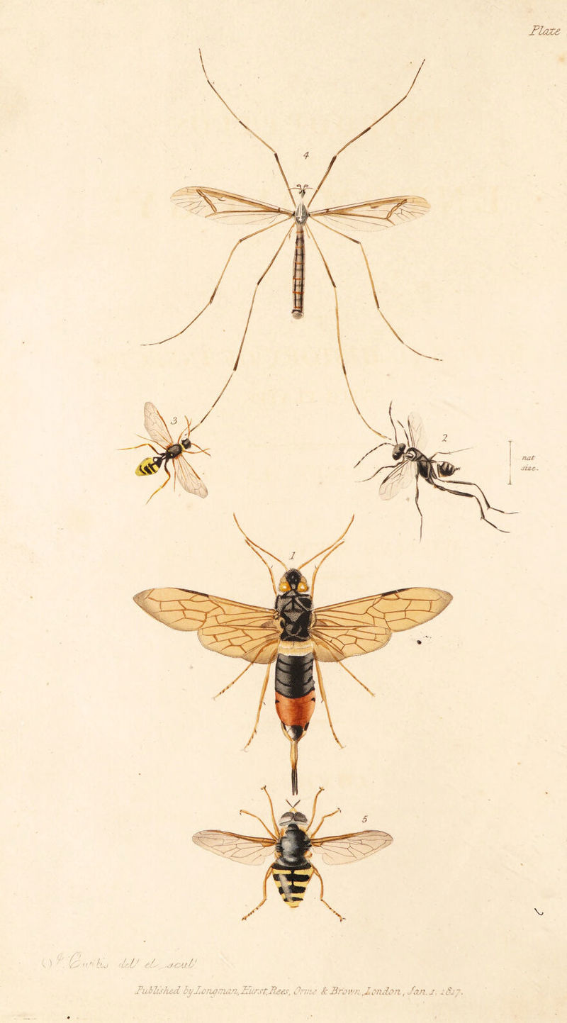 Flaze O . b ll* tut iLdJ1 ' ' out Is FuMished bylcnqrruzn.,Ifurst,Fees, Ortm &amp; Brown ,Iondon, Join.j :&amp; *