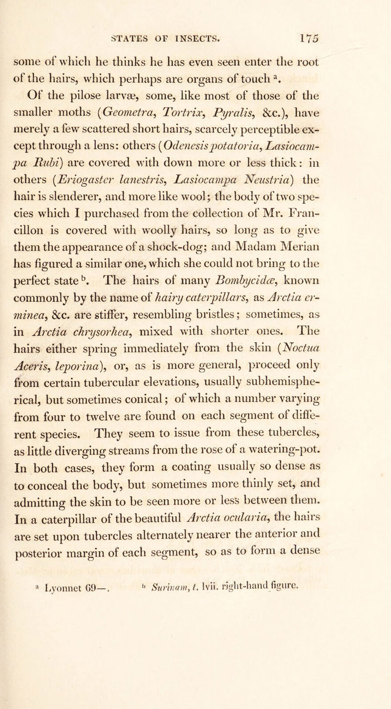some of which he thinks he has even seen enter the root of the hairs, which perhaps are organs of touch a. Of the pilose larvae, some, like most of those of the smaller moths {Geometry Tortrix, Pyralis, &amp;c.), have merely a few scattered short hairs, scarcely perceptible ex¬ cept through a lens: others (Odenesis potatoria&gt; Lasioca?n- pa Rubi) are covered with down more or less thick: in others (Eriogastcr lanestris, Lcisiocampa Neustria) the hair is slenderer, and more like wool; the body of two spe¬ cies which I purchased from the collection of Mr. Fran- cillon is covered with woolly hairs, so long as to give them the appearance of a shock-dog; and Madam Merian has figured a similar one, which she could not bring to the perfect state b. The hairs of many Bombycidce, known commonly by the name of hairy caterpillars^ as Arctia cr- minea, &amp;c. are stiffer, resembling bristles; sometimes, as in Arctia chiysorhea, mixed with shorter ones. The hairs either spring immediately from the skin (Noctna Acer is, leporina), or, as is more general, proceed only from certain tubercular elevations, usually subhemisphe- rical, but sometimes conical; of which a number varying from four to twelve are found on each segment of diffe¬ rent species. They seem to issue from these tubercles, as little diverging streams from the rose of a watering-pot. In both cases, they form a coating usually so dense as to conceal the body, but sometimes more thinly set, and admitting the skin to be seen more or less between them. In a caterpillar of the beautiful Arctia ocidaria, the hairs are set upon tubercles alternately nearer the anterior and posterior margin ol each segment, so as to form a dense a Lyonnet G9—. b Surinam, t. lvii. right-hand figure.