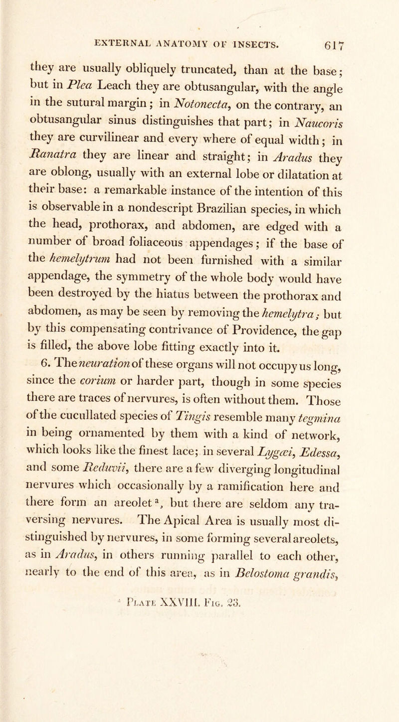 they are usually obliquely truncated, than at the base; but in Plea Leach they are obtusangular, with the angle in the sutural margin; in Notonecta, on the contrary, an obtusangular sinus distinguishes that part; in Naucoris they are curvilinear and every where of equal width; in Ranatra they are linear and straight; in Aradus they are oblong, usually with an external lobe or dilatation at their base: a remarkable instance of the intention of this is observable in a nondescript Brazilian species, in which the head, prothorax, and abdomen, are edged with a number of broad foliaceous appendages; if the base of the hemelytrum had not been furnished with a similar appendage, the symmetry of the whole body would have been destroyed by the hiatus between the prothorax and abdomen, as may be seen by removing the hemelytra; but by this compensating contrivance of Providence, the gap is filled, the above lobe fitting exactly into it. 6. The neuration of these organs will not occupy us long, since the coriam or harder part, though in some species there are traces of nervures, is often without them. Those of the cucullated species of Tingis resemble many tegmina in being ornamented by them with a kind of network, which looks like the finest lace; in several Lygcci, Edessa, and some Redmni, there are a few diverging longitudinal nervures which occasionally by a ramification here and there form an areolet a, but there are seldom any tra¬ versing nervures. The Apical Area is usually most di¬ stinguished by nervures, in some forming several areolets, as in Aradus, in others running parallel to each other, nearly to the end of this area, as in Belostoma grandis,