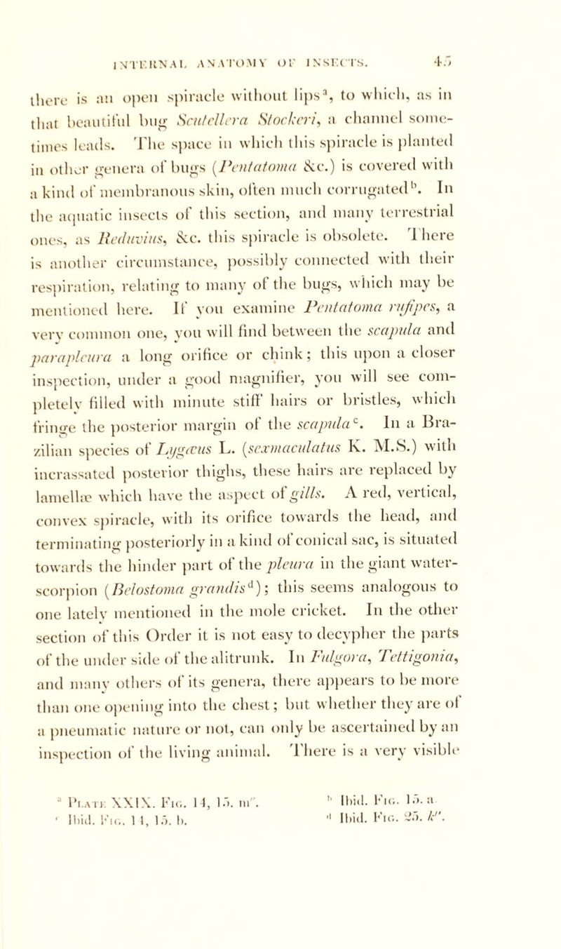 iherc is an opcMi spiracle without lips®, to which, us in that hcautihil bno- Scufdh'ra Slockcri, a channel soine- tiines leads. The sjuice in which this spiracle is planted in other genera of bugs [J\‘iiiafo!ii(t Ike.) is covered with a kind of ineinbranous skin, often much corrugated'’. In the aciuatic insects of this section, and many terrestrial ones, as lialitviiis, kc. this spiracle is obsolete. 1 here is another circumstance, })ossibly connected with their respiration, relating to many ot the bugs, whicli may be mentioneil here. It vou examine Ucnidiomci yujipcs, a very common one, you will find between the scapula and pavaplcuva a long orihee or chinkthis ujion a closer inspection, under a good magnifier, you will see com- pletely filled with minute stiff hairs or bristles, whicli fringe the posterior margin ot the scapula‘s. In a Bra- zilian species Lyg&lt;vus L. {sexuiactila/us K. M.S.) with iucrassatctl posterior thighs, these hairs are leplaced by lamellie which have the aspect oi ^ills. A led, veitical, convex spiracle, with its orifice toMuids the head, .ind terminating posteriorly in a kind of conical sac, is situated towards the hinder part oi'the pleura in the giant water- scorpion {Bclostoma gramUs'^); this seems analogous to one lately mentioned in the mole cricket. In the other section of this Order it is not easy to decypher the parts of the under side of the alitrunk. In lutlgoi a, Fettigouia, and many others of its genera, there ajijiears to be more than one opening into the chest; but whether they are ot a pneumatic nature or not, can only be ascertained by an inspection of the living animal. 'I'here is a very visible*  I'l.ATl. \XI\. FU.. 1 1, i:.. 111 . ' lli’ul. Fi(,. 11,!I). '' Ibid. Fid. 1 •’&gt;. a •I ll)id. Fir., Ic.