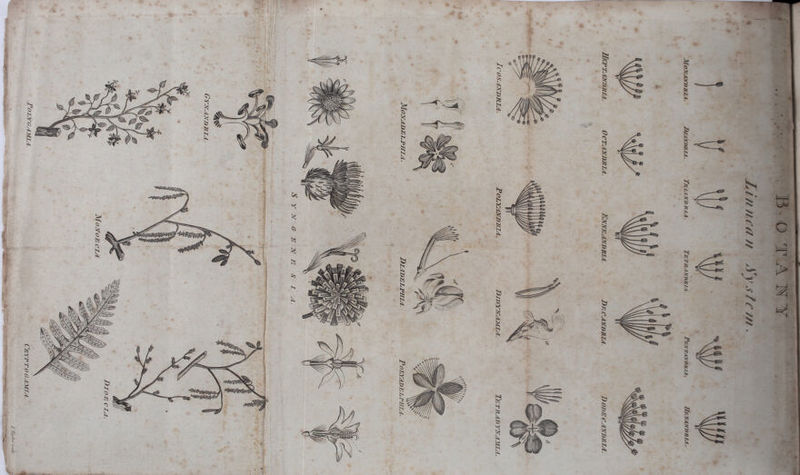 i MoXADE L PHI A. Diadelphia. Polyadelphia.