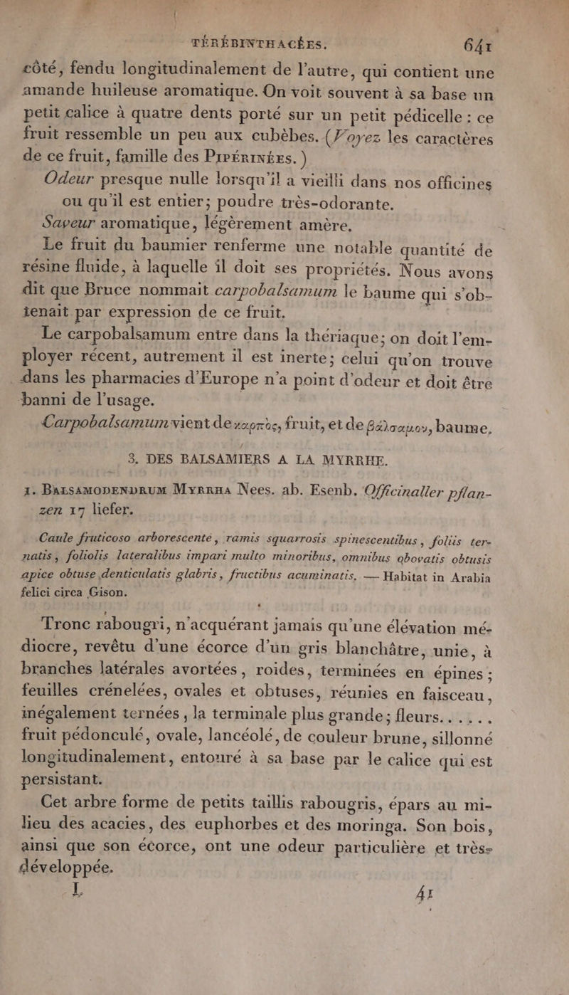 côté, fendu longitudinalement de l’autre, qui contient une amande huileuse aromatique. On voit souvent à sa base un petit calice à quatre dents porté sur un petit pédicelle : ce fruit ressemble un peu aux cubèbes. (loyez les caractères de ce fruit, famille des Prrérintes. ) Odeur presque nulle lorsqu'il a vieilli dans nos officines ou quil est entier; poudre très-odorante. Saveur aromatique, légèrement amère, Le fruit du baumier renferme une notahle quantité de résine fluide, à laquelle il doit ses propriétés. Nous avons dit que Bruce nommait carpobalsamum le baume qui s’ob- ienait par expression de ce fruit, Le carpobalsamum entre dans la theriaque; on doit l’em- ployer récent, autrement il est inerte; celui qu'on trouve dans les pharmacies d'Europe n’a point d’odeur et doit être “banni de l'usage. Carpobalsamumvient dezcorce, fruit, et de Bñaauoy, baume, 3. DES BALSAMIERS A LA MYRRHE. x. BazsamoneNvRum Myrraa Nees. ab. Esenb. Offcinaller pflan- zen 17 liefer. Caule fruticoso arborescenté, ramis squarrosis spinescentibus , Jfolus ter- natis, fololis lateralibus imparti multo minoribus, omnibus obovatis obtusis apice obtuse ,denticulatis glabris, fructibus acuminatis, — Habitat in Arabia felici circa Gison. Tronc rabougri, n'acquérant jamais qu’une élévation mé- diocre, revêtu d’une écorce d’un gris blanchâtre, unie, à branches latérales avortées, roides, terminées en épines ; feuilles crénelées, ovales et obtuses, réunies en faisceau , inégalement ternées , la terminale plus grande; fleurs... ... fruit pédonculé, ovale, lancéolé, de couleur brune, sillonné longitudinalement, entouré à sa base par le calice qui est persistant. Cet arbre forme de petits taillis rabougris, épars au mi- lieu des acacies, des euphorbes et des moringa. Son bois, ainsi que son écorce, ont une odeur particulière et très- développée. L AI à