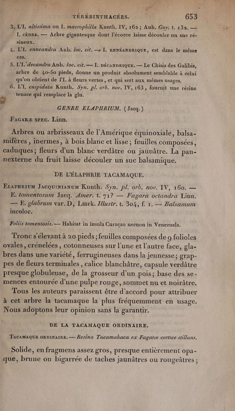 CORRE k | TÉRÉBINTHACÉES. 653 ‘8. LI. altissima ou 1. macrophilla Kuntk. IV, 162 ; Aub. Guy. t. 132. — I. cèpre. — Arbre gigantesque dont l’écorce laisse découler un suc ré- sineux. 4. L’I. enneandra Aub. loc. cit. —r I. ENNÉANDRIQUE, est dans le même cas. 5. L’I. decandra Aub. loc. cit. — I. pécanprique. — Le Chisia des Galibis, arbre de 40-50 pieds, donne un produit absolument semblable à celui qu’on obtient de PI. à fleurs vertes , et qui sert aux mêmes usages, 6. LT. cuspidata Kunth. Syn. pl. orb. nov. IV, 163, fournit une résine tenace qui remplace la glu. GENRE ELAPHRIUM. (Jacq.) Facarz sPEc. Linn. Arbres ou arbrisseaux de l'Amérique équinoxiale, balsa- mifères , inermes, à bois blanc et lisse ; feuilles composées, caduques ; fleurs d’un blanc verdâtre ou jaunâtre. La pan- nexterne du fruit laisse découler un suc balsamique. DE L'ÉLAPHRIE TACAMAQUE. EzaPHRIUM JacQuinianum Kunth. Sy». pl. orb. nov. IV, 160. — E. tomentosum Jacq. Amer. t. 719 — Fagara octandra Linn. — E. glabrum var. D, Lmrk. ZUustr, t. 304, f. 1. — Balsamum incelor. Folus tomentosis. — Habitat in insula Curacao necnon in Venezuela. Tronc s'élevant à 20 pieds ; feuilles composées de 9 folioles ovales, crénelées , cotonneuses sur l'une et l’autre face, gla- bres dans une variété, ferrugineuses dans la jeunesse; grap- pes de fleurs terminales , calice blanchâtre, capsule verdâtre presque globuleuse, de la grosseur d’un pois; base des se- mences entourée d’une pulpe rouge, sommet nu et noirâtre. Tous les auteurs paraissent être d'accord pour attribuer à cet arbre la tacamaque la plus fréquemment en usage. Nous adoptons leur opinion sans la garantir. DE LA TACAMAQUE ORDINAIRE, TAGAMAQUE ORDINAIRE. — Resina Tacamahaca ex Fagaræ cortce stillans. Solide, en fragmens assez gros, presque entièrement opa- que, brune ou bigarrée de taches jaunâtres ou rougeâtres ;