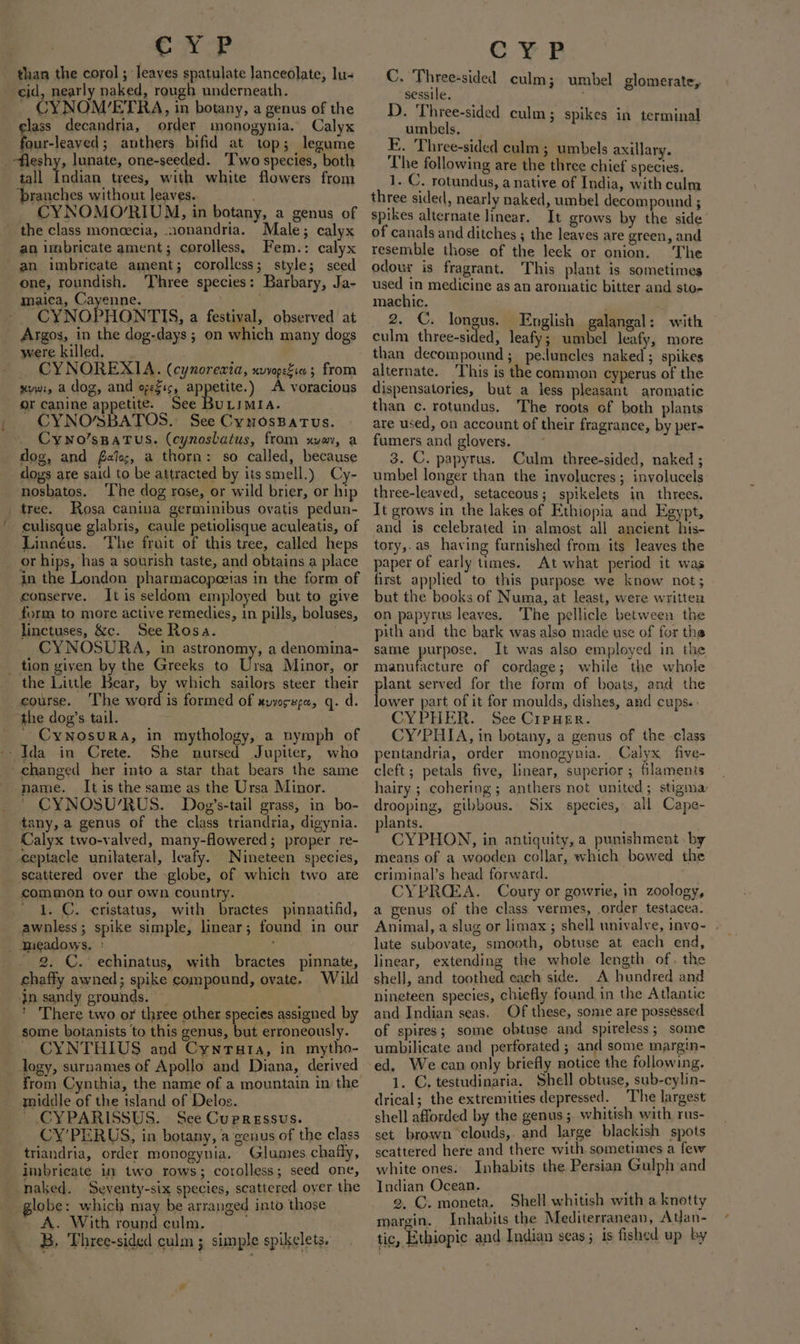 ee than the corol ; leaves spatulate lanceolate, lu- cid, nearly naked, rough underneath. CYNOM’ETRA, in botany, a genus of the lass decandria, order monogynia. Calyx our-leaved; anthers bifid at top; legume _-fleshy, lunate, one-seeded. Two species, both tall ela trees, with white flowers from ‘branches without leaves. CYNOMO/RIUM, in botany, a genus of the class moneecia, nonandria. Male; calyx an imbricate ament; corolless, Fem.: calyx an imbricate ament; corolless; style; seed one, roundish. Three species: Barbary, Ja- maica, Cayenne. . ze CYNOPHONTIS, a festival, observed at Argos, in the dog-days; on which many dogs were killed, CYNOREXIA. (cynoreaxia, xuvopeZie 3 from xuw:, a dog, and opeSi¢, appetite.) A voracious or canine appetite. See BuLimia. CYNO/SBATOS.: See CynossBatus. Cywo’sBaTus. (cynoslatus, from xvov, a dog, and alos, a thorn: so called, because dogs are said to be attracted by itssmell.) Cy- nosbatos. ‘The dog rose, or wild brier, or hip tree. Rosa canina germinibus ovatis pedun- culisque glabris, caule petiolisque aculeatis, of Linnéus. The fruit of this tree, called heps or hips, has a sourish taste, and obtains a place in the London pharmacopeeias in the form of conserve. It is seldom employed but to give form to more active remedies, in pills, boluses, linctuses, &amp;c. See Rosa. CYNOSURA, in astronomy, a denomina- _ tion given by the Greeks to Ursa Minor, or the Little Bear, by which sailors steer their course. The word is formed of auvosepa, q. d. the dog’s. tail. ' CyNnosuRa, in mythology, a nymph of She nursed Jupiter, who changed her into a star that bears the same name. It is the same as the Ursa Minor. CYNOSU’/RUS. Dog’s-tail grass, in bo- tany, a genus of the class triandria, digynia. Calyx two-valved, many-flowered; proper re- ceptacle unilateral, leafy. Nineteen species, scattered over the globe, of which two are common to our own country. ' 1. C. cristatus, with bractes pinnatifid, awnless; spike simple, linear; found in our _ Bieadows. ° : 2. ©. echinatus, with bractes pinnate, chaffy awned; spike compound, ovate. Wild jn sandy grounds. * There two or three other species assigned by some botanists to this genus, but erroneously. ~ CYNTHIUS and Cynruarta, in mytho- logy, surnames of Apollo and Diana, derived from Cynthia, the name of a mountain in the middle of the island of Delos. ~ CYPARISSUS. See Cupressus. CY’PERUS, in botany, a genus of the class triandria, order monogynia. Glumes chafly, imbrieate in two rows; corolless; seed one, naked. Seventy-six species, scattered. oyer the globe: which may be arranged into those A. With round culm. ; B. Three-sided culm ; simple spikelets. CFB c Three-sided culm; umbel glomerate, sessile. ; D. Three-sided culm; spikes in terminal umbels, E. Three-sided culm; umbels axillary. Phe following are the three chief species. 1. C. rotundus, a native of India, with culm three sided, nearly naked, umbel decom pound ; spikes alternate linear. It grows by the side’ of canals and ditches ; the leaves are green, and resemble those of the leck or onion. The odour is fragrant. This plant is sometimes used in medicine as an aromatic bitter and sto- machic. . 2. C. longus. English galangal: with culm three-sided, leafy; umbel leafy, more than decompound; peduncles naked ; spikes alternate. This is the common cyperus of the dispensatories, but a less pleasant aromatic than c. rotundus. The roots of both plants are used, on account of their fragrance, by per- fumers and glovers. 3. C. papyrus. Culm three-sided, naked ; umbel longer than the involucres ; involucels three-leaved, setaceous; spikelets in threes. It grows in the lakes of Ethiopia and Egypt, and is celebrated in almost all ancient his- tory,.as having furnished from its leaves the paper of early times. At what period it was first applied to this purpose we know not; but the books of Numa, at least, were written on papyrus leaves. The pellicle between the pith and the bark was also made use of for the same purpose. It was also employed in the manufacture of cordage; while the whole plant served for the form of boats, and the lower part of it for moulds, dishes, and cups: CYPHER. See CrpHer. CY’PHIA, in botany, a genus of the -class pentandria, order monogynia. Calyx five- cleft; petals five, linear, superior ; filaments hairy ; cohering ; anthers not united; stigma: drooping, gibbous. Six species, ail Cape- plants. CYPHON, in antiquity, a punishment - by means of a wooden collar, which bowed the criminal’s head forward. CYPRQ:iA. Coury or gowrie, in zoology, a genus of the class vermes, order testacea- Animal, a slug or limax; shell univalve, invo- . lute subovate, smooth, obtuse at each end, linear, extending the whole length of. the shell, and toothed each side. A hundred and nineteen species, chiefly found in the Atlantic and Indian seas. Of these, some are possessed of spires; some obtuse and spireless; some umbilicate and perforated ; and some margin- ed. We can only briefly notice the following. 1. C, testudinaria. Shell obtuse, sub-cylin- drical; the extremities depressed. The largest shell afforded by the genus; whitish with rus- set brown clouds, and large blackish spots scattered here and there with sometimes a few white ones. Inhabits the Persian Gulph and Indian Ocean. 2. C. moneta. Shell whitish with a knotty margin. Inhabits the Mediterranean, Atjan- tic, Ethiopic and Indian seas ; Is fished up by