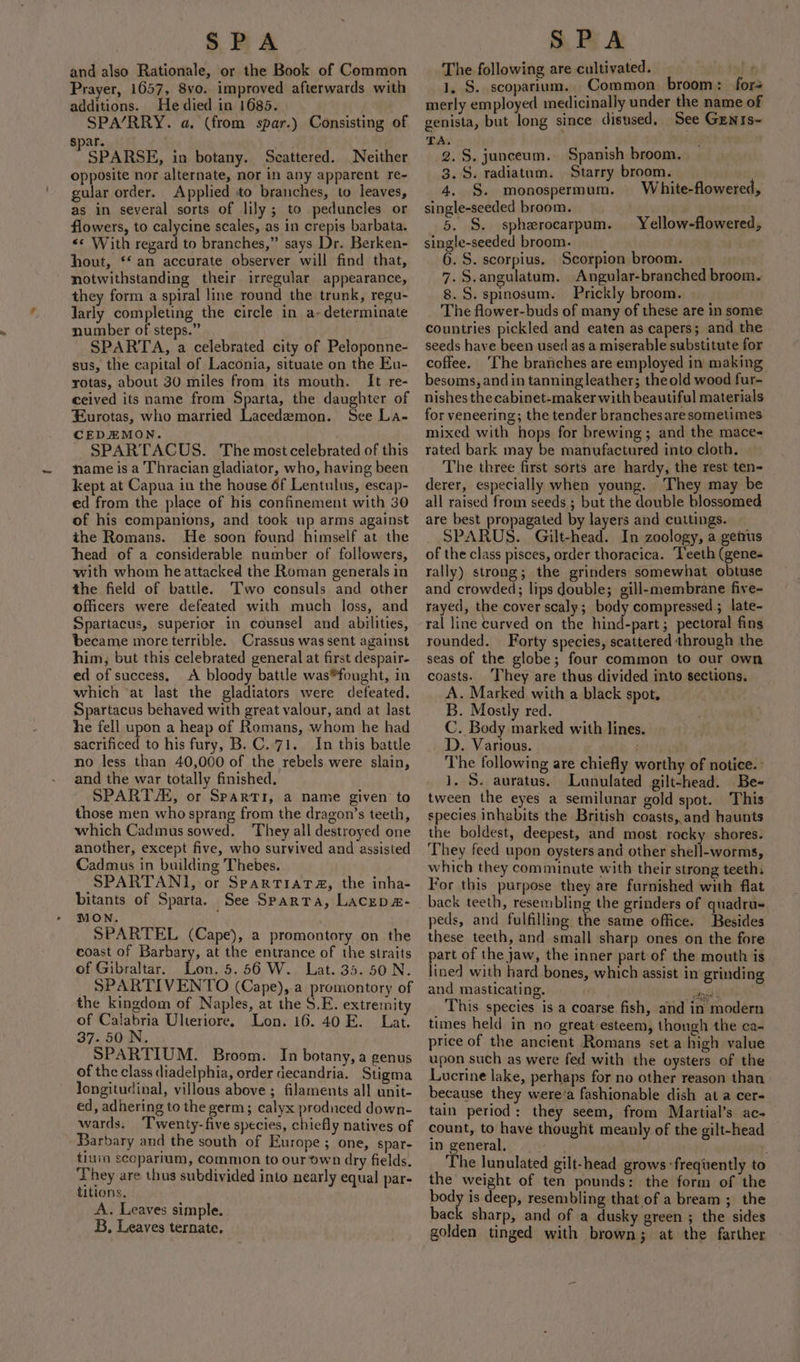 and also Rationale, or the Book of Common Prayer, 1657, 8vo. improved afterwards with additions. He died in 1685. SPA/RRY. a. (from spar.) Consisting of spar. SPARSE, in botany. Scattered. Neither opposite nor alternate, nor in any apparent re- gular order. Applied to branches, to leaves, as in several sorts of lily; to peduncles or «* With regard to branches,” says Dr. Berken- hout, ‘‘ an accurate observer will find that, ~ notwithstanding their irregular appearance, they form a spiral line round the trunk, regu- larly completing the circle in a- determinate number of steps.” SPARTA, a celebrated city of Peloponne- sus, the capital of Laconia, situate on the Eu- rotas, about 30 miles from its mouth. It re- ceived its name from Sparta, the daughter of Eurotas, who married Lacedeamon. See La- CEDEMON. | SPARTACUS. The most celebrated of this name is a Thracian gladiator, who, having been kept at Capua in the house 6f Lentulus, escap- ed from the place of his confinement with 30 of his companions, and took up arms against the Romans. He soon found himself at the head of a considerable number of followers, with whom heattacked the Roman generals in the field of battle. Two consuls and other officers were defeated with much loss, and Spartacus, superior in counsel and abilities, became more terrible. Crassus was sent against him, but this celebrated general at first despair- ed of success, A bloody battle was*fought, in which at last the gladiators were defeated. Spartacus behaved with great valour, and at last he fell upon a heap of Romans, whom he had sacrificed to his fury, B. C..71. In this battle no less than 40,000 of the rebels were slain, and the war totally finished. SPART/E, or SPARTI, a name given to those men who sprang from the dragon’s teeth, which Cadmus sowed. They all destroyed one another, except five, who survived and assisted Cadmus in building Thebes. SPARTAN], or SpartiaTa@, the inha- bitants of Sparta. See Sparta, Lacepa- MON. SPARTEL (Cape), a promontory on the coast of Barbary, at the entrance of the straits of Gibraltar. Lon. 5.56 W. Lat. 35. 50 N. SPARTIVENTO (Cape), a promontory of the kingdom of Naples, at the S.E. extremity of Calabria Ulteriore, Lon. 16. 40 E. Lat. 37. 50 N. SPARTIUM. Broom. In botany, a genus of the class diadelphia, order decandria. Stigma longitudinal, villous above ; filaments all unit- ed, adhering to the germ; calyx produced down- wards. ‘Twenty-five species, chiefly natives of Barbary and the south of Europe ; one, spar- tiuim scoparium, common to our own dry fields. ‘They are thus subdivided into nearly equal par- titions, A. Leaves simple. 5, Leaves ternate. The following are cultivated. 1, S. scoparium. Common broom: fors merly employed medicinally under the name of genista, but long since disused, See Genis~- TA. 2. S, junceum. Spanish broom. 3. S. radiatum. Starry broom. 4. §. monospermum. White-flowered, single-seeded broom. single-seeded broom. 6. S. scorpius. Scorpion broom. 7. S.angulatum. Angular-branched broom. 8.5. spinosum. Prickly broom. The flower-buds of many of these are in some countries pickled and eaten as capers; and the seeds have been used as a miserable substitute for coffee. ‘The brariches are employed in making besoms, and in tanningleather; theold wood fur- nishes the cabinet-maker with beautiful materials for veneering; the tender branchesare sometimes mixed with hops for brewing; and the mace- rated bark may be manufactured into cloth. The three first sorts are hardy, the rest ten- derer, especially when young. They may be all raised from seeds ; but the double blossomed are best propagated by layers and cuttings. SPARUS. Gilt-head. In zoology, a genus of the class pisces, order thoracica. Teeth (gene- rally) strong; the grinders somewhat obtuse and crowded; lips double; gill-membrane five- rayed, the cover scaly; body compressed.; late- ral line curved on the hind-part; pectoral fins rounded. Forty species, scattered through the seas of the globe; four common to our own coasts. ‘They are thus divided into sections. A. Marked with a black spot. B. Mostly red. C. Body marked with lines. D. Various. The following are chiefly worthy of notice. - 1. 5S. auratus. Lunulated gilt-head. Be- tween the eyes a semilunar gold spot. This species inhabits the British coasts, and haunts the boldest, deepest, and most rocky shores. They feed upon oysters and other shell-worms, which they comminute with their strong teeth: For this: purpose they are furnished with flat back teeth, resembling the grinders of quadru- peds, and fulfilling the same office. Besides these teeth, and small sharp ones on the fore part of the jaw, the inner part of the mouth is lined with hard bones, which assist in grinding and masticating. ) rr This species is a coarse fish, and in modern times held in no great esteem, though the ca- price of the ancient Romans set a high value upon such as were fed with the oysters of the Lucrine lake, perhaps for no other reason than because they were’a fashionable dish at a cer- tain period: they seem, from Martial’s ac- count, to have thought meanly of the gilt-head in general, r The lunulated gilt-head grows frequently to the weight of ten pounds: the form of the body is deep, resembling that of a bream; the back sharp, and of a dusky green ; the sides golden tinged with brown; at the farther