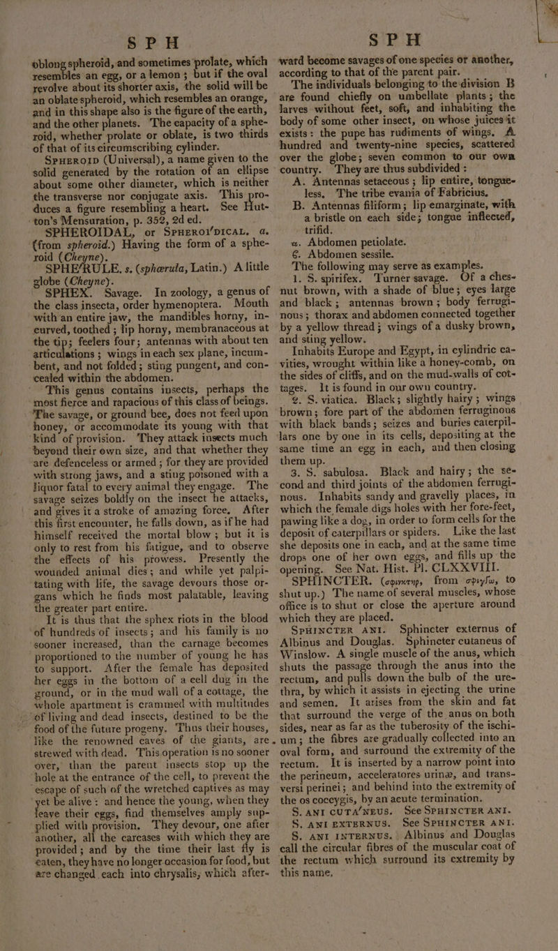 5 PH oblong spheroid, and sometimes ‘prolate, which resembles an egg, or a lemon 3 but if the oval revolve about its shorter axis, the solid will be an oblate spheroid, which resembles an orange, and in this shape also is the figure of the earth, and the other planets. The capacity of a sphe- roid, whether prolate or oblate, is two thirds of that of its cireomscribing cylinder. _ SpHeRomp (Universal), a name given to the solid generated by the rotation of an ellipse about some other diameter, which is neither the transverse nor conjugate axis. “This pro- duces a figure resembling a heart. See Hut- ‘ton’s Mensuration, p. 352, 2d ed. SPHEROIDAL, or SpHERoi’DICAL. a. (from spheroid.) Having the form of a sphe- roid (Cheyne). SPHE’RULE. s. globe (Cheyney. SPHEX. Savage. In zoology, a genus of the class insecta, order hymenoptera. Mouth with an entire jaw, the mandibles horny, in- curved, toothed ; lip horny, membranaceous at the tip; feelers four; antennas with about ten articulations ; wings in each sex plane, incum- bent, and not folded; sting pungent, and con- cealed within the abdomen. | This genus contains insects, perhaps the ‘most fierce and rapacious of this class of beings. The savage, or ground bee, does not feed upon honey, or accommodate its young with that ‘kind of provision. They attack insects much beyond their own size, and that whether they are defenceless or armed ; for they are provided with strong jaws, and a sting porsoned with a liquor fatal to every animal they engage. The savage seizes boldly on the insect he attacks, and gives it a stroke of amazing force, After this first encounter, he falls down, as if he had himself received the mortal blow ; but it is only to rest from his fatigue, and to observe the effects of his pfowess. Presently the wounded animal dies; and while yet palpi- tating with life, the savage devours those or- gans which he finds most palatable, leaving the greater part entire. It is thus that the sphex riots in the blood of hundreds of insects; and his family is no sooner increased, than the carnage becomes proportioned to the number of young he has to support. After the female has deposited her eggs in the bottom of a cell dug in the ground, or in the mud wall ofa cottage, the whole apartment is crammed with multitudes of living and dead insects, destined to be the food of the future progeny. Thus their houses, like the renowned caves. of the giants, are. strewed with dead. This operation 1s no sooner over, than the parent insects stop up the ‘hole at the entrance of the cell, to prevent the escape of such of the wretched captives as may ‘yet be alive: and hence the young, when they leave their eggs, find themselves amply sup- plied with provision, They devour, one after another, all the carcases with which they are provided; and by the time their last fly is eaten, they have no longer occasion for food, but are changed each into chrysalis, which after- (spherula, Latin.) A little SPH ward become savages of one species or another, according to that of the parent pair. The individuals belonging to the division B are found chiefly on umbellate plants; the larves without feet, soft, and inhabiting the body of some other insect, on whose juices it exists: the pupe has rudiments of wings, A hundred and twenty-nine species, scattered over the globe; seven common to our own country. They are thus subdivided : A. Antennas setaceous ; lip entire, tongue- less, ‘The tribe evania of Fabricius. B. Antennas filiform; lip emarginate, with a bristle on each side; tongue inflected, trifid. a. Abdomen petiolate. €. Abdomen sessile. The following may serve as examples. 1. S. spirifex. Turner savage. Of a ches- nut brown, with a shade of blue; eyes large and black ; antennas brown ; body ferrugi- nous; thorax and abdomen connected together by a yellow thread; wings of a dusky brown, and sting yellow. Inhabits Europe and Egypt, in cylindric ca- vities, wrought within like a honey-comb, on the sides of cliffs, and on the mud-walls of cot- tages. It is found in our own country. @. S. viatica. Black; slightly hairy ; wings brown; fore part of the abdomen ferruginous with black bands; seizes and buries caterpil- same time an egg in each, and then closing them up. 3. S. sabulosa. Black and hairy; the se- cond and third joints of the abdomen ferrugi- nous. Inhabits sandy and gravelly places, in which the female digs holes with her fore-feet, pawing like a dog, in order to form cells for the deposit of caterpillars or spiders. Like the last she deposits one in each, and at the same time drops one of her own eggs, and fills up the opening. See Nat. Hist. Pl. CLX XVIII. SPHINCTER. (opixenps from cpiysw, to shut up.) The name of several muscles, whose office is to shut or close the aperture around which they are placed. ) SpHINCTER ANI. Sphincter externus of Albinus and Douglas. Sphincter cutaneus of Winslow. A single muscle of the anus, which shuts the passage through the anus into the rectum, and pulls down the bulb of the ure- thra, by which it assists in ejecting the urine and semen. It arises from the skin and fat that surround the verge of the anus on both sides, near as far as the tuberosity of the ischi- um; the fibres are gradually sollected into an oval form, and surround the extremity of the rectum. It is inserted by a narrow point into the perineum, acceleratores urine, and trans~ versi perinei; and behind into the extremity of the os coccygis, by an acute termination. S. ANI CUTA‘NEUS. See SPHINCTER ANI. S. ANI EXTERNUS. See SPHINCTER ANI. S. ANI INTERNUS. Albinus and Douglas call the circular fibres of the muscular coat of the rectum which surround its extremity by this name,