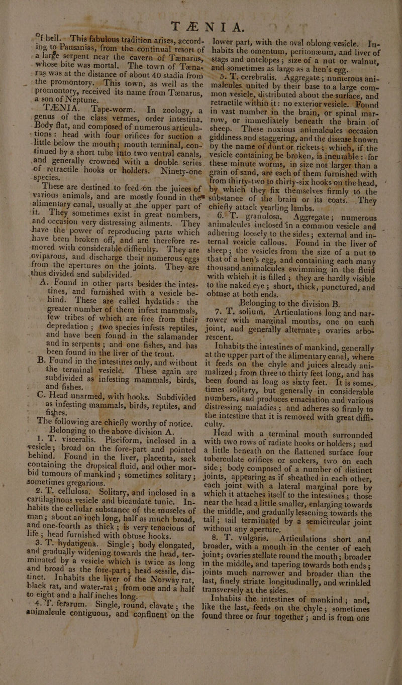 omy fabulous tradition arises, accord- ing to Pausanias, from the continual resort of .a large serpent near the cavern -of Tznarus, whose bite was mortal. The town of Tena~ _ Tus was at the distance of about 40 stadia from ‘the promontory.» This town, as well as the promontory, received its name from Tznarus, asonof Neptune. . TAENIA. Tape-worm. In zoology, a genus of the class vermes, order intestina. - Body flat, and composed of numerous articula- &gt; tions: head with four orifices for suction a -little below the mouth; mouth terminal, con tinued by a short tube into two ventral canals, .and generally crowned with a double. series. Of retractile hooks or holders: Ninety-one. ‘species. cmt” various animals, and are mostly found in the® ‘alimentary canal, usually at the upper part of ‘it. They sometimes exist in great numbers, and occasion very distressing ailments. They have the power of reproducing parts which have been broken off, and are therefore re- Moved with considerable difficulty, They are oviparous, and discharge their numerous eggs from the apertures on the joints. They -are -thas divided and subdivided. _ A. Found in other parts besides the intes- tines, and furnished with a vesicle be- hind. These are called hydatids: the greater number of them infest mammals, few tribes of which are free from their depredation ; two species infests reptiles, and have been found in the salamander and in serpents ; and one fishes, and has been found in the liver of the trout. B. Found in the intestines only, and without the terminal vesicle. These again are subdivided as infesting mammals, birds, and fishes... oir fs C. Head unarmed, with hooks. Subdivided as infesting mammals, birds, reptiles, and es. oa The following are chiefly worthy of notice. Belonging to the above division A. 1. T. visceralis. Pisciform, inclosed in a vesicle; ‘broad on the fore-part and pointed behind: Found in the liver, placenta, sack containing the dropsical fluid, and other mor- bid tumours of mankind ; sometimes solitary ; Sometimes gregarious. © fr 2. T. cellulosa: Solitary, and inclosed in a cartilaginous vesicle and bicaudate tunic. In- habits the cellular substance of the muscles of man; about an/inch long, half as much broad, and one-fourth as thick; is very tenacious of life ; head furnished with obtuse hooks. 3. T.-hydatigena. Single’; body elongated, and gradually widening towards the head, ter- minated by a vesicle which is twice as Jong and broad as the fore-part ; head.sessile, dis- tinct. Inhabits the liver of the Norway rat, black rat, and water-rat; from one and a half to eight anda halfinches long. 5 4.-T. ferarum. Single, round, clavate; the auimaleule contiguous, and ‘confluent on the ,) lower part, with the oval oblong vesicle. In- habits the omentum, peritonzeum, and liver of and sometimes as large as a hen’s ege, ~\ 5. T. cerebralis, Aggregate ; numierous ani- maleules. united by their base toa large com- mon vesicle, distributed about the surface, and retractile within it: no exterior vesicle. Found in vast number in the brain, or spinal mar- row, or immediately beneath the brain. of sheep. These noxious animalcules oecasion giddiness and staggering, and the disease known by the name of dunt or rickets; which, if the vesicle containing be broken, is ineurable : | for these minute worms, in size not larger than a grain of sand, are each of them furnished with Y . by. which they fix themselves firmly to. the substance of the brain or its coats. They . chiefly attack yearling lambs. 6. T.. granulosa, Aggregate; numerous adhering loosely to the sides; external and in= ternal vesicle callous. Found in the liver of sheep; the vesicles from the size of a nut to that of a hen’s egg, and containing each many thousand animalcules swimming in the fluid with which it is filled ; they are hardly visible to the naked eye ; short, thick, punctured, and obtuse at bothends. = ¥ Belonging to the division B. 7. T. solium, ‘Articulations long and nar rower with marginal mouths, one on each joint, and generally alternate; ovaries arbo« rescent. : nk 4 Inhabits the intestines of mankind, generally at the upper part of the alimentary canal, where it feeds on the chyle and juices already ani- malized ; from three to thirty feet long, and has been found as long as sixty feet. It is somes, times solitary, but generally in considerable numbers, and produces emaciation and various distressing maladies ; and adheres so firmly to the intestine that it is removed with great diffi culty. hits . Head with a terminal mouth surrounded with two rows of radiate hooks or holders 3 and a little beneath on the flattened surface four tuberculate orifices or suckers, two on each side; body composed of a number of distinct joints, appearing as if sheathed in each other, each joint. with a lateral marginal pore by which it attaches itself to the intestines ; those near the head alittle smaller, enlarging towards gradually lessening towards the tail; tail terminated by a semicircular joint without any aperture, Wha ; 8. T. vulgaris. Articulations short and broader, with a mouth in the center of each joint; ovaries stellate round the mouth; broader In the middle, and tapering towards both ends ; joints much narrower and broader than the last, finely striate longitudinally, and wrinkled transversely at the sides. rs ; Inhabits the. intestines of mankind; and, like the last,- feeds on the chyle ; sometimes found three or four together ; and is from one